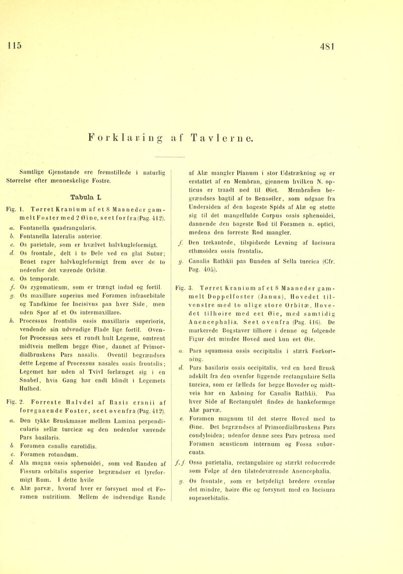 Forklaring Samtlige Gjenstande ere fremstillede i naturlig Størrelse efter menneskelige Fostre. Tabula I. Fig. 1. TorretKraniumaf etS M aa nede r gam- melt Fostermed20ine, seetfor fra {Pag. 412). a. Fontanella quadrangularis. h. Fontanella lateralis anterior. c. Os parietale, som er hvælvet halvkugleformigt. cl. Os frontale, delt i to Dele ved en glat Sutur; Benet rager halvkugleformigt frem over de to nedenfor det værende Orbitæ. e. Os temporale. /. Os zygomaticum, som er trængt indad og fortil. g. Os maxillare superius med Foramen infraorbitale og Tandkime for Incisivus paa hver Side, men uden Spor af et Os intermaxillare. h. Processus frontalis ossis maxillaris superioris, vendende sin udvendige Flade lige fortil. Oven- for Processus sees et rundt hult Legeme, omtrent midtveis mellem begge Oine, dannet af Primor- dialbruskens Pars nasalis. Oventil begrændses dette Legeme af Processus nasales ossis frontalis; Legemet har uden al Tvivl forlænget sig i en Snabel, hvis Gang har endt blindt i Legemets Hulhed. Fig. 2. Forreste Halvdel af Basis cranii af foregaaende Foster, seet ovenfra (Pag.412). a. Den tykke Bruskmasse mellem Lamina perpendi- cularis sellæ turcicæ og den nedenfor værende Pars basilaris. h. Foramen canalis carotidis. c. Foramen rotundum. d. Ala magna ossis sphenoidei, som ved Randen af Fissura orbitalis superior begrændser et lyrefor- migt Rum. 1 dette hvile e. Alæ parvæ, hvoraf hver er forsynet med et Fo- ramen nutritium. Mellem de indvendige Rande af Tavler ii e. af Alæ mangler Planum i stor Udstrækning og er erstattet af en Membran, gjennem hvilken N. op- ticus er traadt ned til Oiet. Membranen be- grændses bagtil af to Bensoiler, som udgaae fra Undersiden af den bageste Spids af Alæ og stotte sig til det mangelfulde Corpus ossis sphenoidei, dannende den bageste Rod til Foramen n. optici, medens den forreste Rod mangler. f. Den trekantede, tilspidsede Levning af Ineisura ethmoidea ossis frontalis. g. Canalis Rathkii paa Bunden af Sella turcica (Gfr. Pag. 405). Fig. 3. Tørret Kranium af et 8 Maa n ed er gam- melt Doppelfostcr (.la nus). Hovedet til- venstre med to ulige store Orbitæ, Hove- det tilhoire med eet Oie, med samtidig Anencephalia. Seet ovenfra (Pag. 416). De markerede Bogstaver tilhore i denne og følgende Figur det mindre Hoved med kun eet Oie. o. Pars squamosa ossis occipitalis i stærk Forkori- ning. d. Pars basilaris ossis occipitalis, ved en bred Brusk adskilt fra den ovenfor liggende rectangnlaire Sella turcica, som er fælleds for begge Hoveder og midt- veis har en Aabning for Canalis Rathkii. Paa hver Side af Rectangulét findes de hankeformige Alæ parvæ. e. Foramen magnum til det større Hoved med to Oine. Det begrændses af Primordialbruskens Pars condyloidea; udenfor denne sees Pars petrosa med Foramen acusticum internum og Fossa subar- cuata. /,/ Ossa parietalia, rectangulaire og stærkt reducerede som Følge af den tilstedeværende Anencephalia. g. Os frontale, som er betydeligt bredere ovenfor det mindre, høire Oie og forsynet med en Ineisura supraorbitalis.