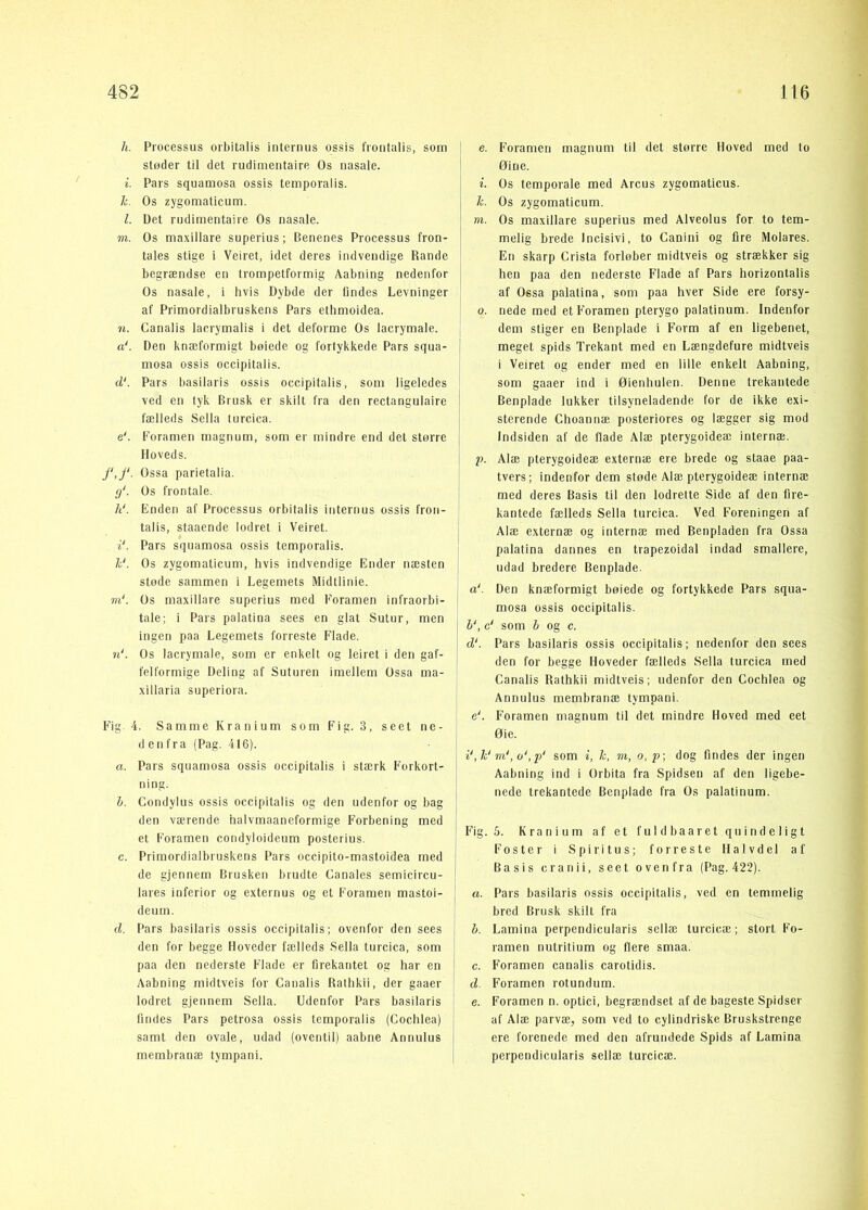 /«. Processus oiiiitalis internus ossis froiitalis, som støder til det rudimentaire Os nasale. •i. Pars squamosa ossis temporalis. li. Os zygomaticum. 1. Det rudimentaire Os nasale. m. Os maxillare superius; Benenes Processus fron- tales stige i Veiret, idet deres indvendige Rande begrændse en trompetformig Aabning nedenfor Os nasale, i hvis Dybde der Ondes Levninger af Primordialbruskens Pars ethmoidea. n. Canalis lacrymalis i det deforme Os lacrymale. a‘. Den knæformigt bøiede og fortykkede Pars squa- mosa ossis occipitalis. d‘. Pars basilaris ossis occipitalis, som ligeledes ved en tyk Brusk er skilt fra den rectangulaire fælleds Sella lurcica. e‘. Poramen magnum, som er mindre end det større Hoveds. f,j‘. Ossa parietalia. <j‘. Os frontale. h‘. Enden af Processus orbitalis internus ossis fron- talis, staaende lodret i Veiret. i‘. Pars squamosa ossis temporalis. li‘. Os zygomaticum, hvis indvendige Ender næsten støde sammen i Legemets Midtlinie. m‘. Os maxillare superius med Eoramen infraorbi- I tale; i Pars palatina sees en glat Sutur, men ingen paa Legemets forreste Flade. n‘. Os lacrymale, som er enkelt og leiret i den gaf- felformige Deling af Suturen imellem Ossa ma- xillaria superiora. Fig. 4. Samme Kranium som Fig. 3, seel ne- denfra (Pag. 416). a. Pars squamosa ossis occipitalis i stærk Forkort- ning. h. Condylus ossis occipitalis og den udenfor og bag den værende halvmaaneformige Forbening med et Foramen condyloideum posterius. c. Primordialbruskens Pars occipito-mastoidea med de gjennem Brusken brudte Ganales semicircu- lares inferior og externus og et Foramen mastoi- | deum. d. Pars basilaris ossis occipitalis; ovenfor den sees den for begge Hoveder fælleds .Sella turcica, som ' paa den nederste Flade er firekantet og har en I Aabning midtveis for Canalis Rathkii, der gaaer lodret gjennem Sella. Udenfor Pars basilaris ■ findes Pars petrosa ossis temporalis (Cochlea) samt den ovale, udad (oventil) aabne Annulus membranæ tympani. i e. Foramen magnum til det større Hoved med to øine. i. Os temporale med Arcus zygomaticus. h. Os zygomaticum. m. Os maxillare superius med Alveolus for to tem- melig brede Incisivi, to Canini og lire Molares. En skarp Crista forløber midtveis og strækker sig hen paa den nederste Flade af Pars horizontalis af Ossa palatina, som paa hver Side ere forsy- 0. nede med et Foramen pterygo palatinum. Indenfor dem stiger en Benplade i Form af en ligebenet, meget spids Trekant med en Længdefure midtveis i Veiret og ender med en lille enkelt Aabning, som gaaer ind i Øienhulen. Denne trekantede Benplade lukker tilsyneladende for de ikke exi- sterende Choannæ posteriores og lægger sig mod Indsiden af de flade Alæ pterygoideæ internæ. р. Alæ pterygoideæ externæ ere brede og staae paa- tvers; indenfor dem støde Alæ pterygoideæ internæ med deres Basis til den lodrette Side af den fire- kantede fælleds Sella turcica. Ved Foreningen af Alæ externæ og internæ med Benpladen fra Ossa palatina dannes en trapezoidal indad smallere, udad bredere Benplade. a‘. Den knæformigt bøiede og fortykkede Pars squa- mosa ossis occipitalis. 1‘, c' som h og c. d‘. Pars basilaris ossis occipitalis; nedenfor den sees den for begge Hoveder fælleds Sella turcica med Canalis Rathkii midtveis; udenfor den Cochlea og Annulus membranæ tympani. e'. Foramen magnum til det mindre Hoved med eet Øie. ni‘,o‘,p‘ som i, h, m, o,p; dog findes der ingen Aabning ind i Orbita fra Spidsen af den ligebe- nede trekantede Benplade fra Os palatinum. Fig. 5. Kranium af et ful dbaaretqii in deligt Foster i Spiritus; forreste Halvdel af Basis cranii, seet ovenfra (Pag. 422). a. Pars basilaris ossis occipitalis, ved en temmelig bred Brusk skilt fra b. Lamina perpendicularis scilæ turcicæ; stort Fo- ramen nutritium og flere smaa. с. Foramen canalis carotidis. d Foramen rotundum. e. Foramen n. optici, begrændset af de bageste Spidser af Alæ parvæ, som ved to cylindriske Bruskstrenge ere forenede med den afrundede Spids af Lamina perpendicularis sellæ turcicæ.