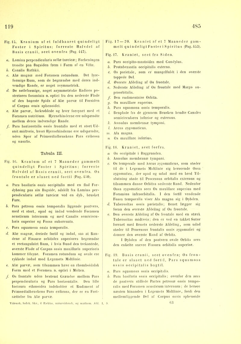 Fig. 15. Kranium af et f n I d ba a re t q u i lul e I i g t Foster i Spiritus: forreste Halvdel af Basis cranii, seet ovenfra (Pag. 447). a. Lamina perpendicuiaris seliæ turcicæ; Forbeningen traadte paa Bagsiden frem i Form af en Vifte. h. Canalis Ralbkii. c. Alæ magnæ med Foramen rotundum. Det lyre- formige Rum, som de begrændse med deres ind- vendige Rande, er noget asymmetrisk. d. De søileformige, noget asymmetriske Radices po- steriores foraminis n. optici fra den nederste Flade af den baaeste Spids af Alæ parvæ til Forsiden af Corpus ossis sphenoidei. e. Alæ parvæ, forkroblede og hver forsynet med et Foramen nutritium. Hjernehinderne ere udspæ,ndte mellem deres indvendige Rande. /. Pars horizontalis ossis frontalis med et stort Ud- snit midtveis, hvori Hjernehinderne ere udspændte, uden Spor af Primordialbruskens Pars cribrosa og nasaiis. Tabula III. Fig. Id. Kranium af et 7 Maaneder gammelt quindeligt Foster i Spiritus; forreste Halvdel af Basis cranii, seet ovenfra. Os frontale er siaaet ned fortil (Pag. 4.70). a. Pars basllaris ossis occipitalis med en Ifad For- dybning paa sin Bagside, adskilt fra Lamina per- pendicuiaris seliæ turcicæ ved en dyb, brusket Fure. h. Pars petrosa ossis temporalis liggende paatvers, med et stort, opad og indad vendende Foiamen aeustieum internum og med Canalis semicircu- laris superior og Fossa subarcuata. c. Pars squamosa ossis temporalis. d. Alæ magnæ, dreiede fortil og indad, saa at Ran- dene af Fissuræ orbitales superiores begrændse et rectangulairt Rum, i hvis Bund den trekantede, øverste Flade af Corpus ossis maxillaris superioris kommer tilsyne. Foramen rotundum og ovale ere rykkede indad mod Legemets Midtlinie. e. Alæ parvæ, som tilsammen have en rhomboidalsk Form med et Foramen n. optici i Midten. /. Os frontale uden bestemt Grændse mellem Pars perpendicuiaris og Pars horizontalis. Den lille Incisura ethmoidea indeholder et Rudiment af Primordialbruskens Pars cribrosa, der er en Fort- sættelse, fra Alæ parvæ. Vidonsk. Selsk. Skr,, 0 RodvUe. natm-vidonsk. osj matlioni. Afd. I Fig. 17 — 2 0. Kraniet af et 7 Maaneder g a m - m e i t quindeligt F’ o s t e r i Spiritus (Pag. 453). Fig. 17. Kraniet, seet fra Siden. a. Pars occipito-mastoidea med Condylus. h. Protuberantia occipitalis externa. c. Os parietale, som er mangelfuldt i den overste toppede Del. d. Øverste Afdeling af Os frontale. e. Nederste Afdeling af Os frontale med Margn su- praorbitalis. /. Den rudimentaire Orbita. g. Os maxillare superius. h. Pars squamosa ossis temporalis. i. Benplade fra de gjennem Brusken brudte Canales semicirculares inferior og externus. h. Annulus membranæ tympani. 1. Arens zygomaticus. m. Ala magna. n Os maxillare inferius. Fig. 18. Kraniet, seet forfra. a Os occipitale i Baggrunden. b. Annuius membranæ tympani. c. Os temporale med Arens zygomaticus, som sioder til de i Legemets Midtlinie sig berørende Ossa zygomatica, der opad og udad med en bred Tii- slutning støde til Processus orbitalis externus og tilsammen danne Orbitas nederste Rand. Nedenfor Ossa zygomatica sees Os maxillare superius med Foramina infraorbitalia. 1 den fortil vendende Fossa temporalis viser Ala magna sig i Dybden. d. Tuberositas ossis parietalis; Benet lægger sig foran den overste. Afdeling af Os frontale. e. Den overste Afdeling af Os frontale med en stærk Tuberositas midtveis; den er ved en takket Sutur forenet med Benets nederste Afdeling, som udad støder til Processus frontalis ossis zygomatici og danner den overste Rand af Orbita. I Dybden af den paatvers ovale Orbita sees den enkelte snevre Fissura orbitalis superior. Fig. 19. Basis cranii, seet ovenfra; Os fron- tale er siaaet ned fortil, Pars squamosa ossis occiiiitalis bagtil. a. Pars squamosa ossis occipitalis. b. Pars basilaris ossis occipitalis; ovenfor den sees de paatvers stillede Partes petrosæ ossis tempo- ralis meil Foramen aeustieum internum; de berore næsten hinanden i Legemets Midtlinie, fordi den mellemliggende Del af Corpus ossis spbenoide fl. fi3