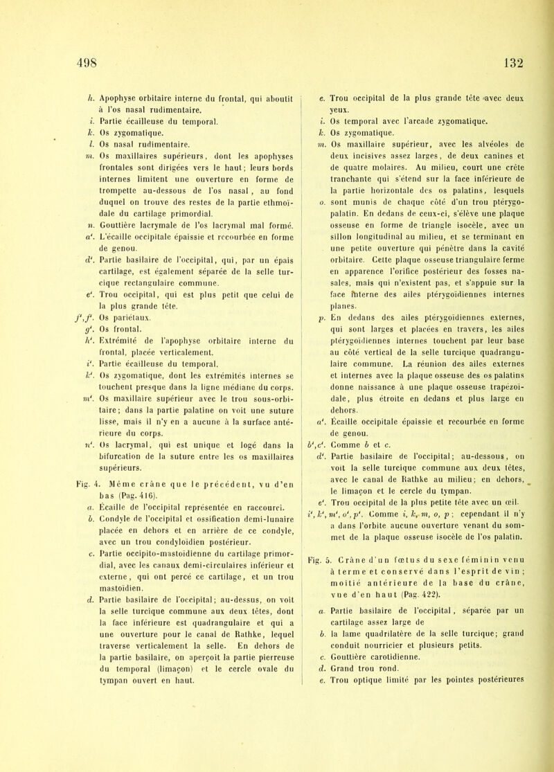 h. Apophyse orbitaire interne du frontal, qui aboutit å l’os nasal rudimentaire. i. Partie écailleuse du temporal. Ic. Os zygomalique. 1. Os nasal rudimentaire. m. Os maxillaires supérieurs, dont les apophyses frontales sont dirigées vers le liaut ; leurs bords internes limitent une ouverture en forme de trompette au-dessous de los nasal , au fond duquel on trouve des restes de la partie ethmo'i- dale du cartilage primordial. n. Gouttiére lacrymale de l’os lacrymal mal forme. a‘. L ecaille occipitale épaissie et rccourbée en forme de genou. d‘. Partie basiiaire de l’occipilal, qui, par un épais cartilage, est égalemeni séparée de la seile lur- cique rectangulaire commnne. e‘. Trou occipital, qui est plus petit que celui de la plus grande tete. f,f. Os pariétau.v. g‘. Os frontal. h‘. Kxtrémité de l'apophyse orbitaire interne du frontal, placée verticalement. i‘. Partie écailleuse du temporal. k‘. Os zygomatique, dont les extrémités internes se touchent presque dans la ligne médiane du corps. m‘. Os maxillaire supérieur avec le trou sous-orbi- taire; dans la partie palatine on voit une suture lisse, mais il n’y en a aueune å la surface anté- rieure du corps. il'. Os lacrymal, qui est unique et logé dans la bifurcation de la suture entre les os maxillaires supérieurs. Kig. 4. Méme cråne que le précédent, vu d’en bas (Pag. 416). a. Écaille de l’occipilal représentée en raccourci. b. Condyle de l’occipital et ossification demi-lunaire placée en dehors et en arriére de ce condyle, avec un trou condylo'idien postérieur. c. Partie occipito-mastoidienne du cartilage primor- dial, avec les canaux demi-circulaires inférieur et externe, qui ont percé ce cartilage, et un trou mastoidien. d. Partie basiiaire de l’occipital; au-dessus, on voit la selle turcique commune aux deux tétes, dont la face inférieure est quadrangulaire et qui a une ouverture pour le canal de Rathke, lequel traverse verticalement la selle. En dehors de la partie basiiaire, on apercoit la partie pierreuse du temporal (limacon) et le cercle ovale du tyrapan ouvert en haut. e. Trou occipital de la plus grande tete avec deux yeux. i. Os temporal avec l’arcade zygomatique. k. Os zygomatique. 7n. Os maxillaire supérieur, avec les alvéoles de deux incisives assez larges, de deux canines et de quatre molaires. Au milieu, court une créte tranchante qui s'étend sur la face inférieure de la partie horizontale des os palatins, lesquels o. sont munis de chaque eoté d’un trou ptérygo- palatin. En dedans de ceux-ci, s'éléve une plaque osseuse en forme de triangle isocéle, avec un sillon longitudinal au milieu, et se terminant en une petite ouverture qui pénétre dans la cavité orbitaire. Cette plaque osseuse triangulaire ferme en apparence rorifice postérieur des fosses na- sales, mais qui n’existent pas, et s’appuie sur la face fhterne des ailes ptérygoidiennes internes planes. p. En dedans des ailes ptérygoidiennes externes, qni sont larges et placées en travers, les ailes ptérygoidiennes internes touchent par leur base au coté vertical de la selle turcique quadrangu- laire commune. La réunion des ailes externes et internes avec la plaque osseuse des os palatins donne naissance å une plaque osseuse trapézoi- dale, plus étroite en dedans et plus large en dehors. a‘. Écaille occipitale épaissie et recourbée en forme de genou. b‘,c‘. Comme b et c. d‘. Partie basiiaire de Poccipital; au-dessous, on voit la selle turcique commune aux deux tetes, avec le canal de Rathke au milieu; en dehors, le limagon et le cercle du tympan. e'. Trou occipital de la plus petite tete avec un æil. i‘,k',m‘, u‘,p‘. Gomme i, k, m, o, p; cependant il n’y a dans l’orbite aueune ouverture venant du som- met de la plaque osseuse isocéle de l’os palatin. Fig. 5. Cråne d’un fætusdusexefémininvenu å terme et conservé dans l’espritdevin; moitié antérieure de la base du cråne, vue d'en haut (Pag. 422). a. Partie basiiaire de l’occipital, séparée par un cartilage assez large de b. la lame quadrilatére de la selle turcique; grand conduit nourricier et plusieurs petits. c. Gouttiére carotidienne. d. Grand trou rond. e. Trou optique limité par les pointes postérieures