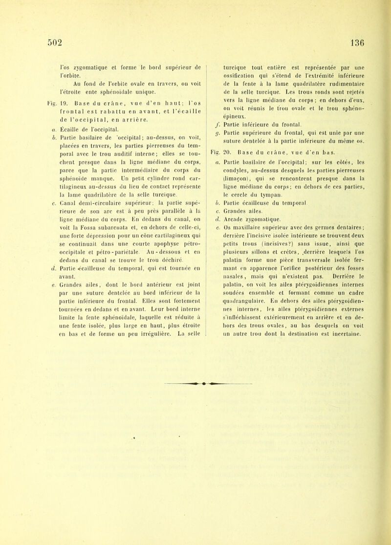 l'os zygomatique et forme le bord siipérieur de l'orbite. Au fond de l'orbite ovale en travers, on voit l'étroite ente sphénoidale unique. Kig. 19. Ba se d u crfui e , vue d’en baut; l'os frontal est rabattu en avaut, et l'écaille de l’occipital, en arriére. a. Écaille de l'occipital. h. Parlie basilaire de 'occipital; au-dessus, on voit, placées en travers, les parties pierreuses du tem- poral avec le trou auditif interne; elles se tou- chent presque dans la ligne médiane du corps, parce que la parlie intermédiaire du corps du spliénoide manque. Un petit cylindre rond car- tilagineux au-dessus du lieu de contact représenle la lame quadrilatére de la sclle turcique. c. Canal demi-circulaire supérieur; la partie supé- rieure de son arc est å peu pres paralléle ii la ligne médiane du corps. En dedans du canal, on voit la Fossa subarciiata et, en dehors de celle-ci, uiie forte depression pour un cone cartilagineux qui se continuait dans une courte apophyse pétro- occipitale et pétro-pariétale. Au-dessous et en dedans du canal se trouve le trou déchiré. d. Partie ■écailleuse du temporal, qui est tonrnée en avant. e. Grandes ailes, dont le bord antérieur est joint par une suture dentelée au bord inférieur de la partie inférieure du frontal. Elles sont forlemenl tournées en dedans et en avant. Leur bord interne limite la fenle sphénoidale, laquelle est réduile å \ une fente isolée, plus large en haut, plus étroite j en bas et de forme un peu irréguliére. La selle \ turcique tout entiére est représentée par une ossification qui s'étend de l'extrémité inférieure de la fente å la lame quadrilatére rudimentaire de la selle turcique. Les trous ronds sont rejetés vers la ligne médiane du corps; en dehors d'eux, on voit réunis le trou ovale et le trou sphéno- épineux. /. Partie inférieure du frontal. Partie supérieure du frontal, qui est unie par une suture dentelée å la partie inférieure du méme os. Kig. 20. Base du c rane, vue d'en bas. a. Partie basilaire de l'occipital; sur les colés, les condyles, au-dessus desqucls les parties pierreuses (limapon), qui se rencontrent presque dans la ligne médiane du corps; en deliors de ces parties, le cercie du tympan. h. Parlie écailleuse du temporal c. Grandes ailes. d. Arcade zygomatique. e. Os maxillaire supérieur avec des germes dentaires; derriére l'incisive isolée intérieure se trouventdeux petits trous (incisives'?) sans issue, ainsi que plusieurs sillons et crétes, .derriére lesquels l'os palatin forme une piéce transversale isolée fer- mant en apparence l'orlfice postérieur des fosses nasales, mais qui n'existent pas. Derriére le palatin, on voit les ailes ptérygo'idiennes internes soudées ensemble et formant comme un cadre quadrangulaire. En dehors des ailes ptérygoidien- nes internes, les ailes plérygoidiennes externes s'infléchissent extérieurement en arriére et en de- hors des trous ovales, au bas desqucls on voit un autre trou dont la destination est incertaine.