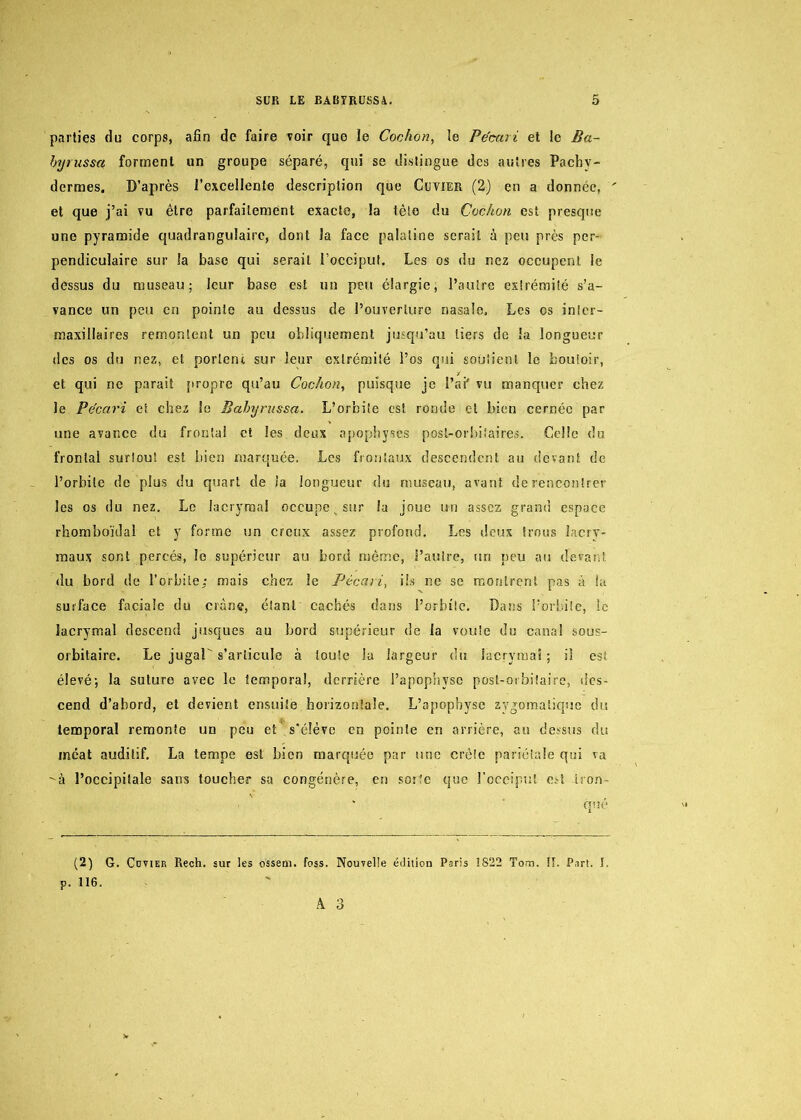 parties du corps, afin de faire voir que le Cochon, le Pécari et le Ba- byrussa: forment un groupe séparé, qui se distingue des autres Pachy- dermes. D’après l'excellente description que Cuvier (2) en a donnée, et que j’ai vu être parfaitement exacte, la tête du Cochon est presque une pyramide quadrangulairc, dont la face palatine serait à peu près per- pendiculaire sur la base qui serait l’occiput. Les os du nez occupent le dessus du museau; leur base est un peu élargie, l’autre extrémité s’a- vance un peu en pointe au dessus de l’ouverture nasale. Les es inter- maxillaires remontent un peu obliquement jusqu’au tiers de la longueur des os du nez, et portent sur leur extrémité l’os qui soutient le boutoir, et qui ne parait propre qu’au Cochon, puisque je l’ai' vu manquer chez le Pécari et chez le Bahyrussa. L’orbite est ronde et bien cernée par une avance du frontal et les deux apophyses post-orbitaires. Celle du frontal surtout est bien marquée, Les frontaux descendent au devant de l’orbite de plus du quart de la longueur du museau, avant, de rencontrer les os du nez. Le lacrymal occupe v sur la joue un assez grand espace rhomboïdal et y forme un creux assez profond. Les deux trous lacry- maux sont percés, le supérieur au bord même, l’autre, un peu au devant du bord de l’orbite; mais chez le Pécari, ils ne se montrent pas à lu surface faciale du cran®, étant cachés dans l’orbite. Dans l’orbite, le lacrymal descend jusques au bord supérieur de la voûte du canal sous- orbitaire. Le jugaP s’articule à toute la largeur du lacrymal ; il est élevé; la suture avec le temporal, derrière l’apophyse post-orbitaire, des- cend d’abord, et devient ensuite horizontale. L’apophyse zygomatique du temporal remonte un peu et s’élève en pointe en arrière, au dessus du méat auditif. La tempe est bien marquée par une crête pariétale qui va -à l’occipitale sans toucher sa congénère, en sorte que l’occiput est tron- qué (2) G. Covier Rech. sur tes ossem. foss. Nouvelle édition Paris 1822 Tons. IL Part. I. p. 116.