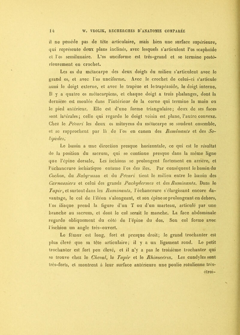 il ne possède pas de iête articulaire, mais bien une surface supérieure, qui représente deux plans inclinés, avec lesquels s’articulent l’os scaphoïde et l’os semiîunaire. L’os unciforme est très-grand et se termine posté- rieurement en crochet. Les os du métacarpe des deux doigts du milieu s’articulent avec le grand os, et avec l’os unciforme. Avec le crochet de celui-ci s’articule aussi le doigt externe, et avec le trapèze et le trapézoïde, le doigt interne. Il y a quatre os métacarpiens, et chaque doigt a trois phalanges, dont la dernière est moulée dans l’intérieur de la corne qui termine la main on le pied antérieur. Elle est d’une forme triangulaire; deux de ses faces sont latérales; celle qui regarde le doigt voisin est plane, l’autre convexe. Chez le Pécari les deux os mitoyens du métacarpe se soudent ensemble, et se rapprochent par là do l'os en canon des Ruminants et des So- lip'edes. Le bassin a une direction presque horizontale, ce qui est le résultat de la position du sacrum, qui se continue presque dans la même ligne que l’épine dorsale. Les ischions se prolongent fortement en arrière, et l’échancrure ischiatique entame l’os des iîes. Par conséquent le bassin du Cochon, du Babyrussa et du Pécari tient le milieu entre le bassin des Carnassiers et celui des grands Pachydermes et des Ruminants. Dans le Tapir, et surtout dans les Ruminants, l’échancrure s’élargissant encore da- vantage, le col de l’iléon s’alongeant, et son épine se prolongeant en dehors, l’os iliaque prend la figure d’un T ou d’un marteau, articulé par uno branche au sacrum, et dont le col serait le manche. La face abdominale regarde obliquement du côté de l’épine du dos. Son col forme avec l’ischion un angle très-ouvert. Le fémur est long, fort et presque droit; le grand trochanter est plus élevé que sa tète articulaire; il y a un ligament rond. Le petit trochanter est fort peu élevé, et il n’y a pas le troisième trochanter qui se trouve chez le Cheval, le Tapir et le Rhinocéros,. Les condyles sont très-forts, et montrent à leur surface antérieure une poulie rotulienne très- étroi-