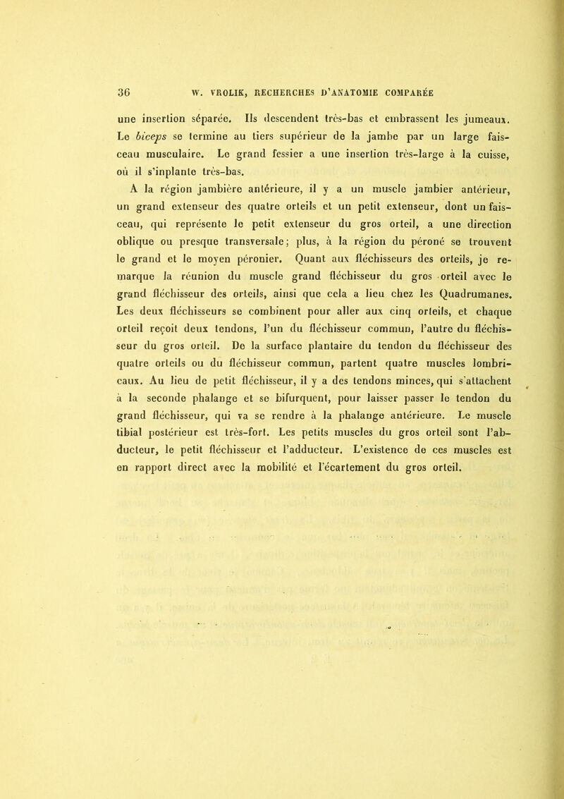 une inserlion séparée. Ils descendent très-bas et embrassent les jumeaux. Le biceps se termine au tiers supérieur de la jambe par un large fais- ceau musculaire. Le grand fessier a une inserlion très-large à la cuisse, où il s’inplanle très-bas. A la région jambière antérieure, il y a un muscle jambier antérieur, un grand extenseur des quatre orteils et un petit extenseur, dont un fais- ceau, qui représente le petit extenseur du gros orteil, a une direction oblique ou presque transversale; plus, à la région du péroné se trouvent le grand et le moyen péronier. Quant aux fléchisseurs des orteils, je re- marque la réunion du muscle grand fléchisseur du gros orteil avec le grand fléchisseur des orteils, ainsi que cela a lieu chez les Quadrumanes. Les deux fléchisseurs se combinent pour aller aux cinq orteils, et chaque orteil reçoit deux tendons, l’un du fléchisseur commun, l’autre du fléchis- seur du gros orteil. De la surface plantaire du tendon du fléchisseur des quatre orteils ou du fléchisseur commun, partent quatre muscles lombri- caux. Au lieu de petit fléchisseur, il y a des tendons minces, qui s’attachent à la seconde phalange et se bifurquent, pour laisser passer le tendon du grand fléchisseur, qui va se rendre à la phalange antérieure. Le muscle tibial postérieur est très-fort. Les petits muscles du gros orteil sont l’ab- ducteur, le petit fléchisseur et l’adducteur. L’existence de ces muscles est en rapport direct avec la mobilité et l’écartement du gros orteil.