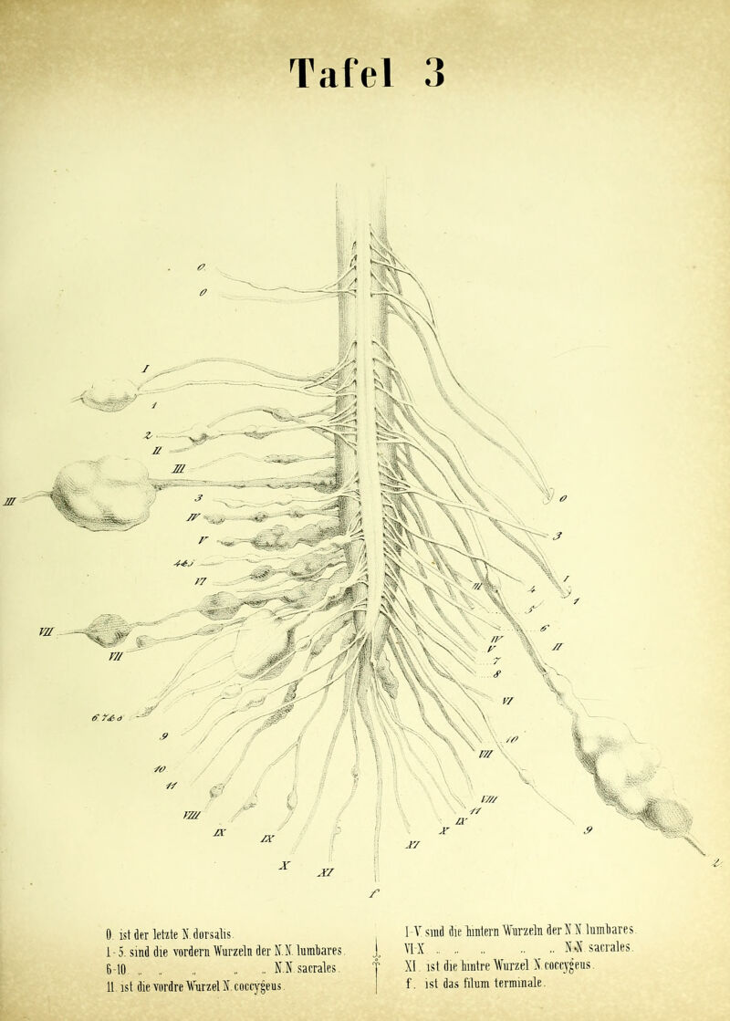 Tafel 3 0. ist der letzte N.dorsalis. 1-5. sind die vordem Wurzeln der NI. lumliares. 6-10. N.N. sacrales. 11 ist die vordre Wurzel I. coccygeus I V sind die lnntern Wurzeln der NI lumOares VIX .. .. .. H.sacrales. XI ist die hnitre Wurzel X coccygeus f. ist das filum terminale.