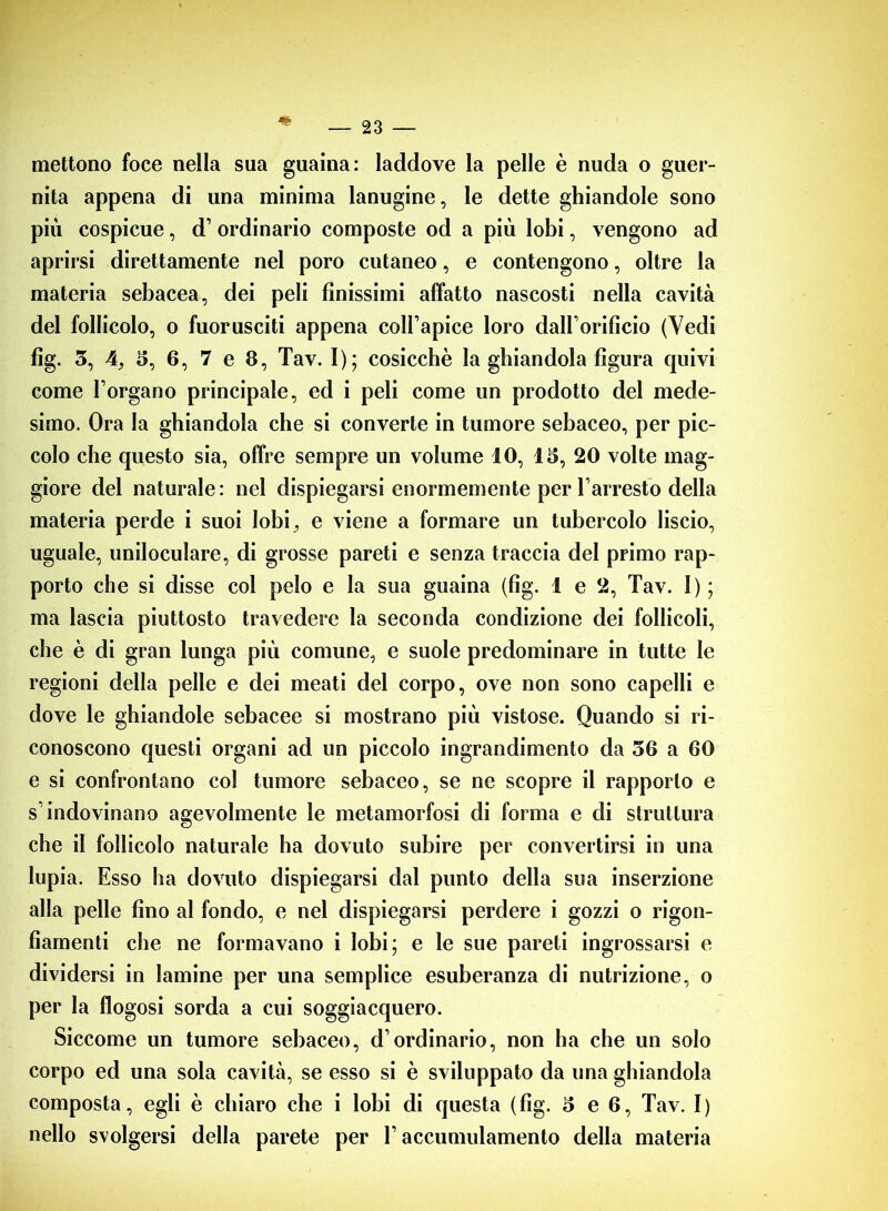 * mettono foce neila sua guaina: laddove la pelle è nuda o guer- nita appena di una minima lanugine, le dette ghiandole sono più cospicue, d’ ordinario composte od a più lobi, vengono ad aprirsi direttamente nel poro cutaneo, e contengono, oltre la materia sebacea, dei peli finissimi affatto nascosti nella cavità del follicolo, o fuorusciti appena coll’apice loro dall’orificio (Vedi fig. 3, 4, 5, 6, 7 e 8, Tav. I); cosicché la ghiandola figura quivi come l’organo principale, ed i peli come un prodotto del mede- simo. Ora la ghiandola che si converte in tumore sebaceo, per pic- colo che questo sia, offre sempre un volume IO, 13, 20 volte mag- giore del naturale: nel dispiegarsi enormemente per l’arresto della materia perde i suoi lobi ^ e viene a formare un tubercolo liscio, uguale, uniloculare, di grosse pareti e senza traccia del primo rap- porto che si disse col pelo e la sua guaina (fig. 1 e 2, Tav. 1); ma lascia piuttosto travedere la seconda condizione dei follicoli, che è di gran lunga più comune, e suole predominare in tutte le regioni della pelle e dei meati del corpo, ove non sono capelli e dove le ghiandole sebacee si mostrano più vistose. Quando si ri- conoscono questi organi ad un piccolo ingrandimento da 56 a 60 e si confrontano col tumore sebaceo, se ne scopre il rapporto e s’indovinano agevolmente le metamorfosi di forma e di struttura che il follicolo naturale ha dovuto subire per convertirsi in una lupia. Esso ha dovuto dispiegarsi dal punto della sua inserzione alla pelle fino al fondo, e nel dispiegarsi perdere i gozzi o rigon- fiamenti che ne formavano i lobi; e le sue pareti ingrossarsi e dividersi in lamine per una semplice esuberanza di nutrizione, o per la flogosi sorda a cui soggiacquero. Siccome un tumore sebaceo, d’ordinario, non ha che un solo corpo ed una sola cavità, se esso si è sviluppato da una ghiandola composta, egli è chiaro che i lobi di questa (fig. 5 e 6, Tav. I) nello svolgersi della parete per l’accumulamento della materia