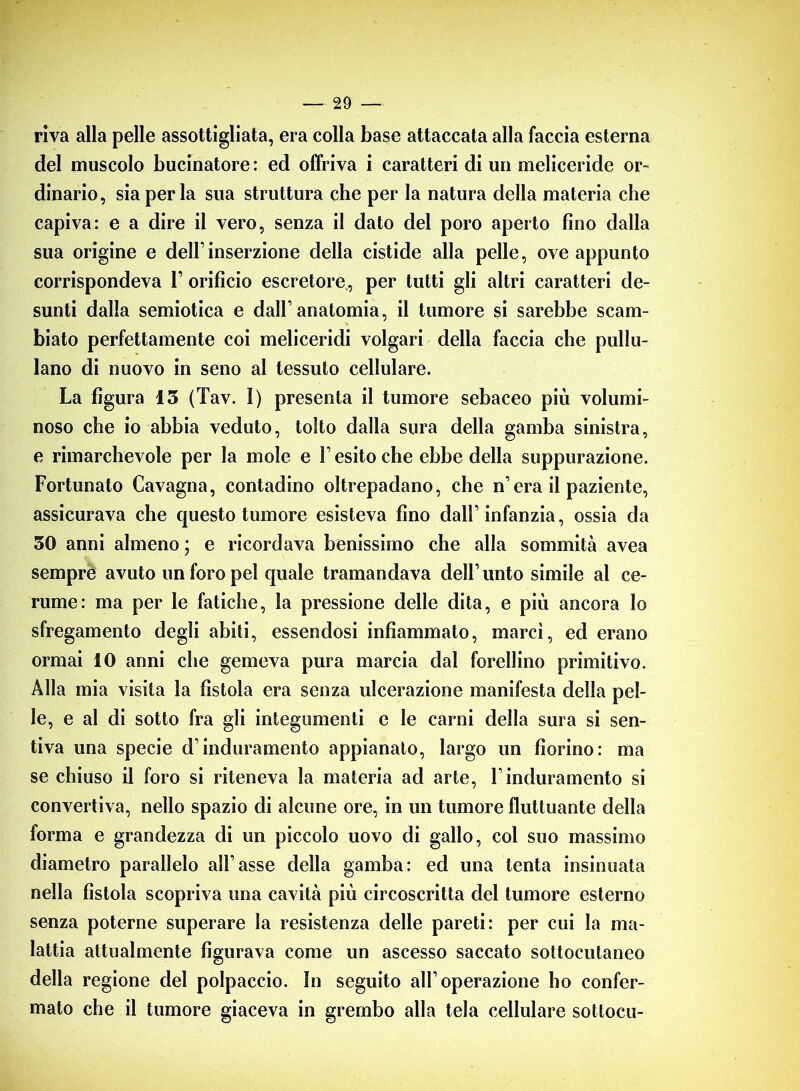 riva alla pelle assottigliata, era colla base attaccata alla faccia esterna del muscolo bucinatore : ed offriva i caratteri di un meliceride or- dinario, sia perla sua struttura che per la natura della materia che capiva: e a dire il vero, senza il dato del poro aperto fino dalla sua origine e dell’inserzione della cistide alla pelle, ove appunto corrispondeva 1’ orificio escretore, per tutti gli altri caratteri de- sunti dalla semiotica e dall’anatomia, il tumore si sarebbe scam- biato perfettamente coi meliceridi volgari della faccia che pullu- lano di nuovo in seno al tessuto cellulare. La figura 13 (Tav. 1) presenta il tumore sebaceo più volumi- noso che io abbia veduto, tolto dalla sura della gamba sinistra, e rimarchevole per la mole e F esito che ebbe della suppurazione. Fortunato Cavagna, contadino oltrepadano, che n’era il paziente, assicurava che questo tumore esisteva fino dall1 infanzia, ossia da 30 anni almeno ; e ricordava benissimo che alla sommità avea sempre avuto un foro pel quale tramandava dell1 unto simile al ce- rume: ma per le fatiche, la pressione delle dita, e più ancora Io sfregamento degli abiti, essendosi infiammato, marcì, ed erano ormai 10 anni che gemeva pura marcia dal forellino primitivo. Alla mia visita la fistola era senza ulcerazione manifesta della pel- le, e al di sotto fra gli integumenti e le carni della sura si sen- tiva una specie d1 induramento appianato, largo un fiorino: ma se chiuso il foro si riteneva la materia ad arte, Finduramento si convertiva, nello spazio di alcune ore, in un tumore fluttuante della forma e grandezza di un piccolo uovo di gallo, col suo massimo diametro parallelo all’asse della gamba: ed una tenta insinuata nella fistola scopriva una cavità più circoscritta del tumore esterno senza poterne superare la resistenza delle pareti: per cui la ma- lattia attualmente figurava come un ascesso saccato sottocutaneo della regione del polpaccio. In seguito all’operazione ho confer- mato che il tumore giaceva in grembo alla tela cellulare sottocu-
