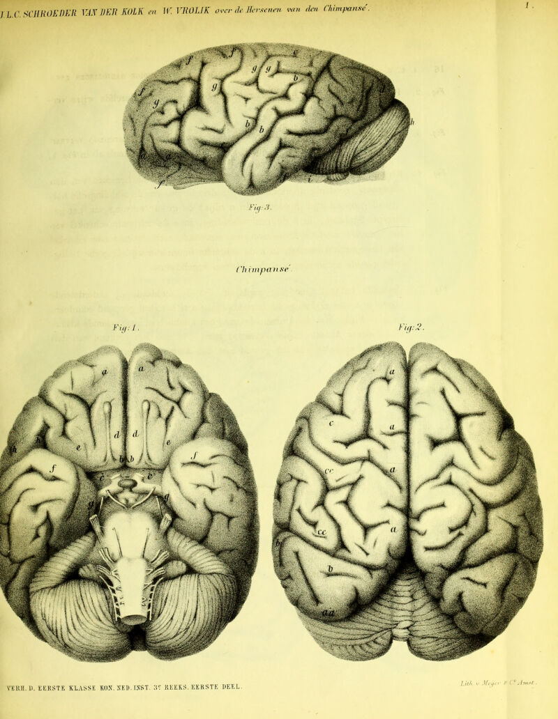 J L C SCHROK DER VANHER KOLK e.n W VROUK over de Hersenen van den (lampanne . VKKH.li. EERSTE KLASSE KON. NEB.ISST. .'5'.' REEKS. EERSTE HEEL. Fiij: .y, (‘himpanse