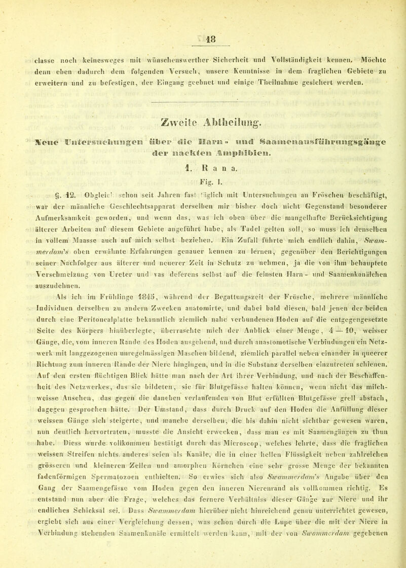 classe noch keinesweges mit wünsclienswerther Siclierlieit und Vollständigkeit kennen. Möchte denn eben dadurch dem folgenden Versuch, unsere Kenntnisse in dem fraglichen Gebiete zu erweitern und zu befestigen, der Eingang geebnet und einige Theilnahme gesichert werden. Zweite ÄMheiluijg. Itfciie UBst'ePSM'cisiaaBgen «He ISaraa =■ und SaamenausfuhFuaigsgäaig'e der Eiacliteaa 1. Ran a. Fig. I. §. 12. Obgleich sclion seit Jahren fast täglich mit Untersuchungen an Fröschen beschäftigt, war der männliche Geschlechtsapparat derselben mir bisher doch nicht Gegenstand besonderer Aufmerksamkeit geworden, und wenn das, was ich oben über die mangelhafte Berücksichtigung älterer Arbeiten auf diesem Gebiete angeführt habe, als Tadel gelten soll, so muss ich denselben in vollem Maasse auch auf mich selbst beziehen. Ein Zufall führte mich endlich dabin, Swam- merdani’s oben erwähnte Erfahrungen genauer kennen zu lernen, gegenüber den Berichtigungen seiner Nachfolger aus älterer und neuerer Zeit in Schutz zu nehmen, ja die von ihm behauptete Verschmelzung von Ureter und vas deferens selbst auf die feinsten Harn- und Saamenkanälchen auszudehuen. Als ich im Friihlinge 1845, während der Begatlungszeit der Frösche, mehrere männliche Individuen derselben zu andern Zwecken anatomirte, und dabei bald diesen, bald jenen der beiden durch eine Peritonealplatte bekanntlich ziemlich nahe verbundenen Hoden auf die entgegengesetzte Seite des Körpers hinüberlegte, überraschte mich der Anblick einer Menge, 4 — 10, weisser Gänge, die, vom inneren Bande des Hoden ausgehend, und durch anastomotische Verbindungen ein Netz- werk mit langgezogeneil unregelmässigen Maschen bildend, ziemlich parallel neben einander in queerer Richtung zum inneren Bande der Niere hingingen, und in die Substanz derselben einzutreten schienen. Auf den ersten flüchtigen Blick hätte mail nach der Art ihrer Verbindung, und nach der Beschaffen- heit des Netzwerkes, das sic bildeten, sie für Blutgefässe halten können, wenn nicht das milch- weisse Ansehen, das gegen die daneben verlaufenden von Blut erfüllten Blutgefässe grell abstach, dagegen gesprochen hätte. Der Umstand, dass durch Druck auf den Hoden die Anfüllung1 dieser weissen Gänge sich steigerte, und manche derselben, die bis dabin nicht sichtbar gewesen waren, nun deutlich hervortraten, musste die Ansicht erwecken, dass man es mit Saamengängen zu thun habe. Diess wurde vollkommen bestätigt durch das Microscop, welches lehrte, dass die fraglichen weissen Streifen nichts anderes seien als Kanäle, die in einer hellen Flüssigkeit neben zahlreichen grösseren und kleineren Zellen und amorphen Körnchen eine sehr grosse Menge der bekannten fadenförmigen Spcrmatozoen enthielten. So erwies sich also Steinum er dam s Angabe über den Gang der Saamengefässe vom Hoden gegen den inneren Nierenrand als vollkommen richtig. Es entstand nun aber die Frage, welches das fernere Verbältniss dieser Gänge zur Niere und ihr endliches Schicksal sei. Dass Swammerdam hierüber nicht hinreichend genau unterrichtet gewesen, ergiebt sich aus einer Vergleichung dessen, was sclion durch die Lupe über die mit der Niere in Verbindung stehenden Saamenkanäle ermittelt werden kann, mit der von Swammerdam gegebenen