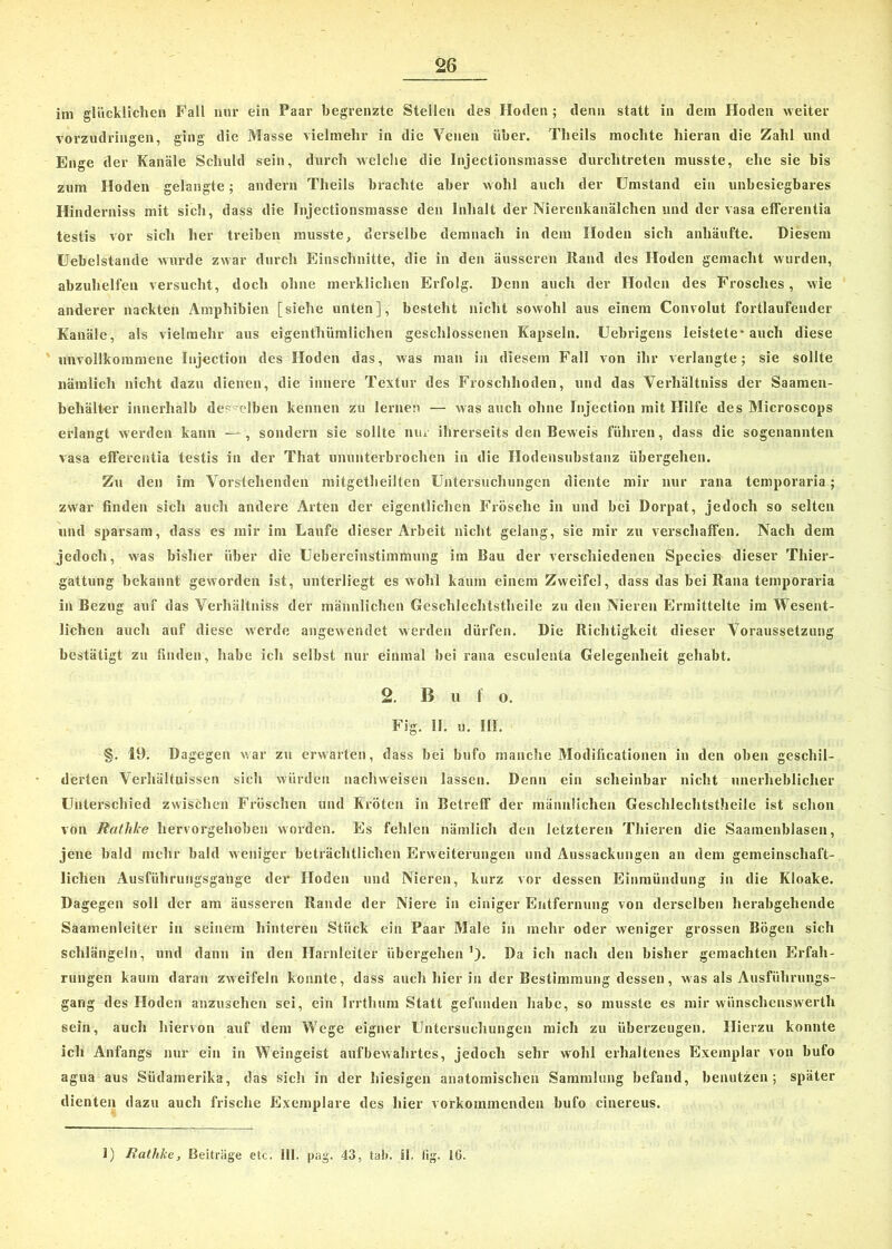 im glücklichen Fall nur ein Paar begrenzte Stellen des Hoden ; denn statt in dem Hoden weiter vorzudringen, ging die Masse vielmehr in die Venen über. Tlieils mochte hieran die Zahl und Enge der Kanäle Schuld sein, durch welche die Injectionsmasse durchtreten musste, ehe sie bis zum Hoden gelangte; andern Tlieils brachte aber wohl auch der Umstand ein unbesiegbares Hinderniss mit sich, dass die Injectionsmasse den Inhalt der Nierenkanälchen und der vasa efferentia testis vor sich her treiben musste, derselbe demnach in dem Hoden sich anhäufte. Diesem Uebelstande wurde zwar durch Einschnitte, die in den äusseren Hand des Hoden gemacht wurden, abzuhelfen versucht, doch ohne merklichen Erfolg. Denn auch der Hoden des Frosches, wie anderer nackten Amphibien [siehe unten], besteht nicht sowohl aus einem Convolut fortlaufender Kanäle, als vielmehr aus eigentümlichen geschlossenen Kapseln. Uebrigens leistete* auch diese unvollkommene Injection des Hoden das, was man in diesem Fall von ihr verlangte; sie sollte nämlich nicht dazu dienen, die innere Textur des Froschhoden, und das Verhältnis der Saamen- beliälter innerhalb desselben kennen zu lernen — was auch ohne Injection mit Hilfe des Microscops erlangt werden kann —, sondern sie sollte nur ihrerseits den Beweis führen, dass die sogenannten vasa efferentia testis in der That ununterbrochen in die Hodensubstanz übergehen. Zu den im Vorstehenden mitgetheiJten Untersuchungen diente mir nur rana temporaria; zwar finden sich auch andere Arten der eigentlichen Frösche in und bei Dorpat, jedoch so selten und sparsam, dass es mir im Laufe dieser Arbeit nicht gelang, sie mir zu vei’schaffen. Nach dein jedoch, was bisher über die Uebereinstimmung im Bau der verschiedenen Species dieser Thier- gattung bekannt geworden ist, unterliegt es wohl kaum einem Zweifel, dass das bei Rana temporaria in Bezug auf das Verhältniss der männlichen Geschlechlstheile zu den Nieren Ermittelte im Wesent- lichen auch auf diese werde angewendet werden dürfen. Die Richtigkeit dieser Voraussetzung bestätigt zu finden, habe ich selbst nur einmal bei rana esculcnta Gelegenheit gehabt. 2. ß u I o. Fig. 11. u. III. §. 19. Dagegen war zu erwarten, dass bei bufo manche Moditicationen in den oben geschil- derten Verhältnissen sich würden nachweisen lassen. Denn ein scheinbar nicht unerheblicher Unterschied zwischen Fröschen und Kröten in Betreff der männlichen Geschlechtstheile ist schon von Ratlike hervorgehoben worden. Es fehlen nämlich den letzteren Thieren die Saamenblasen, jene bald mehr bald w eniger beträchtlichen Erweiterungen und Aussackungen an dem gemeinschaft- lichen Ausführungsgahge der Hoden und Nieren, kurz vor dessen Einmündung in die Kloake. Dagegen soll der am äusseren Rande der Niere in einiger Entfernung von derselben herabgehende Saamenleiter in seinem hinteren Stück ein Paar Male in mehr oder weniger grossen Bögen sich schlängeln, und dann in den Harnleiter übergehen1). Da ich nach den bisher gemachten Erfah- rungen kaum daran zweifeln konnte, dass auch hier in der Bestimmung dessen, was als Ausführungs- gang des Hoden anzusehen sei, ein Irrthum Statt gefunden habe, so musste es mir wünschenswerth sein, auch hiervon auf dem Wege eigner Untersuchungen mich zu überzeugen. Hierzu konnte ich Anfangs nur ein in Weingeist auf bewahrtes, jedoch sehr wohl erhaltenes Exemplar von bufo agua aus Südamerika, das sich in der hiesigen anatomischen Sammlung befand, benutzen; später dienten dazu auch frische Exemplare des hier vorkommenden bufo cinereus. 1) Rathke, Beiträge etc. III. pag. 43, tab. U. fig. 16.