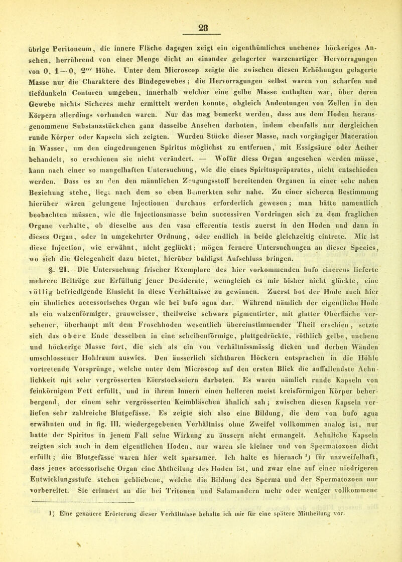 übrige Peritoneum, die innere Fläche dagegen zeigt ein eigentümliches unebenes höckeriges An- sehen, herrührend von einer Menge dicht an einander gelagerter warzenartiger Hervorragungen von 0, 1 — 0, 2' Höhe. Unter dem Microscop zeigte die zwischen diesen Erhöhungen gelagerte Masse nur die Charaktere des Bindegewebes ; die Hervorragungen selbst waren von scharfen, und tiefdunkeln Conturen umgeben, innerhalb welcher eine gelbe Masse enthalten war, über deren Gewebe nichts Sicheres mehr ermittelt werden konnte, obgleich Andeutungen von Zellen in den Körpern allerdings vorhanden waren. Nur das mag bemerkt werden, dass aus dem Hoden heraus- genommene Substanzstückchen ganz dasselbe Ansehen darboten, indem ebenfalls nur dergleichen runde Körper oder Kapseln sich zeigten. Wurden Stücke dieser Masse, nach vorgängiger Maceration in Wasser, um den eingedrungenen Spiritus möglichst zu entfernen, mit Essigsäure oder Aether behandelt, so erschienen sie nicht verändert. — Wofür diess Organ angesehen werden müsse, kann nach einer so mangelhaften Untersuchung, wie die eines Spirituspräparates, nicht entschieden werden. Dass es zu den den männlichen ZougungsstofF bereitenden Organen in einer sehr nahen Beziehung stehe, liegt nach dem so eben Bemerkten sehr nahe. Zu einer sicheren Bestimmung hierüber wären gelungene Injectionen durchaus erforderlich gewesen; man hätte namentlich beobachten müssen, wie die Injectionsmasse beim successiven Vordringen sich zu dem fraglichen Organe verhalte, ob dieselbe aus den vasa efferentia testis zuerst in den Hoden und dann in dieses Organ, oder in umgekehrter Ordnung, oder endlich in beide gleichzeitig eintrete. Mir ist diese Injection, wie erwähnt, nicht geglückt; mögen fernere Untersuchungen an dieser Species, wo sich die Gelegenheit dazu bietet, hierüber baldigst Aufschluss bringen. §. 2i. Die Untersuchung frischer Exemplare des hier vorkommendeu bufo cinereus lieferte mehrere Beiträge zur Erfüllung jener Desiderate, wenngleich es mir bisher nicht glückte, eine völlig befriedigende Einsicht in diese Verhältnisse zu gewinnen. Zuerst bot der Hode auch hier ein ähnliches accessorisclxes Organ wie bei bufo agua dar. Während nämlich der eigentliche Hode als ein walzenförmiger, grauweisser, theilweise schwarz pigmentirter, mit glatter Oberfläche ver- sehener, überhaupt mit dem Froschhoden wesentlich übereinstimmender Theil erschien, setzte sich das obere Ende desselben in eine scheibenförmige, plattgedrückte, röthlich gelbe, unebene und höckerige Masse fort, die sich als ein von verhältnissmässig dicken und derben Wänden umschlossener Hohlraum auswies. Den äusserlich sichtbaren Höckern entsprachen in die Höhle vortretende Vorsprünge, welche unter dem Microscop auf den ersten Blick die auffallendste Aehn- lichkeit mit sehr vergrösserten Eierstockseiern darboten. Es waren nämlich runde Kapseln von feinkörnigem Fett erfüllt, und in ihrem Innern einen helleren meist kreisförmigen Körper beher- bergend, der einem sehr vergrösserten Keimbläschen ähnlich sah; zwischen diesen Kapseln ver- liefen sehr zahlreiche Blutgefässe. Es zeigte sich also eine Bildung, die dem von bufo agua erwähnten und in fig. UI. wiedergegebenen Verhältnis ohne Zweifel vollkommen analog ist, nur hatte der Spiritus in jenem Fall seine Wirkung zu äussern nicht ermangelt. Aehnliche Kapseln zeigten sich auch in dem eigentlichen Hoden, nur waren sie kleiner und von Spermatozoen dicht erfüllt; die Blutgefässe waren hier weit sparsamer. Ich halte es hiernach1) für unzweifelhaft, dass jenes accessorische Organ eine Abtheilung des Hoden ist, und zwar eine auf einer niedrigeren Entwicklungsstufe stehen gebliebene, welche die Bildung des Sperma und der Spermatozoen nur vorbereitet. Sie erinnert an die bei Tritonen und Salamandern mehr oder weniger vollkommene 1) Eine genauere Erörterung dieser Verhältnisse behalte ich mir für eine spätere Mittheilung vor. N