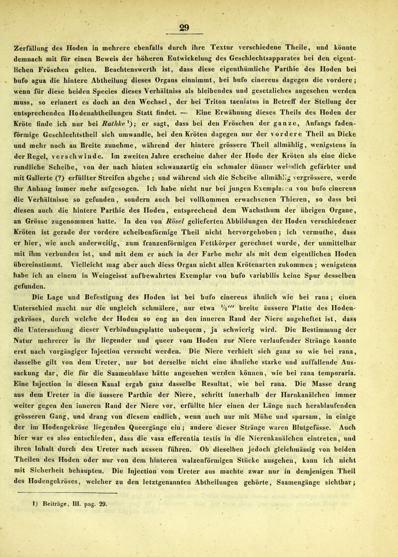 Zerfällung des Hoden in mehrere ebenfalls durch ihre Textur verschiedene Theile, und könnte demnach mit für einen Beweis der höheren Entwickelung des Geschlechtsapparates bei den eigent- lichen Fröschen gelten. Beachtenswert ist, dass diese eigentümliche Partie des Hoden bei bufo agua die hintere Abteilung dieses Organs einnimmt, bei bufo cinereus dagegen die vordere ; wenn für diese beiden Species dieses Verhältnis als bleibendes und gesetzliches angesehen werden muss, so erinnert es doch an den Wechsel, der bei Triton taeniatus in Betreff der Stellung der entsprechenden Hodenabtheilungen Statt findet. — Eine Erwähnung dieses Theils des Hoden der Kröte finde ich nur bei Rathke1')-, er sagt, dass bei den Fröschen der ganze, Anfangs faden- förmige Geschlechtsteil sich umwandle, bei den Kröten dagegen nur der vordere Theil an Dicke und mehr noch an Breite zunehme, während der hintere grössere Theil allmählig, wenigstens in der Regel, verschwinde. Im zweiten Jahre erscheine daher der Hode der Kröten als eine dicke rundliche Scheibe, von der nach hinten schwauzartig ein schmaler dünner weidlich gefärbter und mit Gallerte (?) erfüllter Streifen abgehe ; und während sich die Scheibe allmählig vergrössere, werde ihr Anhang immer mehr aufgesogen. Ich habe nicht nur bei jungen Exemplaren von bufo cinereus die Verhältnisse so gefunden, sondern auch bei vollkommen erwachsenen Thieren, so dass bei diesen auch die hintere Partie des Hoden, entsprechend dem Wachstum der übrigen Organe, an Grösse zugenommen hatte. In den von Rösel gelieferten Abbildungen dev Hoden verschiedener Kröten ist gerade der vordere scheibenförmige Theil nicht hervorgehoben; ich vermute, dass er hier, wie auch anderweitig, zum franzenförmigen Fettkörper gerechnet wurde, der unmittelbar mit ihm verbunden ist, und mit dem er auch in der Farbe mehr als mit dem eigentlichen Hoden übereinstimmt. Vielleicht mag aber auch diess Organ nicht allen Krötenarten zukorameu ; wenigstens habe ich an einem in Weingeisst aufbewahrten Exemplar von bufo variabilis keine Spur desselben gefunden. Die Lage und Befestigung des Hoden ist bei bufo cinereus ähnlich wie bei rana; einen Unterschied macht nur die ungleich schmälere, nur etwa ’/V breite äussere Platte des Hoden- gekröses, durch welche der Hoden so eng an den inneren Rand der Niere angeheftet ist, dass die Untersuchung dieser Verbindungsplatte unbequem, ja schwierig wird. Die Bestimmung der Natur mehrerer in ihr liegender und queer vom Hoden zur Niere verlaufender Stränge konnte erst nach vorgängiger Injection versucht werden. Die Niere verhielt sich ganz so wie bei rana, dasselbe gilt von dem Ureter, nur bot derselbe nicht eine ähnliche starke und auffallende Aus- sackung dar, die für die Saamenblase hätte angesehen werden können, wie bei rana temporaria. Eine Injection in diesen Kanal ergab ganz dasselbe Resultat, wie bei rana. Die Masse drang aus dem Ureter in die äussere Parthie der Niere, schritt innerhalb der Harnkanälchen immer weiter gegen den inneren Rand der Niere vor, erfüllte hier einen der Länge nach herablaufenden grösseren Gang, und drang von diesem endlich, wenn auch nur mit Mühe und sparsam, in einige der im Hodengekröse liegenden Queergänge ein ; andere dieser Stränge waren Blutgefässe. Auch hier war es also entschieden, dass die vasa efferentia testis in die Nierenkanälchen eintreten, und ihren Inhalt durch den Ureter nach aussen führen. Ob dieselben jedoch gleichmässig von beiden Theilen des Hoden oder nur von dem hinteren walzenförmigen Stücke ausgehen, kann ich nicht mit Sicherheit behaupten. Die Injection vom Ureter aus machte zwar nur in demjenigen Theil des Hodengekröses, welcher zu den letztgenannten Abtheilungen gehörte, Saamengänge sichtbar; 1) Beiträge, III. pag. 29.