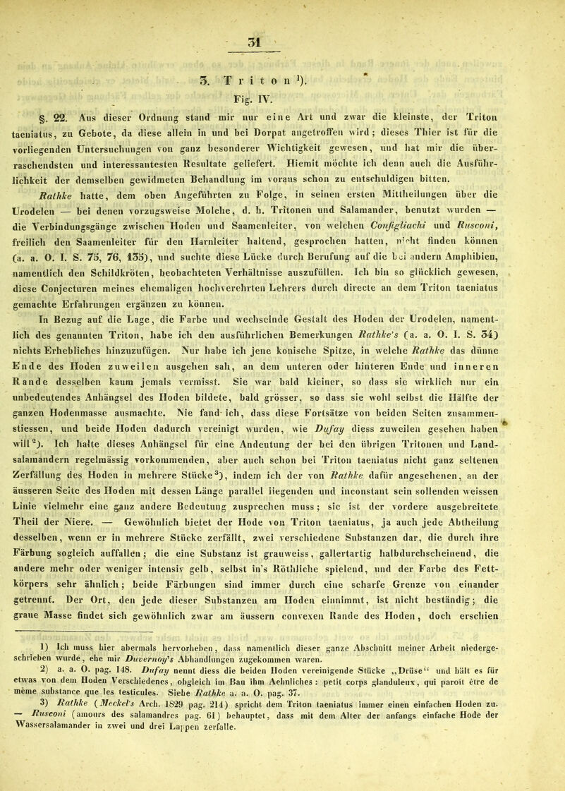 3. Triton J)- Fig. IV. §. 22, Aus dieser Ordnung stand mir nur eine Art und zwar die kleinste, der Triton taeniatus, zu Gebote, da diese allein in und bei Dorpat angetroffen wird; dieses Thier ist für die vorliegenden Untersuchungen von ganz besonderer Wichtigkeit gewesen, und hat mir die über- raschendsten und interessantesten Resultate geliefert. Hiemit möchte ich denn auch die Ausführ- lichkeit der demselben gewidmeten Behandlung im voraus schon zu entschuldigen bitten. Rathlce hatte, dem oben Angeführten zu Folge, in seinen ersten Mittheilungen über die Urodelen — bei denen vorzugsweise Molche, d. h. Trftonen und Salamander, benutzt wurden — die Verbindungsgänge zwischen Hoden und Saamenleiter, von welchen Configliachi und Rusconi, freilich den Saamenleiter für den Harnleiter haltend, gesprochen hatten, nicht finden können (a. a. O. I. S. 73, 76, 133), und suchte diese Lücke durch Berufung auf die bei andern Amphibien, namentlich den Schildkröten, beobachteten Verhältnisse auszufüllen. Ich bin so glücklich gewesen, diese Conjecturen meines ehemaligen hochverehrten Lehrers durch directe an dem Triton taeniatus gemachte Erfahrungen ergänzen zu können. In Bezug auf die Lage, die Farbe und wechselnde Gestalt des Hoden der Urodelen, nament- lich des genannten Triton, habe ich den ausführlichen Bemerkungen Rathke’s (a. a. 0. I. S. 34) nichts Erhebliches hinzuzufügen. Nur habe ich jene konische Spitze, in welche Rathlce das dünne Ende des Hoden zuweilen ausgehen sah, an dem unteren oder hinteren Ende und inneren Rande desselben kaum jemals vermisst. Sie war bald kleiner, so dass sie wirklich nur ein unbedeutendes Anhängsel des Hoden bildete, bald grösser, so dass sie wohl selbst die Hälfte der ganzen Hodenmasse ausmachte. Nie fand ich, dass diese Fortsätze von beiden Seiten zusammen- stiessen, und beide Hoden dadurch vereinigt wurden, wie Dufay diess zuweilen gesehen haben will1 2). Ich halte dieses Anhängsel für eine Andeutung der bei den übrigen Tritonen und Land- salamandern regelmässig vorkommenden, aber auch schon bei Triton taeniatus nicht ganz seltenen Zerfällung des Hoden in mehrere Stücke3), indem ich der von Rathlce dafür angesehenen, an der äusseren Seite des Hoden mit dessen Länge parallel liegenden und inconstant sein sollenden weissen Linie vielmehr eine ganz andere Bedeutung zusprechen muss ; sie ist der vordere ausgebreitete Theil der Niere. — Gewöhnlich bietet der Hode von Triton taeniatus, ja auch jede Abtheilung desselben, wenn er in mehrere Stücke zerfällt, zwei verschiedene Substanzen dar, die durch ihre Färbung sogleich auffallen; die eine Substanz ist grauweiss, gallertartig halbdurchscheinend, die andere mehr oder weniger intensiv gelb, selbst in’s Röthliche spielend, und der Farbe des Fett- körpers sehr ähnlich; beide Färbungen sind immer durch eine scharfe Grenze von einander getrennt. Der Ort, den jede dieser Substanzen am Hoden einnimmt, ist nicht beständig; die graue Masse findet sich gewöhnlich zwar am äussern convexen Rande des Hoden, doch erschien 1) Ich muss hier abermals hervorheben, dass namentlich dieser ganze Abschnitt meiner Arbeit niederge- schrieben wurde, ehe mir Duvernoy’s Abhandlungen zugekommen w’aren. 2) a. a. 0. pag. 148. Dufay nennt diess die beiden Hoden vereinigende Stücke „Drüse“ und hält es für etwas von dem Hoden Verschiedenes, obgleich im Bau ihm Aehnliches : petit corps glanduleux, qui paroit etre de meine substance que les testicules. Siehe Rathlce a. a. 0. pag. 37. 3) Rathlce (Meckel’s Arch. 1829 pag. 214) spricht dem Triton taeniatus immer einen einfachen Hoden zu. Rusconi (amours des salamandres pag. Gl) behauptet, dass mit dem Alter der anfangs einfache Hode der Wassersalamander in zwTei und drei Lappen zerfalle.