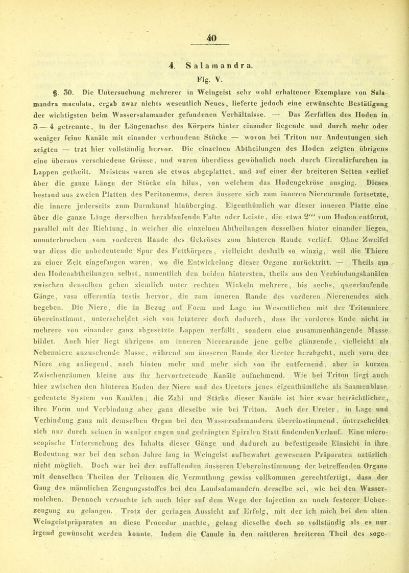 4. S a 1 a tn a n d r a. Fig. V. §. 30. Die Untersuchung mehrerer in Weingeist sehr wohl erhaltener Exemplare von Sala- mandra maculata, ergab zwar nichts wesentlich Neues, lieferte jedoch eine erwünschte Bestätigung der wichtigsten beim Wassersalamander gefundenen Verhältnisse. —- Das Zerfallen des Hoden in 3 — 4 getrennte, in der Längenachse des Körpers hinter einander liegende und durch mehr oder weniger feine Kanäle mit einander verbundene Stücke — wovon bei Triton nur Andeutungen sich zeigten — trat hier vollständig hervor. Die einzelnen Abtheilungen des Hoden zeigten übrigens eine überaus verschiedene Grösse, und waren iiberdiess gewöhnlich noch durch Circulärfurchen in Lappen getheilt. Meistens waren sie etwas abgeplattet, und auf einer der breiteren Seiten verlief über die ganze Länge der Stücke ein hilus, von welchem das Hodengekröse ausging. Dieses bestand aus zweien Platten des Peritoneums, deren äussere sich zum inneren Nierenrande fortsetzte, die innere jederseits zum Darmkanal hinüberging. Eigenthümlich war dieser inneren Platte eine über die ganze Länge derselben herablaufende Falte oder Leiste, die etwa 2' vom Hoden entfernt, parallel mit der Richtung, in welcher die einzelnen Abtheilungen desselben hinter einander liegen, ununterbrochen vom vorderen Rande des Gekröses zum hinteren Rande verlief. Ohne Zweifel war diess die unbedeutende Spur des Fettkörpers, vielleicht deshalb so winzig, weil die Thiere zu einer Zeit eingefangen waren, wo die Entwickelung dieser Organe zurücktritt. — Theils aps den Hodenabtheilungen selbst , namentlich den beiden hintersten, theils aus den Verbindungskanälen zwischen denselben gehen ziemlich unter rechten Winkeln mehrere, bis sechs, queerlaufende Gänge, vasa efferentia testis hervor, die zum inneren Rande des vorderen Nierenendes sich begeben. Die Niere, die in Bezug auf Form und Lage im Wesentlichen mit der Tritonniere übereinstimmt, unterscheidet sich von letzterer doch dadurch, dass ihr vorderes Ende nicht in mehrere von einander ganz abgesetzte Lappen zerfällt, sondern eine zusammenhängende Masse bildet. Auch hier liegt übrigens am inneren Nierenrande jene gelbe glänzende, vielleicht als Nebenniere anzusehende Masse, während am äusseren Rande der Ureter herabgeht, nach vorn der Niere eng anliegend, nach hinten mehr und mehr sich von ihr entfernend, aber in kurzen Zwischenräumen kleine aus ihr hervortretende Kanäle aufnehmend. Wie bei Triton liegt auch hier zwischen den hinteren Enden der Niere und des Ureters jenes eigenthiimliche als Saamenblase gedeutete System von Kanälen; die Zahl und Stärke dieser Kanäle ist hier zwar beträchtlicher, ihre Form und Verbindung aber ganz dieselbe wie bei Triton. Auch der Ureter, in Lage und Verbindung ganz mit demselben Organ bei den Wassersalamandern übereinstimmend, unterscheidet sich nur durch seinen in weniger engen und gedrängten Spiralen Statt findendenVerlauf. Eine micro- scopische Untersuchung des Inhalts dieser Gänge und dadurch zu befestigende Einsicht in ihre Bedeutung war bei den schon Jahre lang in Weingeist aufbewahrt gewesenen Pi'äparaten natürlich nicht möglich. Doch war bei der auffallenden äusseren Uehereinstimmung der betreffenden Organe mit denselben Theilen der Tritonen die Vermuthung gewiss vollkommen gerechtfertigt, dass der Gang des männlichen Zeugungsstoffes bei den Landsalamandefn dei'selbe sei, wie bei den Wasser- molchen. Dennocli versuchte icl» auch hier auf dem Wege der Injection zu noch festerer Ueber- zeugung zu gelangen. Trotz der geringen Aussicht auf Erfolg, mit der ich mich bei den alten Weingeistpräparaten an diese Procedur machte, gelang dieselbe doch so vollständig als es nur irgend gewünscht werden konnte. Indem die Canule in den mittleren breiteren Theil des söge-