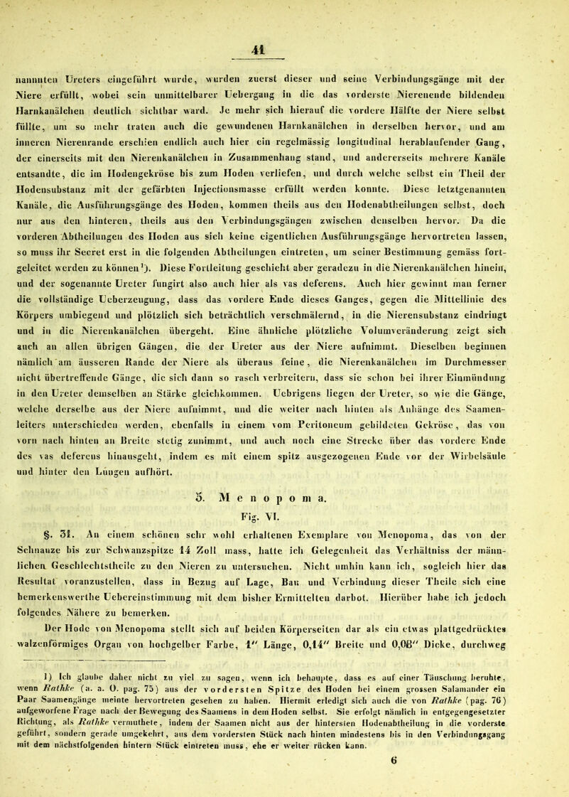liaimuten Ureters eingeführt wurde, wurden zuerst dieser und seine Verbindungsgänge init der Niere erfüllt, wobei sein unmittelbarer Uebergang in die das vorderste Nierenende bildenden Harnkanälchen deutlich sichtbar ward. Je mehr sich hierauf die vordere Hälfte der Niere selbst füllte, um so mehr traten auch die gewundenen Harnkanälchen in derselben hervor, und am inneren Nierenrande erschien endlich auch hier ein regelmässig longitudinal herablaufender Gang, der einerseits mit den Nierenkanälchen in Zusammenhang stand, und andererseits mehrere Kanäle entsandte, die im Hodengekröse bis zum Hoden verliefen, und durch welche selbst ein Theil der Hodensubstanz mit der gefärbten Injectionsmasse erfüllt werden konnte. Diese letztgenannten Kanäle, die Ausführungsgänge des Hoden, kommen theils aus den Ilodenabtheilungen selbst, doch nur aus den hinteren, theils aus den Verbindungsgängen zwischen denselben hervor. Da die vorderen Abtheilungen des Hoden aus sich keine eigentlichen Ausführungsgänge liervortreten lassen, so muss ihr Secret eist in die folgenden Abtheilungen eintreten, um seiner Bestimmung gemäss fort- geleitet werden zu können1). Diese Fortleitung geschieht aber geradezu in die Nierenkanälchen hinein, und der sogenannte Ureter fungirt also auch hier als vas deferens. Auch hier gewinnt man ferner die vollständige Ucberzeugung, dass das vordere Ende dieses Ganges, gegen die Mittellinie des Körpers umbiegend und plötzlich sich beträchtlich verschmälernd, in die Nierensubstanz eindringt und in die Nierenkanälchen übergeht. Eine ähnliche plötzliche Volumveränderung zeigt sich auch an allen übrigen Gängen, die der Ureter aus der Niere aufnimmt. Dieselben beginnen nämlich am äusseren Rande der Niere als überaus feine, die Nierenkanälchen im Durchmesser nicht übertreffende Gänge, die sich dann so rasch verbreitern, dass sie schon bei ihrer Einmündung in den Ureter demselben an Stärke gleichkommen. Uebrigens liegen der Ureter, so wie die Gänge, welche derselbe aus der Niere aufnimmt, und die weiter nach hinten als Anhänge des Saamen- leiters unterschieden werden, ebenfalls in einem vom Peritoneum gebildeten Gekröse, das von vorn nach hinten an Breite stetig zunimmt, und auch noch eine Strecke über das vordere Ende des vas deferens hinausgeht, indem es mit einem spitz ausgezogenen Ende vor der Wirbelsäule und hinter den Lungen aufhört. 5. M e n o p o m a. Fig. VI. §. 31. An einem schönen sehr wohl erhaltenen Exemplare von Menopoma, das von der Schnauze bis zur Schwanzspitze 14 Zoll mass, hatte ich Gelegenheit das Verhältniss der männ- lichen Geschlechtstheilc zu den Nieren zu untersuchen. Nicht umhin kann ich, sogleich hier das Resultat voranzustellen, dass in Bezug auf Lage, Bau und Verbindung dieser Tlieile sich eine bemerkenswerthe Uebereinslimniung mit dem bisher Ermittelten darbot. Hierüber habe ich jedoch folgendes Nähere zu bemerken. Der Hodc von Menopoma stellt sich auf beiden Körperseiten dar als ein etwas plattgedrücktes walzenförmiges Organ von hochgelbcr Farbe, 1 Länge, 0,14 Breite und 0,08 Dicke, durchweg ]) Ich glaube daher nicht zu viel zu sagen, wenn ich behaupte, dass es auf einer Täuschung beruhte, w'enn Rathke (a. a. 0. pag. 75) aus der vordersten Spitze des Hoden hei einem grossen Salamander ein Paar Saamengänge meinte hervortreten gesehen zu haben. Hiermit erledigt sich auch die von Rathke (pag. 7t>) aufgeworfene Frage nach der Bewegung des Saamens in dem Hoden selbst. Sie erfolgt nämlich in entgegengesetzter Richtung, als Rathke. vermuthete, indem der Saamen nicht aus der hintersten Hodenabtheiiung in die vorderste geführt, sondern gerade umgekehrt, aus dem vordersten Stück nach hinten mindestens bis in den Verbindungsgang mit dem nächstfolgenden hintern Stück eintreten muss, ehe er weiter rücken kann. 6