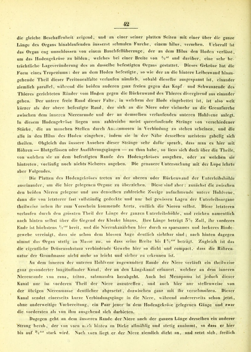 die gleiche Beschaffenheit zeigend, und an einer seiner platten Seiten mit einer über die ganze Länge des Organs hinablaufenden äusserst schmalen Furche, einem hilus, versehen. Ueberall ist das Organ eng umschlossen von einem Banchfellüberzuge, der an dem Hilus den Hoden verlässt, um das Hodengekrösc zu bilden, welches bei einer Breite von ]/a und darüber, eine sehr be- trächtliche Lageveränderung des an dasselbe befestigten Organs gestattet. Dieses Gekröse hat die Form eines Trapeziums: der an dem Hoden befestigte, sowie der an die hintere Leibeswand hinan- gehende Theil dieser Peritonealfalte verlaufen nämlich, sobald dieselbe ausgespannt ist, einander ziemlich parallel, während die beiden anderen ganz freien gegen das Kopf- und Schwanzende des Thieres gerichteten Bänder vom Hoden gegen die Rückenwand des Thiercs divergirend aus einander gehen. Der untere freie Rand dieser Falte, in welchem der Hode eingebettet ist, ist also weit kürzer als der obere befestigte Rand, der sich an die INiere oder vielmehr an die Grenzfurche zwischen dem inneren Nierenrande und der an demselben verlaufenden unteren Hohlvene anlest. In diesem Hodengekröse liegen nun zahlreiche meist queerlaufende Stränge von verschiedener Stärke, die an manchen Stellen durch Anastomosen in Verbindung zu stehen scheinen, und die alle in den Hilus des Hoden eingehen, indem sie in der Nähe desselben meistens gabelig sich theilen. Obgleich das äussere Ansehen dieser Stränge sehr dafür sprach, dass man es hier mit Röhren — Blutgefässen oder Ausführungsgängen — zu thun habe, so Hess sich doch über die Theile, von welchen sie an dem befestigten Rande des Hodengekröses ausgehen, oder zu welchen sie hintreten, vorläufig noch nichts Sicheres angeben. Die genauere Untersuchung mit der Lupe lehrte aber Folgendes. Die Platten des Hodengekröses treten an der oberen oder Rückenwand der Unterleibshöhle, auseinander, um die hier gelegenen Organe zu überziehen. Diese sind aber: zunächst die zwischen den beiden Nieren gelegene und aus denselben zahlreiche Zweige aufnehmende untere Hohlvene, dann die von letzterer last vollständig gedeckte und nur bei gewissen Lagen der Unterleibsorgane theil weise neben ihr zum Vorschein kommende Aorta, endlich die Nieren selbst. Diese letzteren verlaufen durch den grössten Theil der Länge der ganzen Unterleibshöhle, und reichen namentlich nach hinten selbst über die Gegend der Kloake hinaus. Ihre Länge beträgt 3V2 Zoll, ihr vorderes Ende ist höchstens V»' breit, und die Nierenkanälchen hier durch so sparsames und lockeres Binde- gewebe vereinigt, dass sie schon dem blossen Auge deutlich sichtbar sind ; nach hinten dagegen nimmt das Organ stetig an Masse zu. so dass seine Breite bis IV2' beträgt. Zugleich ist das die eigentliche Drüsensubstanz verbindende Gewebe hier so dicht und compact, dass die Röhren- natur der Grundmasse nicht mehr so leicht und sicher zu erkennen ist. An dem inneren der unteren Hohlvene zugewandtett Bande der Niere verläuft ein tlieilweise ganz gesonderter longitudinaler Kanal, der an den Längskanal erinnert, welcher an dem inneren Nierenrande von rana, triton, salamandra herabgeht. Auch bei JMenopoma ist jedoch dieser Kanal nur im vorderen Theil der Niere anzutreffen , und auch hier nur stellenweise von der übrigen Nierenmasse deutlicher abgesetzt, dazwischen ganz mit ihr verschmolzen. Dieser Kanal sendet einerseits kurze Verbindungsgänge in die Niere, während andererseits schon jetzt, ohne anderweitige Vorbereitung, ein Paar jener in dem Hodengekröse gelegenen Gänge und zwar die vordersten als von ihm ausgehend sich darbieten. Dagegen geht an dem äusseren Rande der Niere nach der ganzen Länge derselben ein anderer Strang herab, der von vorn n;.ch hinten an Dicke allmählig und stetig zunimmt, so dass er hier bis auf 3/r' stark wird. Nach vorn liegt er der Niere ziemlich dicht an, und setzt sich, freilich