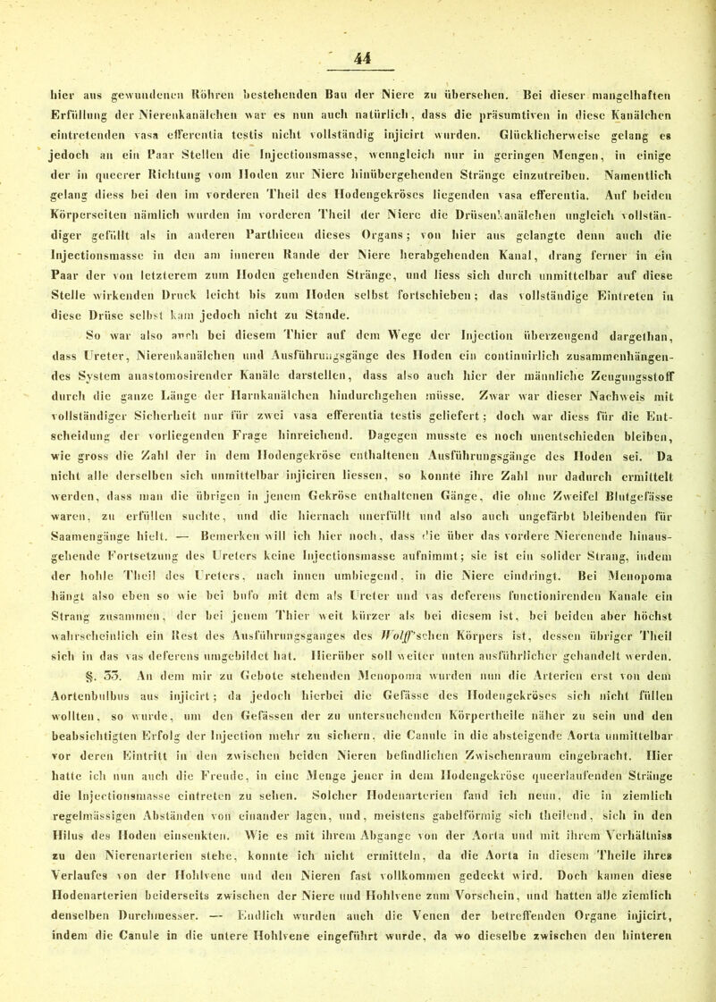 hier aus gewundenen Röhren bestehenden Bau der Niere zu übersehen. Bei dieser mangelhaften Erfüllung der Nierenkanälchen war es nun auch natürlich, dass die präsumtiven in diese Kanälchen eintretenden vasa effercntia testis nicht vollständig injicirt wurden. Glücklicherweise gelang es jedoch an ein Paar Stellen die Injectionsmasse, wenngleich nur in geringen Mengen, in einige der in queerer Richtung vom Hoden zur Niere hinübergehenden Stränge einzutreiben. Namentlich gelang diess bei den im vorderen Theil des Hodengekröses liegenden vasa effercntia. Auf beiden Körperseiten nämlich wurden im vorderen Theil der Niere die Drüsenkanälchen ungleich vollstän- diger gefüllt als in anderen Parthieen dieses Organs; von hier aus gelangte denn auch die Injectionsmasse in den am inneren Rande der Niere herabgehenden Kanal, drang ferner in ein Paar der von letzterem zum Hoden gehenden Stränge, und liess sich durch unmittelbar auf diese Stelle wirkenden Druck leicht bis zum Hoden selbst fortschieben; das vollständige Eintreten in diese Driise selbst kam jedoch nicht zu Stande. So war also auch bei diesem Thier auf dem Wege der Injection überzeugend dargethan, dass Ureter, Nierenkanälchen und Ausführungsgänge des Hoden ein continuirlich zusammenhängen- des System anastomosirender Kanäle darstellen, dass also auch hier der männliche ZeugungsstofF durch die ganze Länge der Harnkanälchen hindurchgehen müsse. Zwar war dieser Nachweis mit vollständiger Sicherheit nur für zwei vasa efferentia testis geliefert; doch war diess für die Ent- scheidung der vorliegenden Frage hinreichend. Dagegen musste es noch unentschieden bleiben, wie gross die Zahl der in dem Hodengekröse enthaltenen Ausführungsgänge des Hoden sei. Da nicht alle derselben sich unmittelbar injiciren Hessen, so konnte ihre Zahl nur dadurch ermittelt werden, dass man die übrigen in jenem Gekröse enthaltenen Gänge, die ohne Zweifel Blutgefässe waren, zu erfüllen suchte, und die hiernach unerfüllt und also auch ungefärbt bleibenden für Saamengänge hielt. — Bemerken will ich hier noch, dass die über das vordere Nierenende hinaus- gehendc Fortsetzung des Ureters keine Injectionsmasse aufnimmt; sie ist ein solider Strang, indem der hohle Theil des Ureters, nach innen urnbiegend, in die Niere eindringt. Bei Menopoma hängt also eben so wie bei bnfo mit dem als Ureter und vas deferens functionirenden Kanäle ein Strang zusammen, der bei jenem Thier weit kürzer als bei diesem ist, bei beiden aber höchst wahrscheinlich ein Rest des Ausführungsganges des Wolff’sehen Körpers ist, dessen übriger Theil sich in das vas deferens umgebildet hat. Hierüber soll weiter unten ausführlicher gehandelt werden. §. 53. Au dem mir zu Gebote stehenden Menopoma wurden nun die Arterien erst von dem Aortenbulbus aus injicirt ; da jedoch hierbei die Gelasse des Hodengekröses sich nicht füllen wollten, so wurde, um den Gefässen der zu untersuchenden Körpertheile näher zu sein und den beabsichtigten Erfolg der Injection mehr zu sichern, die Canule in die absteigende Aorta unmittelbar vor deren Eintritt in den zwischen beiden Nieren befindlichen Zwischenraum eingebracht. Hier hatte ich nun auch die Freude, in eine Menge jener in dem Hodengekröse queerlaufenden Stränge die Injectionsmasse eintreten zu sehen. Solcher Hodeunrterien fand ich neun, die in ziemlich regelmässigen Abständen von einander lagen, und, meistens gabelförmig sich theilend, sich in den Hilus des Hoden einsenkten. Wie es mit ihrem Abgänge von der Aorta und mit ihrem Verhältnis* zu den Nierenarterien stehe, konnte ich nicht ermitteln, da die Aorta in diesem TheiJe ihre» Verlaufes von der Hohlvene und den Nieren fast vollkommen gedeckt wird. Doch kamen diese Hodenarterien beiderseits zwischen der Niere und Hohlvene zum Vorschein, und hatten alle ziemlich denselben Durchmesser. — Endlich wurden auch die Venen der betreffenden Organe injicirt, indem die Canule in die untere Hohlvene eingeführt wurde, da wo dieselbe zwischen den hinteren