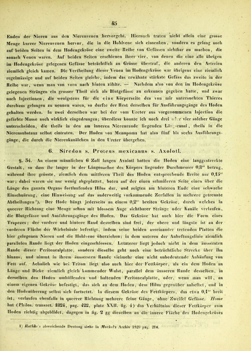 Enden der Nieren aus den N'ierenvcnen hervorgehl. Hiernach traten nicht allein eine grosse Menge kurzer Nierenvenen hervor, die in die Hohlvene sich einsenken, sondern es gelang auch auf beiden Seiten in dem Hodengekröse eine zweite Reihe von Oefässen sichtbar zu machcu, die sonach Venen waren. Auf beiden Seiten erschienen ihrer vier, von denen die eine alle übrigen im Hodengekröse gelegenen Gefässe beträchtlich an Grösse übertraf, die anderen den Arterien ziemlich gleich kamen. Die Verlheilung dieser Venen im Hodengekröse war übrigens eine ziemlich regelmässige und auf beiden Seiten gleiche, indem das erwähnte stärkste Gefäss das zweite in der Reihe war, wenn man von vorn nach hinten zählte. — Nachdem also von den im Hodengekröse gelegenen Strängen ein grosser Theil sich als Blutgefässe zu erkennen gegeben hatte, und zwar nach Injectionen, die wenigstens für die eine Körperseite des von mir untersuchten Thieres durchaus gelungen zu nennen waren, so durfte der Rest derselben für Ausführungsgänge des Hoden gehalten werden. In zwei derselben war bei der vom Ureter aus vorgenommenen Injectiou die gefärbte Masse auch wirklich eingedrungen; überdicss konnte ich noch drei oder vier solcher Gänge unterscheiden, die theils in den am inneren Nicrenrandc liegenden Längscanal, theils in die Nierensnbstanz selbst eintraten. Der Hoden von Menopoma hat also fünf bis sechs Ausführungs- gänge, die durch die Nierenkanälchen in den Ureter übergehen, 6. Siredon s. Proteus mexicanus s. Axolotl. §. 54. An einem männlichen 6 Zoll langen Axolotl hatten die Hoden eine langgestreckte Gestalt, so dass ihr langer in der Längenachse des. Körpers liegender Durchmesser 0,8 betrug, während ihre grösste, ziemlich dem mittleren Theil des Hoden entsprechende Breite nur 0,15 war; dabei waren sie nur wenig abgeplattet, boten auf der einen schmäleren Seite einen über die Länge des ganzen Organs fortlaufenden Hilus dar, und zeigten am hinteren Ende eine schwache Einschnürung, eine Hinweisung auf das anderweitig vorkommende Zerfallen in mehrere getrennte Abtheihmgen Der Hode hängt jederseits an einem 0,2 breiten Gekröse, durch welches in queerer Richtung eine Menge schon mit blossem Auge sichtbarer Stränge oder Kanäle verlaufen, die Blutgefässe und Ausführungsgänge des Hoden. Das Gekröse hat auch hier die Form eines Trapezes; der vordere und hintere Rand desselben sind frei, der obere und längste ist an der vorderen Fläche der Wirbelsäule befestigt, indem seine beiden auseinander tretenden Platten die hier gelegenen Nieren und die llohlvene überziehen; in dem unteren der Anheftungslinie ziemlich parallelen Rande liegt der Hoden eingeschlossen. Letzterer liegt jedoch nicht in dem äussersteu Rande dieser Peritonealplatte, sondern dieselbe geht noch eine beträchtliche Strecke über ihn hinaus, und nimmt in ihrem äussersteu Rande vielmehr eine nicht unbedeutende Anhäufung von Fett auf. Aehnlich wie bei Triton liegt also auch hier der Fettkörper, als ein dem Hoden an Länge und Dicke ziemlich gleich kommender Wulst, parallel dem äusseren Rande desselben, in derselben den Hoden umhüllenden und haltenden Peritonealplatte, oder, wenn man will, au einem eigenen Gekröse befestigt, das sich an dem Hoden, dem Hilus gegenüber anheftet, und in den Hodeniiberzug selbst sich fortsetzt. In diesem Gekröse des Fettkörpers, das etwa 0,1 breit ist, verlaufen ebenfalls in queerer Richtung mehrere feine Gänge, ohne Zweifel Gefässe. Homo hat (Philos. transact. 1824, pag. 422, platc XXII. üg. 4) das Verhältniss dieser Fettkörper zum Hoden richtig abgeblldet, dagegen in tig. 2 gg dieselben an die innere Fläche des Hodengekröses 1) Rathkvs abweichende Deutung siehe in Meckels Archiv 1829 pag. 214.