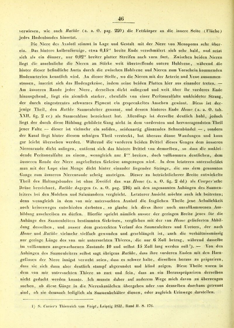 verwiesen, wie auch Rathke (ä. a. 0. pag. 220) die Fettkörper an die innere Seite (Fläche) jedes Ilodcnbandes hinsetzt. Die Niere des Axolotl stimmt in Lage und Gestalt mit der Niere von Menopoma sehr über- ein. Das hintere kolbenförmige, etwa 0,15 breite Ende verschmälert sich sehr bald, und setzt sich als ein dünner, nur 0,02 breiter platter Streifen nach vorn fort. Zwischen beiden Nieren liegt die ansehnliche die Nieren an Stärke weit übertreffende untere Hohlvene, während die hinter dieser befindliche Aorta durch die zwischen Hohlvene und Nieren zum Vorschein kommenden Hodenarterien kenntlich wird. An dieser Stelle, wo die Nieren mit der Arterie und Vene zusammen- stossen, inserirt sich das Hodengekröse, indem seine beiden Platten hier aus einander treten. — Am äusseren Rande jeder Niere, derselben dicht anliegend und weit über ihr vorderes Ende hinausgehend, liegt ein ziemlich starker, ebenfalls von einer Peritonealfalte umkleideter Strang, der durch eingestreutes schwarzes Pigment ein gesprenkeltes Ansehen gewinnt. Diess ist der- jenige Theil, den Rathke Saamenleiter genannt, und dessen hinteres Ende Home (a. a. O. tab. XXII, lig. 2 cc) als Saamcnblase bezeichnet hat. Allerdings ist derselbe deutlich hohl, jedoch liegt der durch diese Höhlung gebildete Gang nicht in dem vordersten und hervorragendsten Theil jener Falte — dieser ist vielmehr ein solides, seidenartig glänzendes Sehnenbündel —, sondern der Kanal liegt hinter diesem sehnigen Theil versteckt, hat überaus dünne Wandungen und kann gar leicht übersehen werden. Während die vorderen beiden Drittel dieses Ganges dem äusseren Nierenrande dicht anliegen, entfernt sich das hintere Drittel von demselben, so dass die umklei- dende Peritonealfalte zu einem, wenngleich nur 1' breiten, doch vollkommen deutlichen, dem äusseren Rande der Niere angehefteten Gekröse ausgezogen wird. In dem letzteren unterscheidet man mit der Lupe eine Menge dicht hinter einander liegender Stränge, die aus dem genannten Gange zum äusseren Nierenrande schräg ansteigen. Dieser zu beträchtlicherer Breite entwickelte Theil des Haltungsbandes ist ohne Zweifel das was Home (a. a. O. lig. 2 dd) als Cowper’schc Drüse bezeichnet, Rathke dagegen (a. a. O. pag. 216) mit den sogenannten Anhängen des Saameu- leiters bei den Molchen und Salamandern vergleicht. Letzterer Ansicht möchte auch ich beitreten; denn wenngleich in dem von mir untersuchten Axolotl die fraglichen Theile jene Aelinlichkeit noch keinesweges entschieden darboten , so glaube ich diess ihrer noch unvollkommenen Aus- bildung zuschreiben zu dürfen. Hierfür spricht nämlich ausser der geringen Breite jenes für die Anhänge des Saamenleitcrs bestimmten Gekröses, verglichen mit der von Home gelieferten Abbil- dung desselben, und ausser dem gestreckten Verlauf des Saameulciters und Ureters, der nach Home und Rathke vielmehr vielfach gewunden und geschlängelt ist, auch die verhältnissmässig nur geringe Länge des von mir untersuchten Thiercs, die nur 6 Zoll betrug, während dasselbe im vollkommen ausgewachsenen Zustande 10 und selbst io Zoll lang werden sollJ). — Von den Anhängen des Saamenleitcrs selbst sagt übrigens Rathke, dass ihre vorderen Enden mit den Ilarn- gefiisseu der Niere innigst verwebt seien, dass es schwer halte, dieselben heraus zu präpariren, dass sie sich dann aber deutlich stumpf abgerundet und blind zeigen. Diese Theile waren in dem von mir untersuchten Thiere so zart und fein, dass an ein Ilerauspräparircn derselben nicht gedacht werden konnte. Ich musste daher auf anderem Wege mich davon zu überzeugen suchen, ob diese Gänge in die Nierenkanälchen übergehen oder von denselben durchaus getrennt sind, ob sie demnach lediglich als Saamenbehälter dienen, oder zugleich Urinwege darstellen. 1) S. Cuvier's Thieireich von Voigt, Leipzig 1832, Band I!. S. 170.