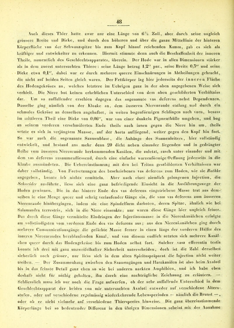 Auch dieses Thier hatte zwar nur eine Länge von 6'/i Zoll, aber durch seine ungleich grössere Breite und Dicke, und durch den höheren und über die ganze Mittellinie der hinteren Körperflüche von der Schwanzspitze bis zum Kopf hinauf reichenden Kamm, gab es sich als kräftiger und entwickelter zu erkennen. Hiermit stimmte denn auch die Beschaffenheit der inneren Theile, namentlich des Geschlechtsapparates, überein. Der Ilode war in allen Dimensionen stärker .als in dem zuerst untersuchten Thiere : seine Länge betrug J,2 par., seine Breite 0,3 und seine Dicke etwa 0,1, dabei war er durch mehrere queere Einschnürungen in Abtheilungen gebracht, die nicht auf beiden Seiten gleich waren. Der Fettkörper lag hier jederseits der inneren Fläche des Hodengekröses an, welches letztere im Ucbrigen ganz in der oben angegebenen Weise sich verhielt. Die Niere bot keinen erheblichen Unterschied von dem oben geschilderten Verhältniss dar. Um so auffallender erschien dagegen das sogenannte vas deferens nebst Dependenzen. Dasselbe ging nämlich von der Kloake an, dem äusseren Nierenrande entlang und durch ein schmales Gekröse an denselben angeheftet, in weiten bogenförmigen Schlingen nach vorn, besass im mittleren Theil eine Dicke von 0,06, war von einer dunkeln Pigmenthülle umgeben, und bog an seinem vorderen verschmälerten Ende theils nach innen gegen die Niere hin um, theils setzte es sich in verjüngtem Maasse, auf der Aorta aufliegend, weiter gegen den Kopf hin fort. So war auch die sogenannte Saamenblase, die Anhänge des Saamenleiters , hier vollständig entwickelt, und bestand aus mehr denn 20 dicht neben einander liegenden und in gedrängter Heihc vom äusseren Nierenrande herkommenden Kanälen, die zuletzt, rasch unter einander und mit dem vas deferens zusammenfliessend, durch eine einfache warzenförmige Qeffnung jederseits in die Kloake nusmündeten. Die Uebereinstimmnng mit den bei Triton geschilderten Verhältnissen war daher vollständig. Aon Fortsetzungen des beschriebenen vas deferens zum Hoden, wie sie Rathlce angegeben, konnte ich nichts ermitteln. Aber nach einer ziemlich gelungenen Jnjection, die Schneider ausführte, licss sich eine ganz befriedigende Einsicht in die Ausführungswege der Hoden gewinnen. Die in das hintere Ende des vas deferens eingetriebene Masse trat aus dem- selben in eine Menge queer und schräg verlaufender Gänge ein, die vom vas deferens zum äusseren Nierenrande hinübergingen, indem sie eine Spindclfonn darboten, deren Spitze, ähnlich wie bei Salamandra terrestris, sich in die Niere einsenkte; nur waren diese Gänge hier ungleich feiner. Das durch diese Gänge vermittelte Eindringen der Injectionsmasse in die Nierenkanälchen erfolgte am vollständigsten vom \orderen Ende des vas deferens aus; aus den Nierenkanälchen ging durch mehrere Communicationsgäiigo die gefärbte Masse ferner in einen längs der vorderen Hälfte des inneren Nierenrandes herabfaufenden Kanal, und von diesem endlich setzten sich mehrere Kanäl- chen queer durch das Hodengekröse bis zum Hoden selbst fort. Solcher rasa efferentia testis konnte ich drei mit ganz unzweifelhafter Sicherheit unterscheiden, doch ist die Zahl derselben sicherlich noch grösser, nur Hess sich in dem alten Spirituspräparat die Injectiou nicht weiter treiben. — Der Zusammenhang zwischen den Saairiengängeu und Harnkanäicn ist also beim Axolotl bis in das feinste Detail ganz eben so wie bei anderen nackten Amphibien, und ich habe eben deshalb nicht für nöthig gehalten, ihn durch eine nachträgliche Zeichnung zu erläutern. — Schliesslich muss ich nur noch die Frage aufwerfen, ob der sehr auffallende Unterschied in dem Geschlechlsapparat der beiden von mir untersuchten Axolotl entweder auf verschiedene Alters- stufen, oder auf verschiedene regelmässig wiederkehrende Lehensperioden — nämlich die Brunst , oder oh er nicht vielmehr auf verschiedene Thierspecics hinweise. Die ganz übereinstimmende Körperlänge bei so bedeutender Differenz in den übrigen Dimensionen scheint mit der Annahme