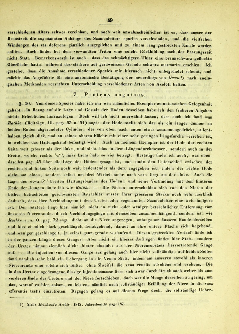 verschiedenen Alters schwer vereinbar, und noch weit unwahrscheinlicher ist es, dass ausser der Brunstzeit die sogenannten Anhänge des Saamenleiters spurlos verschwinden, und die vielfachen Windungen des vas deferens gänzlich ausgeglichen und zu einem lang gestreckten Kanäle werden sollten. Auch findet bei dem verwandten Triton eine solche Rückbildung nach der Paarungszeit nicht Statt. Bemerkenswerth ist auch , dass das schmächtigere Thier eine braunschwarz gefleckte Oberfläche hatte, während das-stärkere auf grauweissem Grunde schwarz marmorirt erschien. Ich gestehe, dass die Annahme verschiedener Species mir hiernach nicht unbegründet scheiut, und möchte das Angeführte für eine anatomische Bestätigung der neuerdings von Owen nach zoolo- gischen Merkmalen versuchten Unterscheidung verschiedener Arten von Axolotl halten. 7. Proteus a n g u i n u s. §. 36. Von dieser Species habe ich nur ein männliches Exemplar zu untersuchen Gelegenheit gehabt. In Bezug auf die Lage und Gestalt der Hoden desselben habe ich den früheren Angaben nichts Erhebliches hinzuzufügen. Doch will ich nicht unerwähnt lassen, dass auch ich fand was Rathke (Beiträge, III. pag. 33 u. 34.) sagt: der Hode stellt sich dar als ein langer dünner an beiden Enden abgerundeter Cylinder, der von oben nach unten etwas zusammengedrückt, allent- halben gleich dick, und an seiner oberen Fläche mit einer sehr geringen Längsfurche versehen ist, in welcher das Haltungsband befestigt wird. Auch an meinem Exemplar ist der Hode der rechten Seite weit grösser als der linke, und nicht blos in dem Längendurchmesser, sondern auch in der Breite, welche rechts Vi\ links kaum halb so viel beträgt. Bestätigt finde ich auch, was eben- daselbst pag. 43 über die Lage des Hoden gesagt ist, und finde den Unterschied zwischen der rechten und linken Seite noch weit bedeutender als dort angegeben ist, indem der rechte Hode nicht um einen, sondern selbst um drei Wirbel mehr nach vorn liegt als der linke. Auch die Lage des etwa 37// breiten Haltungsbandes des Hoden , und seine Verbindung mit dem hinteren Ende der Lungen finde ich wie Rathke. — Die Nieren unterscheiden sich von den Nieren der bisher betrachteten geschwänzten Batrachier ausser ihrer grösseren Stärke noch sehr merklich dadurch, dass ihre Verbindung mit dem Ureter oder sogenannten Saamenleiter eine weit innigere ist. Der letztere liegt liier nämlich nicht in mehr oder weniger beträchtlicher Entfernung vom äusseren Nierenrande, durch Verbindungsgänge mit demselben zusammenhängend, sondern ist, wie Rathke a. a. 0. pag. 72 sagt, dicht an die Niere angezogen, anfangs am äussern Rande derselben und hier ziemlich stark geschlängelt herabgehend, darauf an ihre untere Fläche sich begebend, und weniger geschlängelt, ja selbst ganz gerade verlaufend. Diesen gestreckten Verlauf finde ich in der ganzen Länge dieses Ganges. Aber nicht ein blosses Aufliegen findet hier Statt, sondern der Ureter nimmt ziemlich dicht hinter einander aus der Nierensubstanz hervortretende Gänge auf. —- Die Injection von diesem Gange aus gelang auch hier nicht vollständig; auf beiden Seiten fand nämlich sehr bald ein Uebergang in die Venen Statt, indem am äusseren sowohl als inneren Nierenrande eine solche sich füllte, ohne Zweifel die vena renalis advehens und evehens. Die in den Ureter eingedrungene flüssige Injectionsmasse liess sich zwar durch Druck noch weiter bis zum vorderen Ende des Ureters und der Niere fortschieben, doch war die Menge derselben zu gering, um das, worauf es hier ankam, zu leisten, nämlich nach vollständiger Erfüllung der Niere in die vasa efferentia testis einzutreten. Dagegen gelang es auf diesem Wege doch, die vollständige Ueber- 1) Siehe Erichson's Archiv. 1845, Jahresbericht pag. 187.