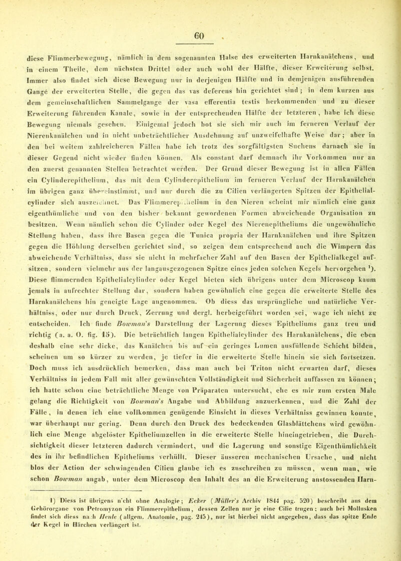 diese Fliinmerbevvegung, nämlich indem sogenannten Halse des erweiterten Harnkanälchens, und in einem Theile, dem nächsten Drittel oder auch wohl der Hälfte, dieser Erweiterung selbst. Immer also findet sich diese Bewegung nur in derjenigen Hälfte und in demjenigen ausführenden Gange der erweiterten Stelle, die gegen das vas deferens hin gerichtet sind; in dem kurzen aus dem gemeinschaftlichen Sammelgange der vasa efferentia testis herkommenden und zu dieser Erweiterung führenden Kanäle, sowie in der entsprechenden Hälfte der letzteren , habe ich diese Bewegung niemals gesehen. Einigemal jedoch bot sie sielt mir auch im ferneren Verlauf der Nierenkanälchen und in nicht unbeträchtlicher Ausdehnung auf unzweifelhafte Weise dar; aber in den bei weitem zahlreicheren Fällen habe ich trotz des sorgfältigsten Suchens darnach sie in dieser Gegend nicht wieder finden können. Als constant darf demnach ihr Vorkommen nur an den zuerst genannten Stellen betrachtet werden. Der Grund dieser Bewegung ist in allen Fällen ein Cylinderepithelium, das mit dem Cylinderepithelium im ferneren Verlauf der Harnkanälchen im übrigen ganz überein^timmt, und nur durch die zu Cilien verlängerten Spitzen der Epithelial- cylinder sich auszeiciiuet. Das Flimmcrepiilielium in den Nieren sclieint mir nämlich eine ganz eigcnthiimlichc und von den bisher bekannt gewordenen Formen abweichende Organisation zu besitzen. Wenn nämlich schon die Cylinder oder Kegel des Nierenepitheliums die ungewöhnliche Stellung haben, dass ihre Basen gegen die Tunica propria der Harnkanälchen und ihre Spitzen gegen die Höhlung derselben gerichtet sind, so zeigen dem entsprechend auch die Wimpern das abweichende Verhältniss, dass sie nicht in mehrfacher Zahl auf den Basen der Epithelialkegel auf- sitzen, sondern vielmehr aus der langausgezogenen Spitze eines jeden solchen Kegels hervorgehen 1). Diese flimmernden Epithelialcylinder oder Kegel bieten sich übrigens unter dem Microscop kaum jemals in aufrechter Stellung dar, sondern haben gewöhnlich eine gegen die erweiterte Stelle des Harnkanälchens hin geneigte Lage angenommen. Ob diess das ursprüngliche und natürliche Ver- hältniss, oder nur durch Druck, Zerrung und dergl. herbeigeführt worden sei, wage ich nicht zu entscheiden. Ich finde Bowman's Darstellung der Lagerung dieses Epitheliums ganz treu und richtig (a. a. O. fig. 15). Die beträchtlich langen Epithelialcylinder des Harnkanälchens, die eben deshalb eine sehr dicke, das Kanälchen bis auf ein geringes Lumen ausfüllende Schicht bilden, scheinen um so kürzer zu werden, je tiefer in die erweiterte Stelle hinein sie sich fortsetzen. Doch muss ich ausdrücklich bemerken, dass man auch bei Triton nicht erwarten darf, dieses Verhältniss in jedem Fall mit aller gewünschten Vollständigkeit und Sicherheit auffassen zu können; ich hatte schon eine beträchtliche Menge von Präparaten untersucht, ehe es mir zum ersten Male gelang die Richtigkeit von Bowman's Angabe und Abbildung anzuerkennen, und die Zahl der Fälle, in denen ich eine vollkommen genügende Einsicht in dieses Verhältniss gewinnen konnte, war überhaupt nur gering. Denn durch den Druck des bedeckenden Glasblättchens wird gewöhn- lich eine Menge abgelöster Epitheliumzellen in die erweiterte Stelle hineingetrieben, die Durch- sichtigkeit dieser letzteren dadurch vermindert, und die Lagerung und sonstige Eigenthiimlichkeit des in ihr befindlichen Epitheliums verhüllt. Dieser äusseren mechanischen Ursache, und nicht blos der Action der schwingenden Cilien glaube ich es zuschreiben zu müssen, wenn mau, wie schon Bowman angab, unter dem Microscop den Inhalt des an die Erweiterung anstossenden Ilaru- 1) Diess ist übrigens n'ckt ohne Analogie; Ecker (Mütler's Archiv 1844 pag. 520) beschreibt aus dem Gehörorgane von Petroinyzon ein Fliinmerepithelium, dessen Zellen nur je eine Cilie trugen; auch hei Mollusken findet sich diess na h 11 enle (allgeni. Anatomie, pag. 245), nur ist hierbei nicht angegeben, dass das spitze Ende der Kegel in Härchen verlängert ist.