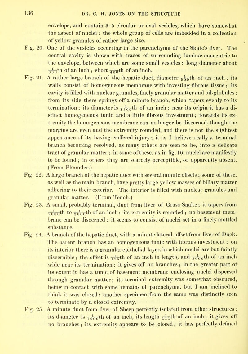 envelope, and contain 3-5 circular or oval vesicles, which have somewhat the aspect of nuclei: the whole group of cells are imbedded in a collection of yellow granules of rather large size. Fig. 20. One of the vesicles occurring in the parenchyma of the Skate’s liver. The central cavity is shown with traces of surrounding laminae concentric to the envelope, between which are some small vesicles : long diameter about s^oth of an inch ; short xiroth °f an inch. Fig. 21. A rather large branch of the hepatic duct, diameter y^oth of an inch ; its walls consist of homogeneous membrane with investing fibrous tissue; its cavity is filled with nuclear granules, finely granular matter and oil-globules ; from its side there springs off a minute branch, which tapers evenly to its termination ; its diameter is °f an inch ; near its origin it has a di- stinct homogeneous tunic and a little fibrous investment; towards its ex- tremity the homogeneous membrane can no longer be discerned, though the margins are even and the extremity rounded, and there is not the slightest appearance of its having suffered injury; it is I believe really a terminal branch becoming resolved, as many others are seen to be, into a delicate tract of granular matter; in some of these, as in fig. 16, nuclei are manifestly to be found; in others they are scarcely perceptible, or apparently absent. (From Flounder.) Fig. 22. A large branch of the hepatic duct with several minute offsets ; some of these, as well as the main branch, have pretty large yellow masses of biliary matter adhering to their exterior. The interior is filled with nuclear granules and granular matter. (From Tench.) Fig. 23. A small, probably terminal, duct from liver of Grass Snake; it tapers from to xi/oidh of an inch ; its extremity is rounded ; no basement mem- brane can be discerned ; it seems to consist of nuclei set in a finely mottled substance. Fig. 24. A branch of the hepatic duct, with a minute lateral offset from liver of Duck. The parent branch has an homogeneous tunic with fibrous investment; on its interior there is a granular epithelial layer, in which nuclei are but faintly discernible; the offset is y^-th of an inch in length, and xoyroth °f an inch wide near its termination ; it gives off no branches; in the greater part of its extent it has a tunic of basement membrane enclosing nuclei dispersed through granular matter; its terminal extremity was somewhat obscured, being in contact with some remains of parenchyma, but I am inclined to think it was closed; another specimen from the same was distinctly seen to terminate by a closed extremity. Fig. 25. A minute duct from liver of Sheep perfectly isolated from other structures; its diameter is ToVuth of an inch, its length yyyth °f an inch ; it gives off no branches; its extremity appears to be closed; it has perfectly defined