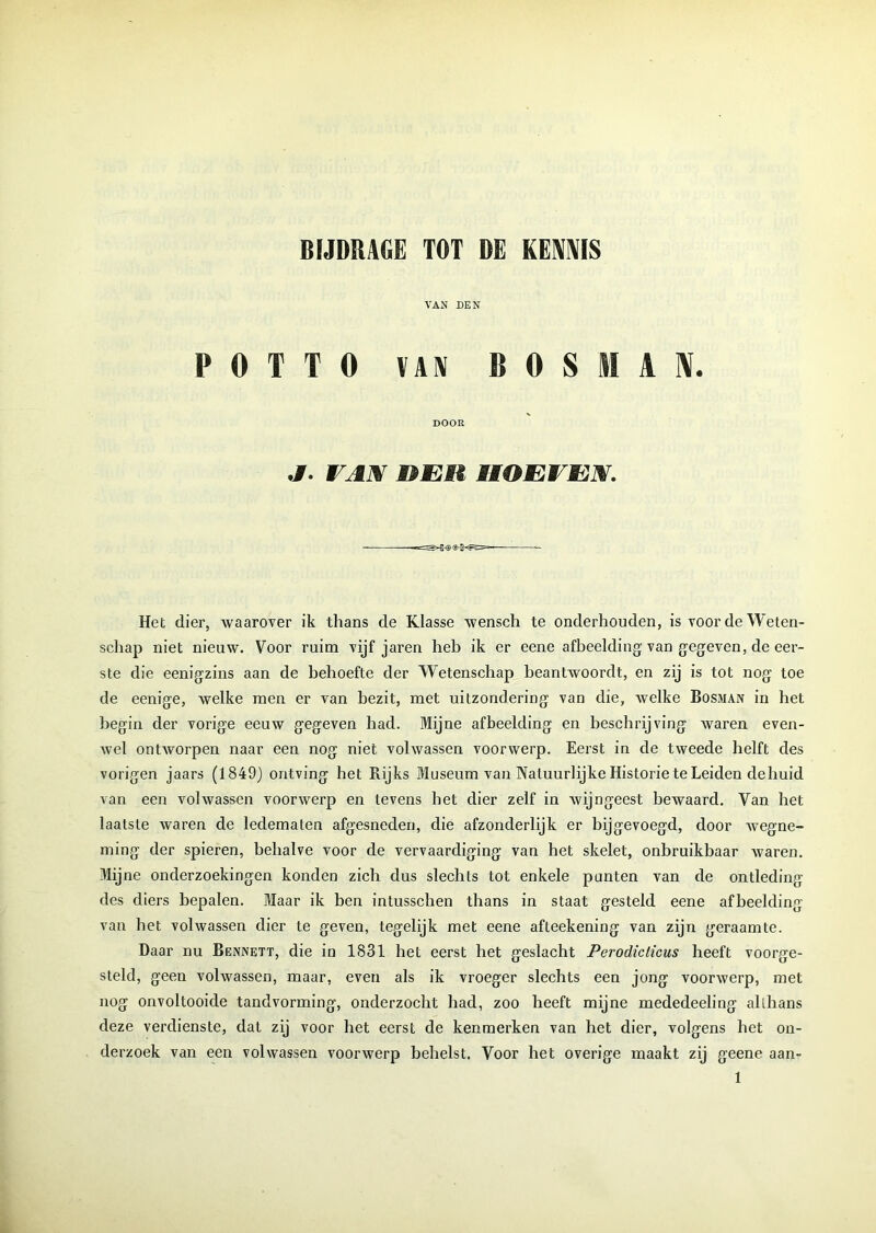 VAN DEN P 0 T T 0 VAN BOSMAN. DOOR J. VAN DEM HOEVEN. Het dier, waarover ik thans de Klasse wensch te onderhouden, is voor de Weten- schap niet nieuw. Voor ruim vijf jaren heb ik er eene afbeelding van gegeven, de eer- ste die eenigzins aan de behoefte der Wetenschap beantwoordt, en zij is tot nog toe de eenige, welke men er van bezit, met uitzondering van die, welke Bosman in het begin der vorige eeuw gegeven had. Mijne afbeelding en beschrijving waren even- wel ontworpen naar een nog niet volwassen voorwerp. Eerst in de tweede helft des vorigen jaars (1849) ontving het Rijks Museum van Natuurlijke Historie te Leiden de huid van een volwassen voorwerp en tevens het dier zelf in wijngeest bewaard. Van het laatste waren de ledematen afgesneden, die afzonderlijk er bijgevoegd, door wegne- ming der spieren, behalve voor de vervaardiging van het skelet, onbruikbaar waren. Mijne onderzoekingen konden zich dus slechts tot enkele punten van de ontleding des diers bepalen. Maar ik ben intusschen thans in staat gesteld eene afbeelding van het volwassen dier te geven, tegelijk met eene afteekening van zijn geraamte. Daar nu Bennett, die in 1831 het eerst het geslacht Perodicticus heeft voorge- steld, geen volwassen, maar, even als ik vroeger slechts een jong voorwerp, met nog onvoltooide tandvorming, onderzocht had, zoo heeft mijne mededeeling althans deze verdienste, dat zij voor het eerst de kenmerken van het dier, volgens het on- derzoek van een volwassen voorwerp behelst. Voor het overige maakt zij geene aan-