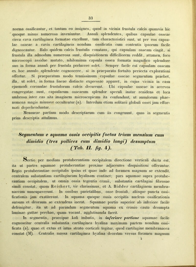norma ossificantur, et tantum eo insignes, quod in vicinia frustula calcis quamvis hic quoque minus numerosa inveniuntur. Annuli splendentes, quibus capsulae osseae circa cava cartilaginea formatae excellunt, tam characteristici sunt, ut per eos capsu- lae osseae a cavis cartilagineis nondum ossificatis cum contentis ipsorum facile dignoscantur. Halo quidem calcis frustulis constans, qui capsulam osseam cingit, si frustula illa admodum numerosa sunt, disquisitionem difficiliorem reddit, attamen, foco microscopii assidue mutato, nihilominus capsula ossea formata magnifico splendore suo in forma annuli per frustula perlucere solet. Semper facile est capsulam osseam ex hoc annulo splendente cognoscere, si in praeparato fortuito persecta explorationi offertur. Si praeparatum modo tenuissimum capsulae osseae segmentum praebet, illa, ut solet, in forma lineae distincte expressae apparet, in cujus vicinia in casu ejusmodi coronulae frustulorum calcis decurrunt. Ubi capsulae osseae in acervos congregatae sunt, capsularum ossearum splendor speculi instar renidens et loca umbrosa inter eas sita imaginem microscopicam ita confundunt, ut annulorum phae- nomena magis minusve occultentur (n). Interdum etiam solitarii globuli ossei jam effor- mati deprehenduntur. Mensurae partium modo descriptarum cum iis congruunt, quas in segmentis prius descriptis attulimus. Segmentum e squama ossis occipitis foetus trium mensium cum dimidio (tres pollices cum dimidio longij desumptum (Tab. II. fig. IJ. * Sectio per mediam protuberandam occipitalem directione verticali ducta est, ita ut partes squamae protuberandae proxime adjacentes disquisitioni offerantur. Regio protuberandae occipitalis ipsius et quae inde ad foramen magnum se extendit, centralem substantiam cartilagineam hyalinam continet; pars squamae supra protube- randam occipitalem, ut omnia ossia tegentia cranii, substantia cartilagini fibrosae simili constat, quam Reichert, vir clarissimus, et A. Bidder cartilaginem membra- naceam nuncupaverunt. In ossibus parietalibus, osse frontali, aliisque puncta ossi- ficationis jam exstiterant. In squama quoque ossis occipitis nucleus ossificationis sursum et deorsum se extendens inerat. Squamae portio superior ab inferiore facile defrinigitur, ita ut ad parandum segmentum squama ex cranio caute desumpta laminae guttae perchae, quam vocant, agglutinanda fuerit. In segmentis, praecipue kali imbutis, in inferiore portione squamae facile cognoscitur centralis substantia cartilaginea hyalina maximam partem nondum ossi- ficata (a), quae et extus et intus strato corticali tegitur, quod cartilagine membranacea constat (M). Centralis massa cartilaginea hyalina deorsum versus foramen magnum 5