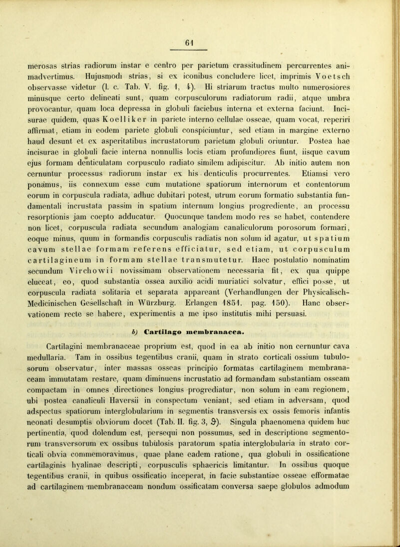 merosas strias radiorum instar e centro per parietum crassitudinem percurrentes ani- madvertimus. Hujusmodi strias, si ex iconibus concludere licet, imprimis Voetsch observasse videtur (1. c. Tab. Y. fig. 1, i). Hi striarum tractus multo numerosiores minusque certo delineati sunt, quam corpusculorum radiatorum radii, atque umbra provocantur, quam loca depressa in globuli faciebus interna et externa faciunt. Inci- surae quidem, quas Koelliker in pariete interno cellulae osseae, quam vocat, reperiri affirmat, etiam in eodem pariete globuli conspiciuntur, sed etiam in margine externo haud desunt et ex asperitatibus incrustatorum parietum globuli oriuntur. Postea hae incisurae in globuli facie interna nonnullis locis etiam profundiores fiunt, iisque cavum ejus formam denticulatam corpusculo radiato similem adipiscitur. Ab initio autem non cernuntur processus radiorum instar ex his denticulis procurrentes. Etiamsi vero ponamus, iis connexum esse cum mutatione spatiorum internorum et contentorum eorum in corpuscula radiata, adhuc dubitari potest, utrum eorum formatio substantia fun- damentali incrustata passim in spatium internum longius progrediente, an processu resorptionis jam coepto adducatur. Quocunque tandem modo res se habet, contendere non licet, corpuscula radiata secundum analogiam canaliculorum porosorum formari, eoque minus, quum in formandis corpusculis radiatis non solum id agatur, ut spatium cavum stellae formam referens efficiatur, sed etiam, ut corpusculum cartilagineum in formam stellae transmutetur. Haec postulatio nominatim secundum Virchowii novissimam observationem necessaria fit, ex qua quippe eluceat, eo, quod substantia ossea auxilio acidi muriatici solvatur, effici posse, ut corpuscula radiata solitaria et separata appareant (Verhandlungen der Physicalisch- Medicinischen Gesellschaft in Wiirzburg. Erlangen 1851. pag. 150). Hanc obser- vationem recte se habere, experimentis a me ipso institutis mihi persuasi. b) Cartilago membranacea. Cartilagini membranaceae proprium est, quod in ea ab initio non cernuntur cava medullaria. Tam in ossibus tegentibus cranii, quam in strato corticali ossium tubulo- sorum observatur, inter massas osseas principio formatas cartilaginem membrana- ceam immutatam restare, quam diminuens incrustatio ad formandam substantiam osseam compactam in omnes directiones longius progrediatur, non solum in eam regionem, ubi postea canaliculi Haversii in conspectum veniant, sed etiam in adversam, quod adspectus spatiorum interglobularium in segmentis transversis ex ossis femoris infantis neonati desumptis obviorum docet (Tab. II. fig. 3, .&). Singula phaenomena quidem huc pertinentia, quod dolendum est, persequi non possumus, sed in descriptione segmento- rum transversorum ex ossibus tubulosis paratorum spatia interglobularia in strato cor- ticali obvia commemoravimus, quae plane eadem ratione, qua globuli in ossificatione cartilaginis hyalinae descripti, corpusculis sphaericis limitantur. In ossibus quoque tegentibus cranii, in quibus ossificatio inceperat, in facie substantiae osseae eflbrmatae ad cartilaginem -membranaceam nondum ossificatam conversa saepe globulos admodum