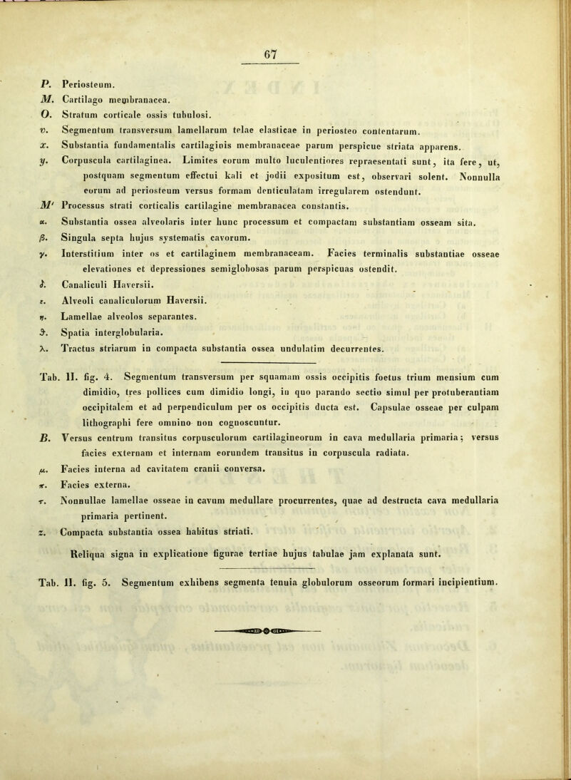 67 P. Periosteum. M. Cartilago membranacea. 0. Stratum corticale ossis tubulosi. V. Segmentum transversum lamellarum telae elasticae in periosteo contentarum. X. Substantia fundamentalis cartilaginis membranaceae parum perspicue striata apparens. y. Corpuscula cartilaginea. Limites eorum multo luculentiores repraesentati sunt, ita fere, ut, postquam segmentum effectui kali et jodii expositum est, observari solent. Nonnulla eorum ad periosteum versus formam denticulatam irregularem ostendunt. M' Processus strati corticalis cartilagine membranacea constantis. «. Substantia ossea alveolaris inter hunc processum et compactam substantiam osseam sita. /3. Singula septa hujus systematis cavorum. * y. Interstitium inter os et cartilaginem membranaceam. Facies terminalis substantiae osseae elevationes et depressiones semiglobosas parum perspicuas ostendit. 1. Canaliculi Haversii. f. Alveoli canaliculorum Haversii. *>. Lamellae alveolos separantes. Spatia interglobularia. X. Tractus striarum in compacta substantia ossea undulatim decurrentes. Tab. II. fig. 4. Segmentum transversum per squamam ossis occipitis foetus trium mensium cum dimidio, tres pollices cum dimidio longi, in quo parando sectio simul per protuberandam occipitalem et ad perpendiculum per os occipitis ducta est. Capsulae osseae per culpam lithographi fere omnino non coguoscuntur. B. Versus centrum transitus corpusculorum cartilagineorum in cava medullaria primaria; versus facies externam et internam eorundem transitus in corpuscula radiata. /u,. Facies interna ad cavitatem cranii conversa. *■. Facies externa. r. Nonnullae lamellae osseae in cavum medullare procurrentes, quae ad destructa cava medullaria primaria pertinent. z. Compacta substantia ossea habitus striati. Reliqua signa in explicatione figurae tertiae hujus tabulae jam explanata sunt.