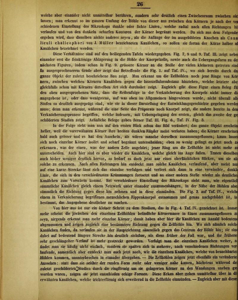 welche aber einander nicht unmittelbar berühren, sondern sehr deutlich einen Zwischenraum zwischen sic! lassen; man erkennt so im ganzen Umfang der höhle von dieser aus zwischen den Körnern je nach der vei schiedeneu Einstellung des Mikroskops dunkle oder lichte Linien, welche radial nach allen Richtungen hi; verlaufen und von den dunkeln scharfen Konturen der Körner begränzt werden. Da sich aus dem Folgende] ergeben wird, dass dieselben nichts anderes seyen, als die Anfänge der im ausgebildeten Knochen als Ca na liculi chalicophori von J. Müller bezeichneten Kanälchen, so sollen sie fortan der Kürze halber al Kanälchen bezeichnet werden. Diese Verhältnisse sind auf den beiliegenden Tafeln wiedergegeben. Fig. 7, 8 und 9. Taf. III. zeigt nebei einander erst die feinkörnige Ablagerung iu die Höhle der Knorpelzelle, sowie auch die Uebergangsform zu dei nächsten Figuren, indem schon in Fig. 9. grössere Körner an die Stelle der vielen kleineren getreten sine In ausgesprochenerem Grade aber zeigt das Betreffende die Fig. 1. auf Taf. IV., wo sich bereits durch da! ganze Objekt der zuletzt beschriebene Bau zeigt. Man erkennt um die Zellhöhlen noch jene Ringe von Kör Hern, zwischen welchen Körnern Kanälchen gegen die Interzellularsubstanz hinziehen, welche letztere abe gleichfalls schon mit Körnern derselben Art sich durchsäet zeigt. Zugleich gibt diese Figur einen Beleg fiii den oben ausgesprochenen Satz, dass die Reihenfolge in der Verknöcherung des Knorpels nicht immer di< angegebene ist, oder dass Avenigstens, auf was oben im Allgemeinen hingewiesen Avurde, nicht überall all« Stufen so deutlich ausgeprägt sind, wie sie in dieser Darstellung der EntAvicklungsgeschichte gegeben Averdei muss; deim man erkennt, Avährend die eine Seite des Präparats noch Knorpel zeigt, die andere bereits in den Verknöcherungsprozess begriffen, aaeiche indessen, mit Ueberspringung des ersten, gleich das ZAveite der ge| schilderten Stadien zeigt. Aehuliche Belege geben ferner Taf. UI. Fig. 6., Taf. IV. Fig. 3. In der Folge sieht mau nun auf den ersten Blick schon das Bild verändert; das ganze Objekt erscheini heller, Aveil die vorenvähnten Körner ihre breiten dunklen Ränder meist verloren haben; die Körner erscheinet! bald auch grösser und es hat den Anschein, als Avären manche derselben zusammengeflossen; kaum lasset! sich noch einzelne Körner isolirt und scharf begränzt unterscheiden; eben so wenig gelingt es jetzt noch zi erkennen, Avas der einen, Avas der andern Zelle angehört; jener Ring um die Zellhöhle ist nicht mehr zi unterscheiden. Auch hier sind es aber Avieder die Kanälchen, Avelche gleich ins Auge fallen. Traten dieselbei auch bisher aa eiliger deutlich henor, so bedarf es doch jetzt nur eines oberflächlichen Blickes, um sie alt solche zu erkennen. Nach allen Richtungen hin entdeckt man solche Kanälchen verlaufend, aber meist nut auf eine kurze Strecke lässt sich das einzelne verfolgen und verliert sich dann in eine venvischte, dunkli Linie, die sich in den verschiedensten Krümmungen fortsetzt und an einer andern Stelle Avieder als deutliche; Kanälchen zum Vorschein kommt. Bei verschiedener Einstellung des Mikroskops sieht man, Avie eigentlicl sämmtliche Kanälchen gleich einem NetZAverk unter einander Zusammenhängen, in der Nähe der Höhlen abe: sämmtlich die Richtung gegen diese hin nehmen und in diese einmünden. Die Fig. 2. auf Taf. IV., Avelcln einem in Verknöcherung begriffenen menschlichen Rippenknorpel entnommen und genau nachgebildet ist, is bestimmt, das Angegebene deutlicher zu machen. Von hier aus ist nur ein kleiner Schritt zu dem Stadium, das in Fig. 4. Taf. IV. gezeichnet ist. Imme: mehr scheint die [zAvischen den einzelnen Zellhöhlen befindliche Körnermasse in Eines zusammengeflossen zi seyn, nirgends erkenut man mehr einzelne Körner; damit haben aber hier die Kanälchen an Anzahl bedeuten« abgenommen und zeigen zugleich eine bestimmtere Richtung gegen die Zellhöhle hin. Wo sich nämlich solch« Kanälchen finden, da verlaufen sie in der Hauptrichtung sämmtlich gegen das Centrum der Höhle hin; sie sin« dabei auf bedeutend längere Strecke hin deutlich sichtbar, als diess früher der Fall Avar, und ihr frühere sehr geschlängelter Verlauf ist mehr gestreckt geworden. Verfolgt man die einzelnen Kanälchen Aveiter, s« findet man sie häufig nicht einfach, sondern sie spalten sich in mehrere, nach verschiedenen Richtungen ver laufende, namentlich aber entdeckt man auch jetzt noch, wie die einzelnen Kanälchen, welche von benachbarte] Höhlen kommen, ununterbrochen in einander übergehen. — Die Zellhöhlen zeigen jetzt ebenfalls ein Aeränderte Aussehen: statt dass sie seither der runden Form mehr oder Aveniger nahe kamen, höchstens Avährend de zuletzt geschilderten’Sludien durch die ringförmig um sie gelagerten Körner an den Wandungen uneben ge Avorden AAareu, zeigen sie jetzt entschieden eckige Formen. Diese Ecken aber gehen unmittelbar über in di erwähnten Kanälchen, Avelche trichterförmig sich enveiternd in die Zellhöhle einmünden. — Zugleich aber mit diese