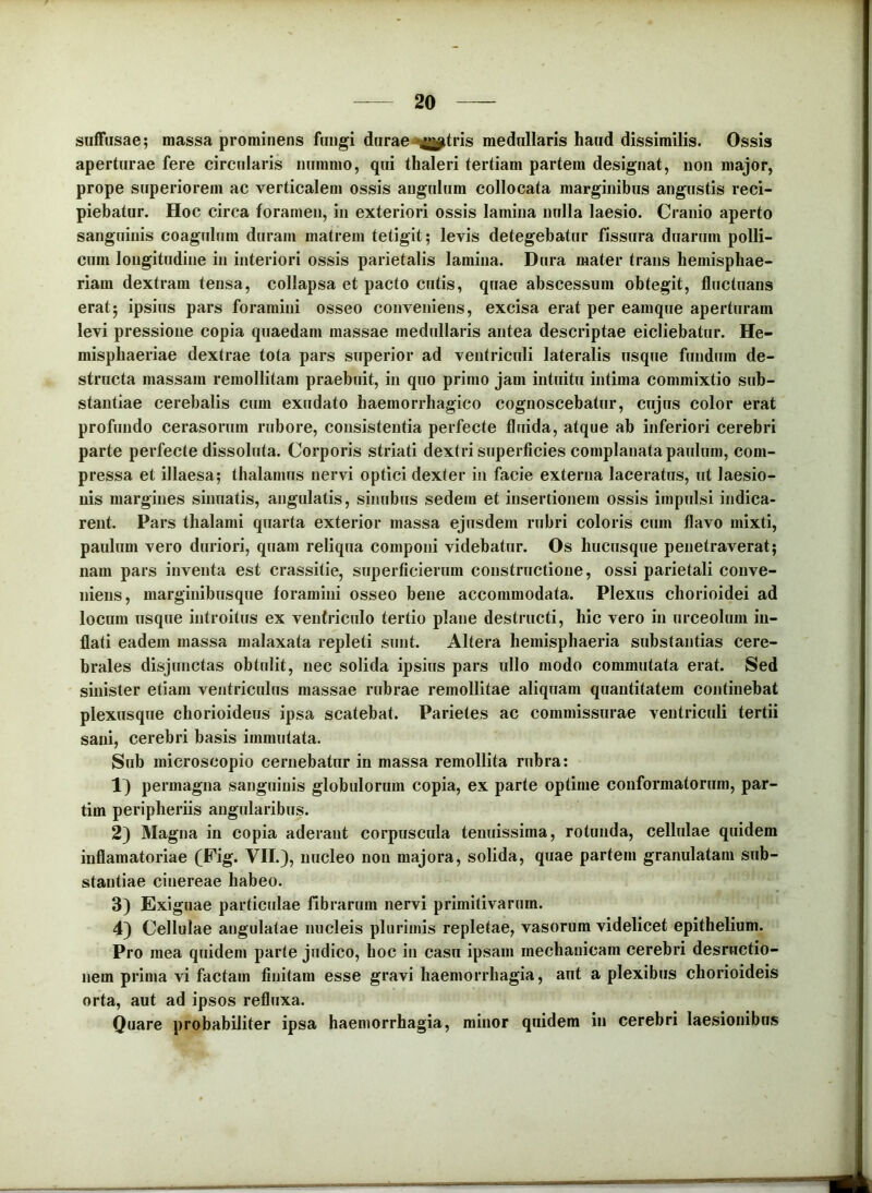 suffusae; massa prominens fungi durae-«^[ptris medullaris haud dissimilis. Ossis aperturae fere circularis nummo, qui thaleri tertiam partem designat, non major, prope superiorem ac verticalem ossis angulum collocata marginibus angustis reci- piebatur. Hoc circa foramen, in exteriori ossis lamina nulla laesio. Cranio aperto sanguinis coagidum duram matrem tetigit; levis detegebatur fissura duarum polli- cum longitudine in interiori ossis parietalis lamina. Dura mater trans hemisphae- riam dextram tensa, collapsa et pacto cutis, quae abscessum obtegit, fluctuans erat; ipsius pars foramini osseo conveniens, excisa erat per eamque aperturam levi pressione copia quaedam massae medullaris antea descriptae eicliebatur. He- misphaeriae dextrae tota pars superior ad ventriculi lateralis usque fundum de- structa massam remollitam praebiiit, in quo primo jam intuitu intima commixtio sub- stantiae cerebalis cum exudato haemorrhagico cognoscebatur, cujus color erat profundo cerasorum rubore, consistentia perfecte flriida, atque ab inferiori cerebri parte perfecte dissoluta. Corporis striati dextri superficies complanata paulum, com- pressa et illaesa; thalamus nervi optici dexter in facie externa laceratus, ut laesio- nis margines sinuatis, angulatis, sinubus sedem et insertionem ossis impulsi indica- rent. Pars thalami quarta exterior massa ejusdem rubri coloris cum flavo mixti, paulum vero duriori, quam reliqua componi videbatur. Os hucusque penetraverat; nam pars inventa est crassitie, superficierum constructione, ossi parietali conve- niens, marginibusque foramini osseo bene accommodata. Plexus chorioidei ad locum usque introitus ex ventriculo tertio plane destructi, hic vero in urceolum in- flati eadem massa malaxata repleti sunt. Altera hemisphaeria substantias cere- brales disjunctas obtcdit, nec solida ipsius pars ullo modo commutata erat. Sed sinister etiam ventriculus massae rubrae remollitae aliquam quantitatem continebat plexusque chorioideus ipsa scatebat. Parietes ac commissurae ventriculi tertii sani, cerebri basis immutata. Sub microscopio cernebatur in massa remollita rubra: Ij permagna sanguinis globulorum copia, ex parte optime conformatorum, par- tim peripheriis angularibus. 2) Magna in copia aderant corpuscula tenuissima, rotunda, cellulae quidem inflamatoriae (Fig. VII.), nucleo non majora, solida, quae partem granulatam sub- stantiae cinereae habeo. 3) Exiguae particidae fibrarum nervi primitivarum. 4) Cellulae angulatae nucleis plurimis repletae, vasorum videlicet epithelium. Pro mea quidem parte judico, hoc in casu ipsam mechanicam cerebri desructio- nem prima vi factam finitam esse gravi haemorrhagia, aut a plexibus chorioideis orta, aut ad ipsos refluxa. Quare probabiliter ipsa haemorrhagia, minor quidem in cerebri laesionibus