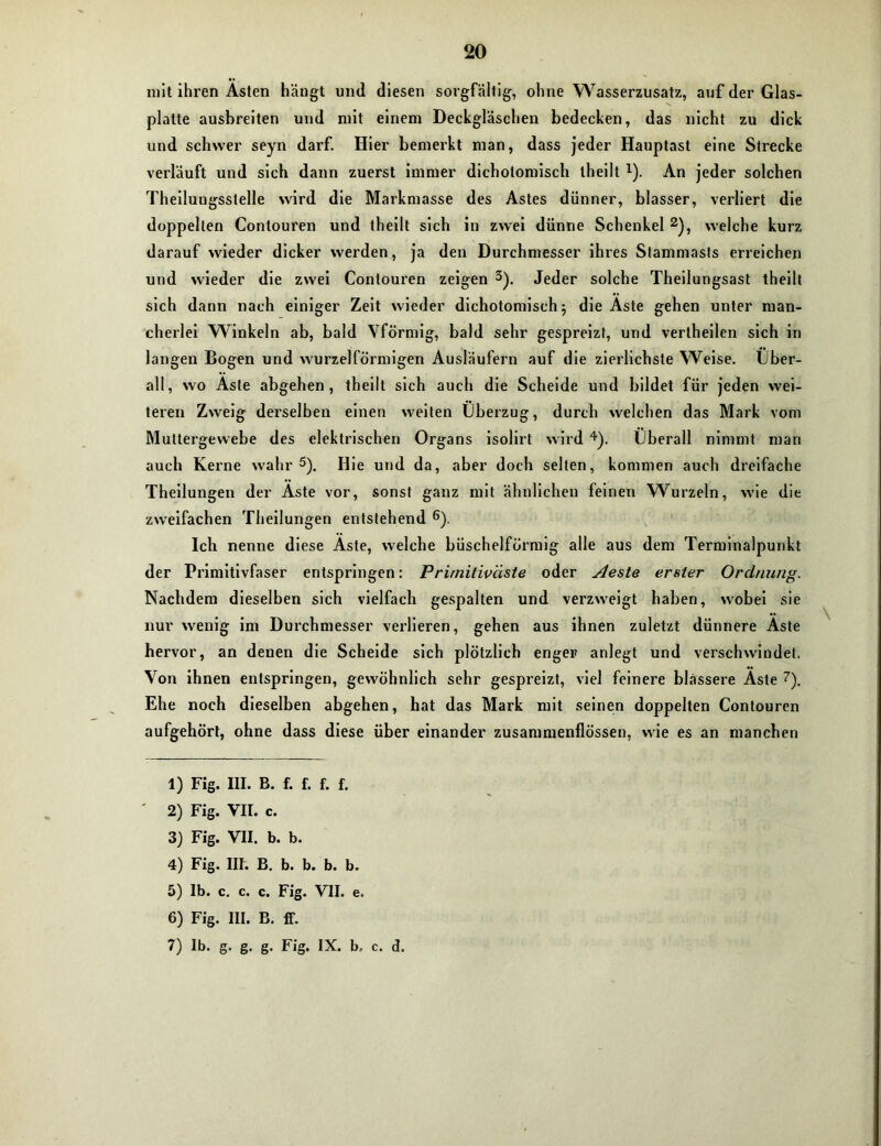 mit ihren Ästen hängt und diesen sorgfältig, ohne Wasserzusatz, auf der Glas- platte ausbreiten und mit einem Deckgläschen bedecken, das nicht zu dick und schwer seyn darf. Hier bemerkt man, dass jeder Hauptast eine Strecke verläuft und sich dann zuerst immer dichotomisch theilt 1). An jeder solchen Theilungsslelle wird die Markmasse des Astes dünner, blasser, verliert die doppelten Contouren und theilt sich in zwei dünne Schenkel 2), welche kurz darauf wieder dicker werden, ja den Durchmesser ihres Stammasts erreichen und wieder die zwei Contouren zeigen 3). Jeder solche Theilungsast theilt sich dann nach einiger Zeit wieder dichotomisch ; die Äste gehen unter man- cherlei Winkeln ab, bald Vförmig, bald sehr gespreizt, und verlheilen sich in langen Bogen und wurzelförmigen Ausläufern auf die zierlichste Weise. Über- all, wo Aste abgehen, theilt sich auch die Scheide und bildet für jeden wei- teren Zweig derselben einen weiten Überzug, durch welchen das Mark vom Muttergewebe des elektrischen Organs isolirt wird 4). Überall nimmt man auch Kerne wahr5). Hie und da, aber doch selten, kommen auch dreifache Theilungen der Äste vor, sonst ganz mit ähnlichen feinen Wurzeln, wie die zweifachen Theilungen entstehend 6). Ich nenne diese Äste, welche büschelförmig alle aus dem Terminalpunkt der Primitivfaser entspringen: Prirnitivciste oder Aeste erster Ordnung. Nachdem dieselben sich vielfach gespalten und verzweigt haben, wobei sie nur wenig im Durchmesser verlieren, gehen aus ihnen zuletzt dünnere Äste hervor, an denen die Scheide sich plötzlich enger anlegt und verschwindet. Von ihnen entspringen, gewöhnlich sehr gespreizt, viel feinere blässere Äste 7). Ehe noch dieselben abgehen, hat das Mark mit seinen doppelten Contouren aufgehört, ohne dass diese über einander zusammenflössen, wie es an manchen 1) Fig. III. B. f. f. f. f. ' 2) Fig. VII. c. 3) Fig. VII. b. b. 4) Fig. III. B. b. b. b. b. 5) Ib. c. c. c. Fig. VII. e. 6) Fig. III. B. ff. 7) Ib. g. g. g. Fig. IX. b. c. «3.