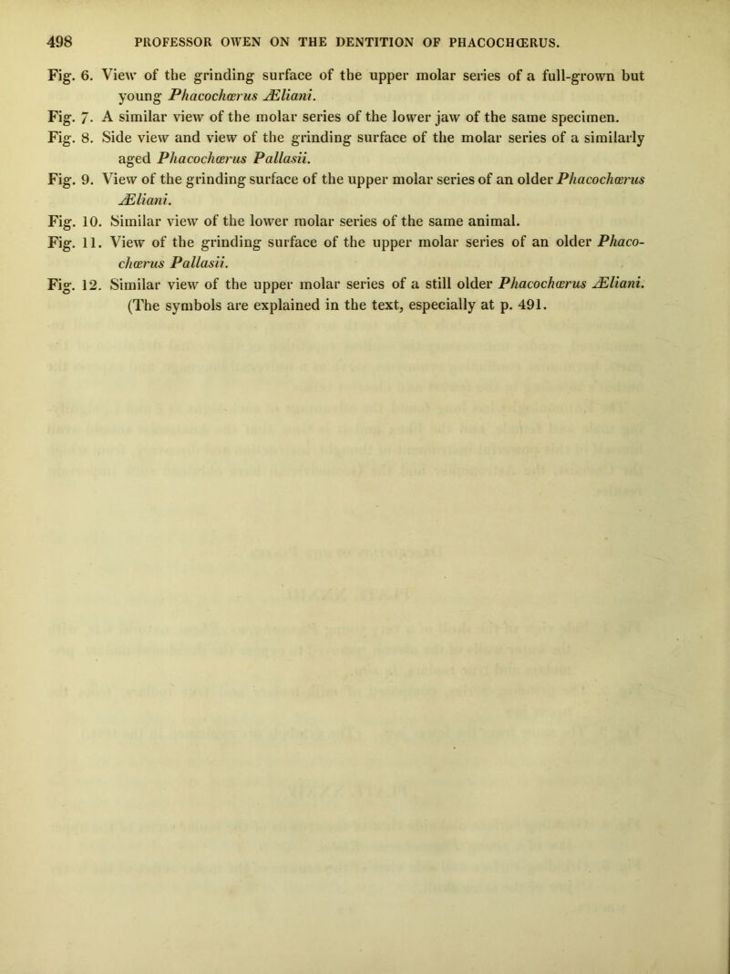 Fig. 6. View of the grinding surface of the upper molar series of a full-grown but young Phacochcerus uEliani. Fig. 7* A similar view of the molar series of the lower jaw of the same specimen. Fig. 8. Side view and view of the grinding surface of the molar series of a similarly aged Phacochcerus Pallasii. Fig. 9. View of the grinding surface of the upper molar series of an older Phacochcerus jEliani. Fig. 10. Similar view of the lower molar series of the same animal. Fig. 11. View of the grinding surface of the upper molar series of an older Phaco- chcerus Pallasii. Fig. 12, Similar view of the upper molar series of a still older Phacochcerus j^liani. (The symbols are explained in the text, especially at p. 491.
