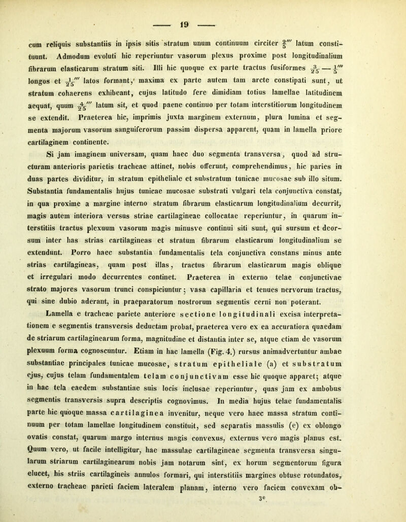 cum reliquis substantiis in ipsis sitis 'stratum unum continuum circiter latum consti- tuunt. Admodum evoluti hic reperiuntur vasorum plexus proxime post longitudinalium fibrarum elasticarum stratum siti. Illi hic quoque ex parte tractus fusiformes longos et latos formant,* maxima ex parte autem tara arcte constipati sunt, ut stratum cohaerens exhibeant, cujus latitudo fere dimidiam totius lamellae latitudinem aequat, quum latura sit, et quod paene continuo per totam interstitiorum longitudinem se extendit. Praeterea hic, imprimis juxta marginem externum, plura lumina et seg- menta majorum vasorum sanguiferorum passim dispersa apparent, quam in lamella priore cartilaginem continente. Si jam imaginem universam, quam haec duo segmenta transversa, quod ad stru- cturam anterioris parietis tracheae attinet, nobis offerunt, comprehendimus, hic paries in duas partes dividitur, in stratum epitheliale et substratum tunicae mucosae sub illo situm. Substantia fundamentalis hujus tunicae mucosae substrati vulgari tela conjunctiva constat, in qua proxime a margine interno stratum fibrarum elasticarum longitudinalium decurrit, magis autem interiora versus striae cartilagineae collocatae reperiuntur, in quarum in- terstitiis tractus plexuum vasorum magis minusve continui siti sunt, qui sursum et deor- sum inter has strias cartilagineas et stratum fibrarum elasticarum longitudinalium se extendunt. Porro haec substantia fundamentalis tela conjunctiva constans minus ante strias cartilagineas, quam post illas, tractus fibrarum elasticarum magis oblique et irregulari modo decurrentes continet. Praeterea in externo telae conjunctivae strato majores vasorum trunci conspiciuntur 5 vasa capillaria et tenues nervorum tractus, qui sine dubio aderant, in praeparatorum nostrorum segmentis cerni non poterant. Lamella e tracheae pariete anteriore sectione longitudinali excisa interpreta- tionem e segmentis transversis deductam probat, praeterea vero ex ea accuratiora quaedam de striarum cartilaginearum forma, magnitudine et distantia inter se, atque etiam de vasorum plexuum forma cognoscuntur. Etiam in hac lamella (Fig. 4.) rursus animadvertuntur ambae substantiae principales tunicae mucosae, stratum epitheliale (a) et substratum ejus, cujus telam fundamentalem telam conjunctivam esse hic quoque apparet5 atque in hac tela eaedem substantiae suis locis inclusae reperiuntur, quas jam ex ambobus segmentis transversis supra descriptis cognovimus. In media hujus telae fundamentalis parte hic quoque massa cartilaginea invenitur, neque vero haec massa stratum conti- nuum per totam lamellae longitudinem constituit, sed separatis massulis (e) ex oblongo ovatis constat, quarum margo internus magis convexus, externus vero magis planus esL Quum vero, ut facile intelligitur, hae massulae cartilagineae segmenta transversa singu- larum striarum cartilaginearum nobis jam notarum sint, ex horum segmentorum figura elucet, his striis cartilagineis annulos formari, qui interstitiis margines obtuse rotundatos, externo tracheae parieti faciem lateralem planam, interno vero faciem convexam ob-