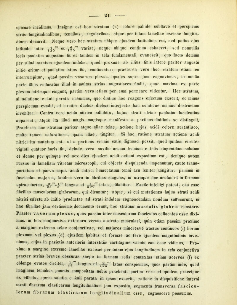 spicuae incidimus. Insigne est hoc stratum (k) colore pallide subllavo et perspicuis striis longitudinalibus, tenuibus, regularibus, atque per totam lamellae excisae longitu- dinem decurrit. Neque vero hoc stratum ubique ejusdem latitudinis est, sed potius ejus latitudo inter et variat, neque ubique continuo cohaeret, sed nonnullis locis paulatira angustius fit et tandem in tela fundamentali evanescit, quo facto demum per aliud stratum ejusdem indolis, quod proxime ab illius finis latere pariter angusto initio oritur et paulatim latius fit, continuatur; praeterea vero hoc stratum etiam eo interrumpitur, quod passim vasorum plexus, quales supra jam cognovimus, in media parte illius collocatus illud in multas strias augustiores findit, quae maxima ex parte plexum utrimque cingunt, partim vero etiam per eum permeare videntur. Hoc stratura, si solutione e kali parata imbuimus, quo diutius hoc reagens elFectum exserit, eo minus perspicuum evadit, et circiter duobus diebus interjectis hac solutione omnino destructum invenitur. Contra vero acido nitrico adhibito, hujus strati striae paulatim luculentius apparent, atque ita illud magis magisque manifesto a partibus finitimis se distinguit. Praeterea hoc stratum pariter atque aliae telae, actione hujus acidi colore aurantiaco, multo tamen saturatiore, quam illae, tingitur. Si hac ratione stratum actione acidi nitrici ita mutatuin est, ut a partibus vicinis satis dignosci possit, quod quidem circiter viginti quatuor horis fit, deinde vero auxilio acuum tenuium e telis cingentibus solutum et denuo per quinque vel sex dies ejusdem acidi actioni expositum est, denique autem rursus in lamellam vitream microscopii, cui objecta disquirenda imponuntur, caute trans- portatum et parva copia acidi nitrici humectatum tenui acu leniter tangitur: primum in fasciculos majores, tandem vero in fibrillas singulas, in utroque fine acutas et in formam spirae tortas, longas et 5^'' latas, dilabitur. Facile intelligi potest, eas esse fibrillas musculorum glabrorum, qui dicuntur; atque, si cui mutationes hujus strati acidi nitrici effectu ab initio productae ad strati indolem cognoscendam nondum suffecerunt, ei hae fibrillae jam certissimo documento erunt, hoc stratum musculis glabris constare. Praeter vasorum plexus, quos passim inter musculorum fasciculos collocatos esse dixi- mus, in tela conjunctiva exteriora versus a strato musculari, quin etiam passim proxime a margine extremo telae conjunctivae, vel majores minor es ve tractus continuos (i) horum plexuum vel plexus (d) ejusdem habitus et formae ac fere ejusdem magnitudinis inve- nimus, cujus in parietis anterioris interstitiis cartilagine vacuis eos esse vidimus. Pro- xime a margine extremo lamellae excisae per totam ejus longitudinem in tela conjunctiva praeter strias breves obscuras saepe in formam retis contextas etiam acervos (I) ex oblongo ovatos circiter, longos et latos conspicimus, quos partim inde, quod imaginem tenuibus punctis compositam nobis praebent, partim vero et quidem praecipue ex effectu, quem solutio e kali parata in ipsos exserit, ratione in disquisitione interni strati fibrarum elasticarum longitudinalium jam exposita, segmenta transversa fascicu- lorum fibrarum elastirarum longitudinalium esse, cognoscere possumus.