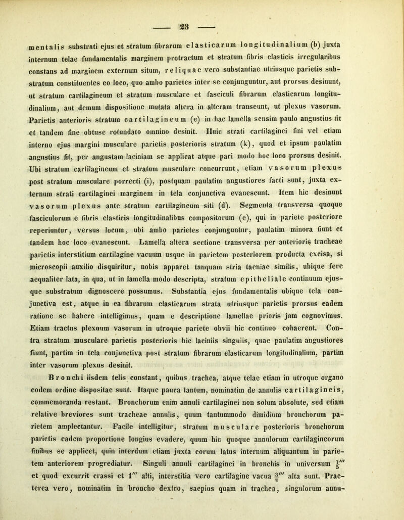 mentalis substrati ejus et stratum fibrarum elasticarum longitudinalium (b) juxta internum telae fundamentalis marginem protractum et stratum fibris elasticis irregularibus constans ad marginem externum situm, reliquae vero substantiae utriusque parietis sub- stratum constituentes eo loco, quo ambo parietes inter se conjunguntur, aut prorsus desinunt, ut stratum cartilagineum et stratum musculare et fasciculi fibrarum elasticarum longitu- dinalium, aut demum dispositione mutata altera in alteram transeunt, ut plexus vasorum. Parietis anterioris stratum cartilagineum (e) in hac lamella sensim paulo angustius fit et tandem fine obtuse rotundato omnino desinit. Huic strati cartilaginei fini vel etiam interno ejus margini musculare parietis posterioris stratum (k), quod et ipsum paulatim angustius fit, per angustam laciniam se applicat atque pari modo hoc loco prorsus desinit. Ubi stratura cartilagineum et stratum musculare concurrunt, etiam vasorum plexus post stratura musculare porrecti (i), postquam paulatim angustiores facti sunt, juxta ex- ternum strati cartilaginei marginem in tela conjunctiva evanescunt. Item hic desinunt vasorum plexus ante stratum cartilagineum siti (d). Segmenta transversa quoque fasciculorum e fibris elasticis longitudinalibus compositorum (e), qui in pariete posteriore reperiuntur, versus locum, ubi arabo parietes conjunguntur, paulatim minora fiunt et tandem hoc loco evanescunt. Lamella altera sectione transversa per anterioris tracheae parietis interstitium cartilagine vacuum usque in parietem posteriorem producta excisa, si roicroscopii auxilio disquiritur, nobis apparet tanquam stria taeniae similis, ubique fere aequaliter lata, in qua, ut in lamella modo descripta, stratum epitheliale continuum ejus- que substratum dignoscere possumus. Substantia ejus fundamentalis ubique tela con- junctiva est, atque in ea fibrarum elasticarum strata utriusque parietis prorsjis eadem ratione se habere intelligimus, quam e descriptione lamellae prioris jam cognovimus. Etiam tractus plexuum vasorum in utroque pariete obvii hic continuo cohaerent. Con- tra stratum musculare parietis posterioris hic laciniis singulis, quae paulatim angustiores fiunt, partim in tela conjunctiva post stratum fibrarum elasticarum longitudinalium, partim inter vasorum plexus desinit. Bronchi iisdem telis constant, quibus trachea, atque telae etiam in utroque organo eodem ordine dispositae sunt. Itaque pauca tantum, nominatim de annulis cartilagineis, commemoranda restant. Bronchorum enim annuli cartilaginei non solum absolute, sed etiam relative breviores sunt tracheae annulis, quum tantummodo dimidium bronchorum pa- rietem amplectantur. Facile intelligitur, stratum musculare posterioris bronchorum parietis eadem proportione longius evadere, quum hic quoque annulorum cartilagineorum finibus se applicet, quin interdum etiam juxta eorum latus internum aliquantum in parie- tem anteriorem progrediatur. Singuli annuli cartilaginei in bronchis in universum et quod excurrit crassi et 1' alti, interstitia vero cartilagine vacua alta sunt. Prae- terea vero, nominatim in broncho dextro, saepius quam in trachea, singulorum annu-