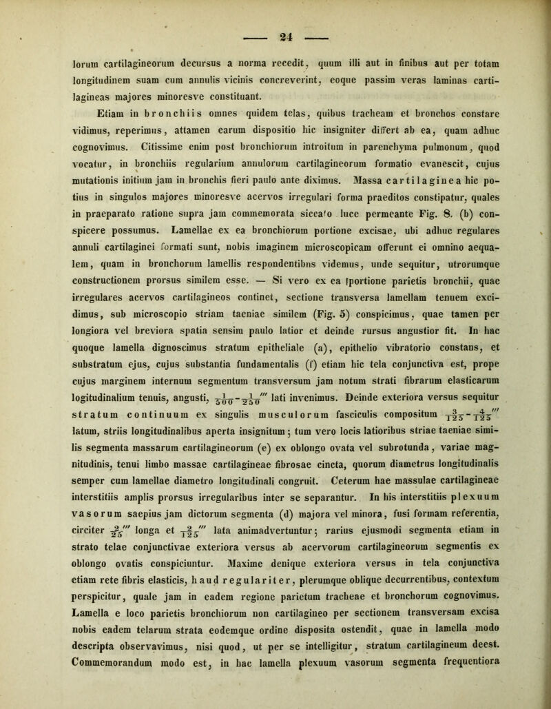 longitudinem suam cum annulis vicinis concreverint, eoque passim veras laminas carti- lagineas majores rainoresve constituant. Etiam in bronchiis omnes quidem telas, quibus tracheam et bronchos constare vidimus, reperimus, attamen earum dispositio hic insigniter differt ab ea, quam adhuc cognovimus. Citissime enim post bronchiorum introitum in parenchyma pulmonum, quod vocatur, in bronchiis regularium annulorura cartilagineorum formatio evanescit, cujus mutationis initium jam in bronchis fieri paulo ante diximus. Massa cartilaginea hic po- tius in singulos majores minoresve acervos irregulari forma praeditos constipatur, quales in praeparato ratione supra jam commemorata siccafo luce permeante Fig. 8. (b) con- spicere possumus. Lamellae ex ea bronchiorum portione excisae, ubi adhuc regulares annuli cartilaginei formati sunt, nobis imaginem microscopicam offerunt ei omnino aequa- lem, quam in bronchorum lamellis respondentibus videmus, unde sequitur, utrorumque constructionem prorsus similem esse. — Si vero ex ea fportione parietis bronchii, quae irregulares acervos cartilagineos continet, sectione transversa lamellam tenuem exci- dimus, sub microscopio striam taeniae similem (Fig. 5) conspicimus, quae tamen per longiora vel breviora spatia sensim paulo latior et deinde rursus angustior fit. In hac quoque lamella dignoscimus stratum epitheliale (a), epithelio vibratorio constans, et substratum ejus, cujus substantia fundamentalis (f) etiam hic tela conjunctiva est, prope cujus marginem internum segmentum transversum jam notum strati fibrarum elasticarum logitudinalium tenuis, angusti, invenimus. Deinde exteriora versus sequitur stratum continuum ex singulis musculorum fasciculis compositum latum, striis longitudinalibus aperta insignitum 5 tum vero locis latioribus striae taeniae simi- lis segmenta massarum cartilagineorum (e) ex oblongo ovata vel subrotunda, variae mag- nitudinis, tenui limbo massae cartilagineae fibrosae cincta, quorum diametrus longitudinalis semper cum lamellae diametro longitudinali congruit. Ceterum hae massulae cartilagineae interstitiis amplis prorsus irregularibus inter se separantur. In his interstitiis plexuum vasorum saepius jam dictorum segmenta (d) majora vel minora, fusi formam referentia, circiter longa et lata animadvertuntur5 rarius ejusmodi segmenta etiam in strato telae conjunctivae exteriora versus ab acervorum cartilagineorum segmentis ex oblongo ovatis conspiciuntur. Maxime denique exteriora versus in tela conjunctiva etiam rete fibris elasticis, haud regulariter, plerumque oblique decurrentibus, contextum perspicitur, quale jam in eadem regione parietum tracheae et bronchorum cognovimus. Lamella e loco parietis bronchiorum non cartilagineo per sectionem transversam excisa nobis eadem telarum strata eodemque ordine disposita ostendit, quae in lamella modo descripta observavimus, nisi quod, ut per se intelligitur, stratum cartilagineum deest. Commemorandum modo est, in hac lamella plexuum vasorum segmenta frequentiora
