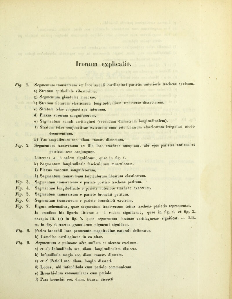 Fig. 2 Fig. 3 Fig. 4 Fig. 5 Fig. 6 Fig. 7 Fig. Fig. a) Stratum epitheliale vibratoriura. g) Segmentum glandulae mucosae. b) Stratum librarum elasticarum longitudinalium transverse dissectarum. c) Stratum telae conjunctivae iuternum. d) Plexus vasorum sanguiferoram. e) Segmentum aunuli cartilaginei (secundum diametrum longitudinalem). f) Stratum telae conjunctivae externum cum reti fibrarum elasticarum irregulari mode decurrentium. h) Vas sanguiferum sec. diam, transv. dissectum. Segmentum transversum ex illo loco tracheae sumptum, ubi ejus parietes anticus et posticus sese conjungunt. Litterae: a—h eadem significant, quae iu fig. 1. k) Segmentum longitudinale fasciculorum musculorum. i) Plexus vasorum sanguiferornm. l) Segmentum transversum fasciculorum fibrarum elastic.arum. . Segmentum transversum e pariete postico tracheae petitum. Segmentum longitudinale e pariete autcriore tracheae exsectum. . Segmentum transversum e pariete bronchii petitum. Segmentum transversum e pariete bronchioli excisum. . Figura schematica, quae segmentum transversum totius tracheae parietis repraesentat. In omnibus his figuris litterae a — 1 eadem significant, quae in fig. 1. et fig. 2. excepta Iit. (e) in fig. 5. quae segmentum laminae cartilagineae significat. — Lit» m. in fig. 6 tractus grauularum pigmenti significat. ». Paries bronchii luce permeante magnitudine naturali delineatus. b) Lamellae cartilagineae in eo sitae. I. Segmentum e pulmone aere sufflato et siccato excisum. a) et a') Infundibula sec. diam, longitudinalem dissect.a. b) Infundibula magis sec. diam, transv. dissecta. c) et c' Petioli sec. diam, longit. dissecti. d) Locus, ubi infundibula cum petiolo communicant. e) Bronchiolum communicans cum petiolo. f) Pars bronchii sec. diam, transv. dissecti.