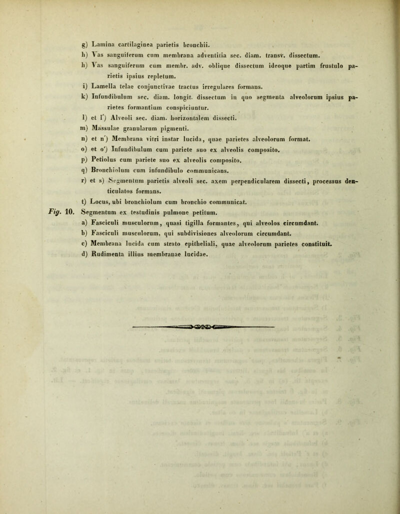 g) Lamina cartilagiaea parietis bronchii. h) Vas sauguiterum ciim membrana adventitia sec. diam, transv. dissectum. h) ^^as sanguiferum cum membr. adv, oblique dissectum ideoque partim frustulo pa- rietis ipsius repletum. i) Lamella telae conjunctivae tractus irregulares formans. k) Infundibulum sec. diam, longit. dissectum in quo segmenta alveolorum ipsius pa- rietes formantium conspiciuntur, l) et 1) Alveoli sec. diam, horizontalem dissecti. m) Massulae granularum pigmenti. n) et n') Membrana vitri instar lucida, quae parietes alveolorum format. o) et o') Infundibulum cum pariete suo ex alveolis com^tosito. p) Petiolus cum pariete suo ex alveolis composito. q) Bronchiolum cum infundibulo communicans. r) et s) Segmentum parietis alveoli sec. axem perpendicularem dissecti, processus den- ticulatos formans. t) Locus, ubi bronchiolum cum bronchio communicat. Fig. 10. Seg mentum ex testudinis pulmone petitum. a) Fasciculi musculorum, quasi tigilla formantes, qui alveolos circumdant. b) Fasciculi musculorum, qui subdivisiones alveolorum circumdant. c) Membrana lucida cum strato epitheliali, quae alveolorum parietes constituit. d) Rudimenta illius membranae lucidae.