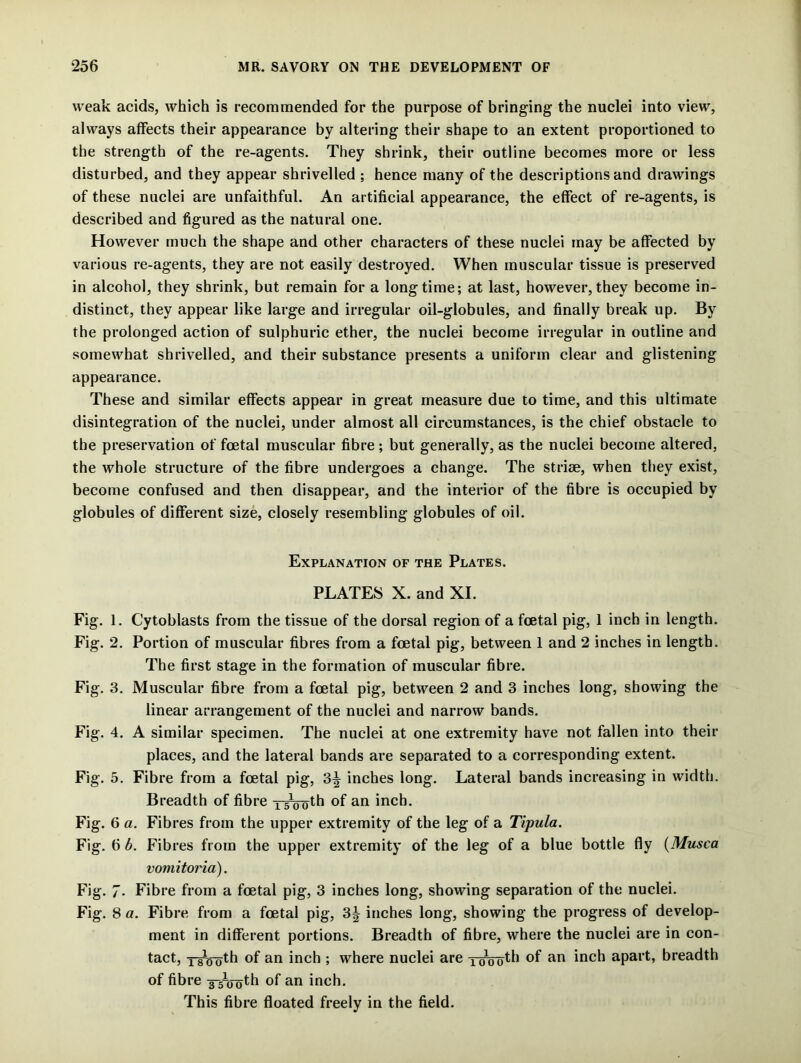 weak acids, which is recommended for the purpose of bringing the nuclei into view, always affects their appearance by altering their shape to an extent proportioned to the strength of the re-agents. They shrink, their outline becomes more or less disturbed, and they appear shrivelled ; hence many of the descriptions and drawings of these nuclei are unfaithful. An artificial appearance, the effect of re-agents, is described and figured as the natural one. However much the shape and other characters of these nuclei may be affected by various re-agents, they are not easily destroyed. When muscular tissue is preserved in alcohol, they shrink, but remain for a longtime; at last, however, they become in- distinct, they appear like large and irregular oil-globules, and finally break up. By the prolonged action of sulphuric ether, the nuclei become irregular in outline and somewhat shrivelled, and their substance presents a uniform clear and glistening appearance. These and similar effects appear in great measure due to time, and this ultimate disintegration of the nuclei, under almost all circumstances, is the chief obstacle to the preservation of foetal muscular fibre; but generally, as the nuclei become altered, the whole structure of the fibre undergoes a change. The striae, when they exist, become confused and then disappear, and the interior of the fibre is occupied by globules of different size, closely resembling globules of oil. Explanation of the Plates. PLATES X. and XI. Fig. 1. Cytoblasts from the tissue of the dorsal region of a foetal pig, 1 inch in length. Fig. 2. Portion of muscular fibres from a foetal pig, between 1 and 2 inches in length. The first stage in the formation of muscular fibre. Fig. 3. Muscular fibre from a foetal pig, between 2 and 3 inches long, showing the linear arrangement of the nuclei and narrow bands. Fig. 4. A similar specimen. The nuclei at one extremity have not fallen into their places, and the lateral bands are separated to a corresponding extent. Fig. 5. Fibre from a foetal pig, 3^ inches long. Lateral bands increasing in width. Breadth of fibre jwoth of an inch. Fig. 6 a. Fibres from the upper extremity of the leg of a Tipula. Fig. 6 b. Fibres from the upper extremity of the leg of a blue bottle fly (Musca vomitoria). Fig. 7- Fibre from a foetal pig, 3 inches long, showing separation of the nuclei. Fig. 8 a. Fibre from a foetal pig, 3^ inches long, showing the progress of develop- ment in different portions. Breadth of fibre, where the nuclei are in con- tact, TWoth °f an inch ; where nuclei are roVoth of an inch apart, breadth of fibre ^joth of an inch. This fibre floated freely in the field.