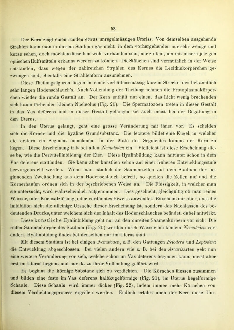 Der Kern zeigt einen runden etwas unregelmässigen Umriss. Von demselben ausgehende Strahlen kann man in diesem Stadium gar nicht, in dem vorhergehenden nur sehr wenige und kurze sehen, doch möchten dieselben wohl vorhanden sein, nur zu fein, um mit unsern jetzigen optischen Hülfsmitteln erkannt werden zu können. Die Stäbchen sind vermuthlich in der Weise entstanden, dass wegen der zahlreichen Strahlen des Kernes die Lecithinkörperchen ge- zwungen sind, ebenfalls eine Strahlenform anzunehmen. Diese Theilungsfiguren liegen in einer verhältnissmässig kurzen Strecke des bekanntlich sehr langen Hodenschlauch’s. Nach Vollendung der Theilung nehmen die Protoplasmakörper- chen wieder die runde Gestalt an. Der Kern enthält nur einen, das Licht wenig brechenden sich kaum färbenden kleinen Nucleolus (Fig. 20). Die Spermatozoen treten in dieser Gestalt in das Vas deferens und in dieser Gestalt gelangen sie auch meist bei der Begattung in den Uterus. In den Uterus gelangt, geht eine grosse Veränderung mit ihnen vor. Es scheiden sich die Körner und die hyaline Grundsubstanz. Die letztere bildet eine Kugel, in welcher die erstem ein Segment einnehmen. In der Mitte des Segmentes kommt der Kern zu liegen. Diese Erscheinung tritt bei allen Nematoden ein. Vielleicht ist diese Erscheinung die- se be, wie die Perivitellinbildung der Eier. Diese Hyalinbildung kann mitunter schon in dem Vas deferens stattfinden. Sie kann aber künstlich schon auf einer früheren Entwicklungsstufe hervorgebracht werden. Wenn man nämlich die Saamenzellen auf dem Stadium der be- ginnenden Zweitheilung aus dem Hodenschlauch befreit, so quellen die Zellen auf und die Körnerhaufen ordnen sich in der beschriebenen Weise an. Die Flüssigkeit, in welcher man sie untersucht, wird wahrscheinlich aufgenommen. Dies geschieht, gleichgültig ob man reines Wasser, oder Kochsalzlösung, oder verdünntes Eiweiss anwendet. Es scheint mir aber, dass die Imbibition nicht die alleinige Ursache dieser Erscheinung ist, sondern das Nachlassen des be- deutenden Drucks, unter welchem sich der Inhalt des Hodenschlauches befindet, dabei mitwirkt. Diese künstliche Hyalinbildung geht nur an den unreifen Saamenkörpern vor sich. Die reifen Saamenkörper des Stadium (Fig. 20) werden durch Wasser bei keinem Nematoden ver- ändert, Hyalinbildung findet bei denselben nur im Uterus statt. Mit diesem Stadium ist bei einigen Nematoden^ z. B. den Gattungen Pelodera und Leptodera die Entwicklung abgeschlossen. Bei vielen andern wie z. B. bei den Hsca?’25arten geht nun eine weitere Veränderung vor sich, welche schon im Vas deferens beginnen kann, meist aber erst im Uterus beginnt und nur da zu ihrer Vollendung geführt wird. Es beginnt die körnige Substanz sich zu verdichten. Die Körnchen fliessen zusammen und bilden eine feste im Vas deferens halbkugelförmige (Fig. 21), im Uterus kegelförmige Schaale. Diese Schaale wird immer dicker (Fig. 22), indem immer mehr Körnchen von diesem Verdichtungsprocess ergriffen werden. Endlich erfährt auch der Kern diese Um-