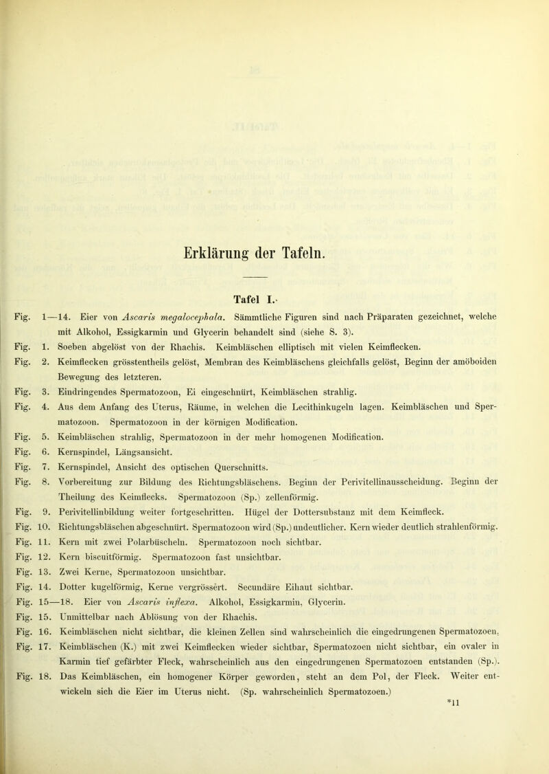 Erklärung der Tafeln. Tafel I.- Fig. 1—14. Eier von Ascaris megalocephala. Sämmtliche Figuren sind nach Präparaten gezeichnet, welche mit Alkohol, Essigkarmin und Glycerin behandelt sind (siehe S. 3). Fig. 1. Soeben abgelöst von der Rhachis. Keimbläschen elliptisch mit vielen Keimflecken. Fig. 2. Keimflecken grössteiitheils gelöst, Membran des Keimbläschens gleichfalls gelöst, Beginn der amöboiden Bewegung des letzteren. Fig. 3. Eindringendes Spermatozoon, Ei eingeschnürt, Keimbläschen strahlig. Fig. 4. Aus dem Anfang des Uterus, Räume, in welchen die Lecithinkugeln lagen. Keimbläschen und Sper- matozoon. Spermatozoon in der körnigen Modification. Fig. 5. Keimbläschen strahlig, Spermatozoon in der mehr homogenen Modification. Fig. 6. Kernspindel, Längsansicht. Fig. 7. Kernspindel, Ansicht des optischen Querschnitts. Fig. 8. Vorbereitung zur Bildung des Richtuugsbläschens. Beginn der Perivitellinausscheidung. Beginn der Theilung des Keimflecks. Spermatozoon (Sp.) zellenförmig. Fig. 9. Perivitellinbildung weiter fortgeschritten. Hügel der Dottersubstanz mit dem Keimfleck. Fig. 10. Richtungsbläschen abgeschnürt. Spermatozoon wird (Sp.) undeutlicher. Kern wieder deutlich strahlenförmig. Fig. 11. Kern mit zwei Polarbüscheln. Spermatozoon noch sichtbar. Fig. 12. Kern biscuitförmig. Spermatozoon fast unsichtbar. Fig. 13. Zwei Kerne, Spermatozoon unsichtbar. Fig. 14. Dotter kugelförmig, Kerne vergrössert. Secundäi’e Eihaut sichtbar. Fig. 15—18. Eier von Ascaris inflexa. Alkohol, Essigkarmin, Glycerin. Fig. 15. Unmittelbar nach Ablösung von der Rhachis. Fig. 16. Keimbläschen nicht sichtbar, die kleinen Zellen sind wahrscheinlich die eiugedi'ungenen Spermatozoen, Fig. 17. Keimbläschen (K.) mit zwei Keimflecken wieder sichtbar, Spermatozoen nicht sichtbar, ein ovaler in Kannin tief gefärbter Fleck, wahrscheinlich aus den eingedi'ungenen Spermatozoen entstanden (Sp.). Fig. 18. Das Keimbläschen, ein homogener Körper geworden, steht an dem Pol, der Fleck. Weiter ent- wickeln sich die Eier im Uterus nicht. (Sp. wahrscheinlich Spermatozoen.)