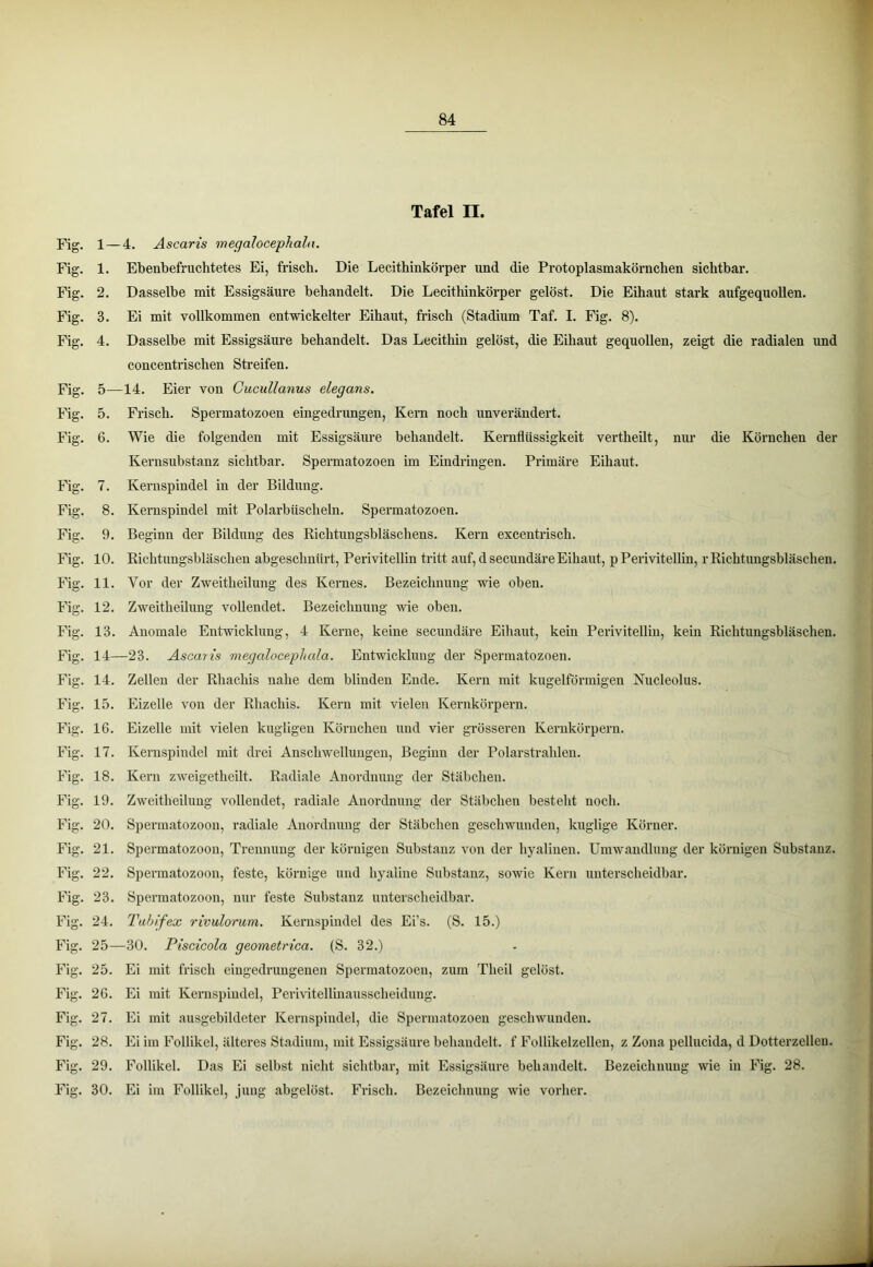 1 84 Tafel n. Fig. 1- Fig. 1. Fig. 2. Fig. 3. Fig. 4. Fig. 5- Fig. 5. Fig. 6. Fig. 7. Fig. 8. Fig. 9. Fig. 10. Fig. 11. Fig. 12. Fig. 13. Fig. 14- Fig. 14. Fig. 15. Fig. 16. Fig. 17. Fig. 18. Fig. 19. Fig. 20. Fig. 21. Fig. 22. Fig. 23. Fig. 24. -4. Ascaris megalocephala. Ebenbefruchtetes Ei, frisch. Die Lecithinkörper und die Protoplasmakörnchen sichtbar. Dasselbe mit Essigsäure behandelt. Die Lecithinkörper gelöst. Die Eihaut stark aufgequollen. Ei mit vollkommen entwickelter Eihaut, frisch (Stadium Taf. I. Fig. 8). Dasselbe mit Essigsäure behandelt. Das Lecithin gelöst, die Eihaut gequollen, zeigt die radialen und concentrischen Streifen. -14. Eier von Gucullanus elegans. Frisch. Spermatozoon eingedrungen, Kern noch unverändert. Wie die folgenden mit Essigsäure behandelt. Kernflüssigkeit vertheilt, nur die Körnchen der Kernsubstanz sichtbar. Spermatozoen im Eindringen. Primäre Eihaut. Kernspindel in der Bildung. Kei’nspindel mit Polarbüscheln. Spermatozoen. Beginn der Bildung des Richtungsbläschens. Kern excentrisch. Richtungsbläschen abgeschnürt, Perivitellin tritt auf, dsecundäre Eihaut, p Perivitellin, rRichtimgsbläschen. Vor der Zweitheilung des Kernes. Bezeichnung wie oben. Zweitheilung vollendet. Bezeichnung wie oben. Anomale Entwicklung, 4 Kerne, keine secundäre Eihaut, kein Perivitellin, kein Richtungsbläschen. —23. Ascaiis megalocephala. Entwicklung der Spermatozoen. Zellen der Rhachis nahe dem blinden Ende. Kern mit kugelförmigen Nucleolus. Eizelle von der Rhachis. Kern mit vielen Kernkörpern. Eizelle mit vielen kugligeu Körnchen und vier grösseren Kernkörpern. Kernspindel mit drei Anschwellungen, Beginn der Polarstrahlen. Kern zweigetheilt. Radiale Anordnung der Stäbchen. Zweitheilung vollendet, radiale Anordnung der Stäbchen besteht noch. Spermatozoon, radiale Anordnung der Stäbchen geschwunden, kuglige Körner. Spermatozoon, Trennung der körnigen Substanz von der hyalinen. Umwandlung der körnigen Substanz. Spermatozoon, feste, körnige und hyaline Substanz, sowie Kern unterscheidbar. Spermatozoon, nur feste Substanz unterscheidbar. T'uhifex rivulorum. Kernspindel des Ei’s. (S. 15.) -30. Piscicola geometrica. (S. 32.) Ei mit frisch cingedrungenen Spermatozoen, zum Theil gelöst. Ei mit Kernspindel, Perivitellinausscheidung. Ei mit ausgebildeter Kernspindel, die Spermatozoen geschwunden. Ei im Follikel, ältei’es Stadium, mit Essigsäure behandelt, f Follikelzellen, z Zona pellucida, d Dotterzelleu. Follikel. Das Ei selbst nicht sichtbar, mit Essigsäure behandelt. Bezeichnung wie in Fig. 28. Ei im Follikel, jung abgelöst. Frisch. Bezeichnung wie vorher.