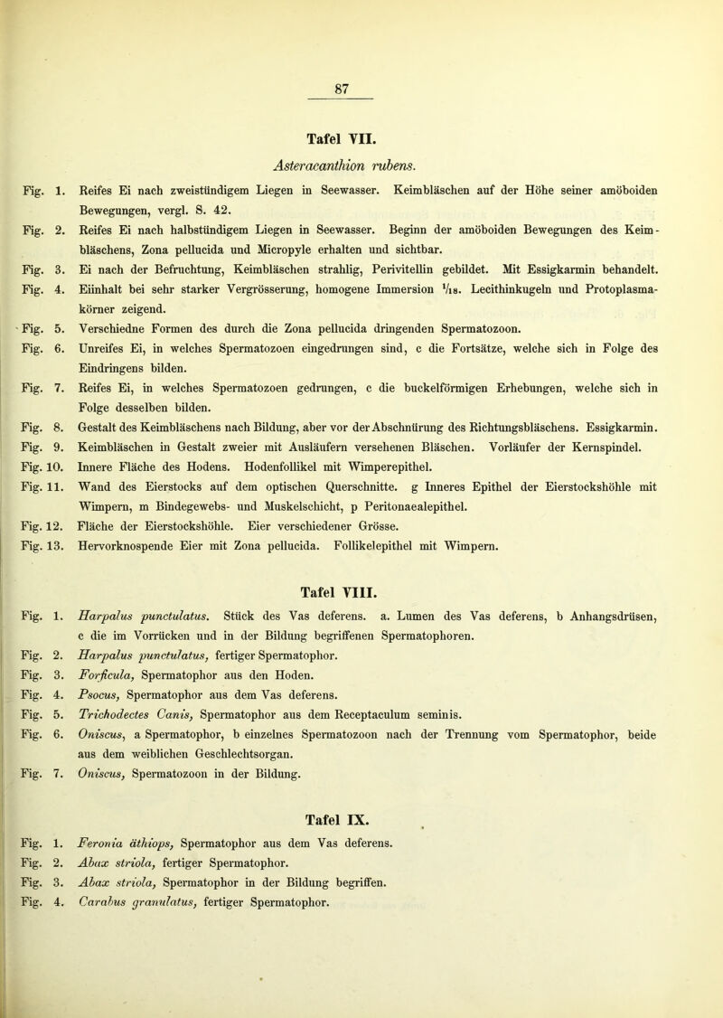 Fig. 1. Fig. 2. Fig. 3. Fig. 4. 'Fig. 5. Fig. 6. Fig. 7. Fig. 8. Fig. 9. ! Fig. 10. : Fig. 11. Fig. 12. Fig. 13. Fig. 1. Fig. 2. Fig. 3. Fig. 4. Fig. 5. Fig. 6. Fig. 7. Fig. 1. Fig. 2. Fig. 3. Fig. 4. Tafel VII. Asteracanthion ruhens. Reifes Ei nach zweistündigem Liegen in Seewasser. Keimbläschen auf der Höhe seiner amöboiden Bewegungen, vergl. S. 42. Reifes Ei nach halbstündigem Liegen in Seewasser. Beginn der amöboiden Bewegungen des Keim- bläschens, Zona pellucida und Micropyle erhalten und sichtbar. Ei nach der Befruchtung, Keimbläschen strahlig, Perivitellin gebildet. Mit Essigkarmin behandelt. Eiinhalt bei sehr starker Vergrösserung, homogene Immersion Vis. Lecithinkugeln und Protoplasma- körner zeigend. Verschiedne Formen des durch die Zona pellucida dringenden Spermatozoon. Unreifes Ei, in welches Spermatozoen eingedrungen sind, c die Fortsätze, welche sich in Folge des Eindringens bilden. Reifes Ei, in welches Spermatozoen gedrungen, c die buckelförmigen Erhebungen, welche sich in Folge desselben bilden. Gestalt des Keimbläschens nach Bildung, aber vor der Abschnürung des Richtungsbläschens. Essigkarmin. Keimbläschen in Gestalt zweier mit Ausläufern versehenen Bläschen. Vorläufer der Kernspindel. Innere Fläche des Hodens. Hodenfollikel mit Wimperepithel. Wand des Eierstocks auf dem optischen Querschnitte, g Inneres Epithel der Eierstockshöhle mit Wimpern, m Bindegewebs- und Muskelschicht, p Peritonaealepithel. Fläche der Eierstockshöhle. Eier verschiedener Grösse. Hervorknospende Eier mit Zona pellucida. Follikelepithel mit Wimpern. Tafel VIII. Harpalus punctulatus. Stück des Vas deferens. a. Lumen des Vas deferens, b Anhangsdrüsen, c die im Vorrücken und in der Bildung begriffenen Spermatophoren. Harpalus punctulatus, fertiger Spermatophor. Forßcula, Spermatophor aus den Hoden. Psocus, Spermatophor aus dem Vas deferens. Trichodectes Cants, Spermatophor aus dem Receptaculum seminis. Ontseus, a Spermatophor, b einzelnes Spennatozoon nach der Trennung vom Spermatophor, beide aus dem weiblichen Geschlechtsorgan, Oniscus, Spennatozoon in der Bildung. Tafel IX. Feronia äthiops, Spermatophor aus dem Vas deferens. Abax striola, fertiger Spermatophor. Ahax striola, Spennatophor in der Bildung begriffen. Carahus granulatus, fertiger Spermatophor.