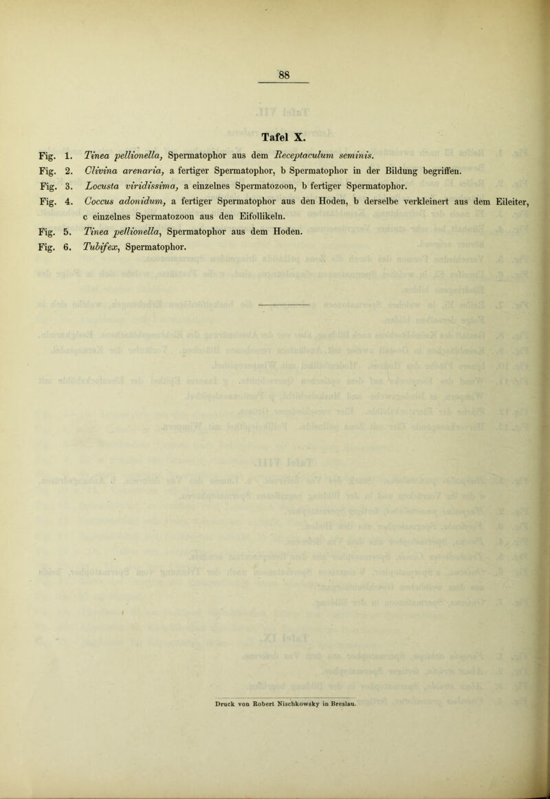 Tafel X. Fig. 1. Tinea pelKonella, Spermatophor aus dem Receptaculum semints. Fig. 2. Clivina arenaria, a fertiger Spennatophor, b Spermatophor in der Bildung begriffen. Fig. 3. Locusta viridissima, a einzelnes Spermatozoon, b fei’tiger Spennatophor. Fig. 4. Coccus adonidum, a fertiger Spermatophor aus den Hoden, b derselbe verkleinert aus dem Eileiter, c einzelnes Spermatozoon aus den Eifollikeln. Fig. 5. Tinea pellionella^ Spermatophor aus dem Hoden. Fig. 6. Tubifex^ Spermatophor. Druck von Robert Nischkowsky in Breslau.
