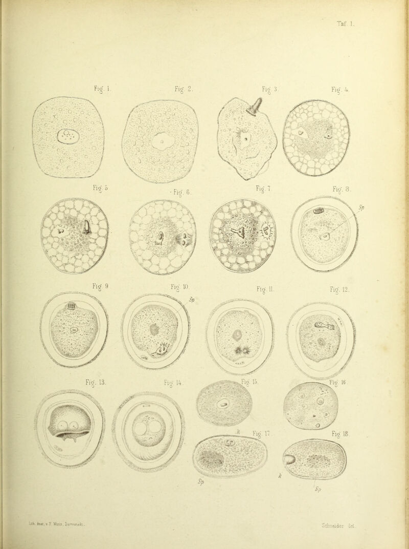 M‘.h. Anat.v 7 Winz. Darmslaot. Schneider del. Fig', 5 • Fig. 6. Fio'. 8. ■j Sp i' • ■ J' Fip. Ib Fig. 13. '.J Fig 18. Fig. 10. Sp