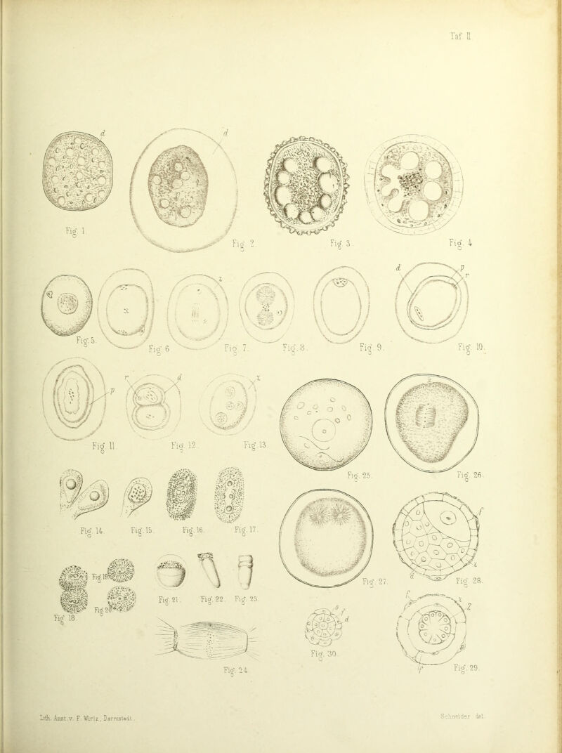 Taf [1 Li(K. Anst. V. F. Vlriz , Darms'adl. Sc>Ln>>ider iel. 10. Fio. 1, Fio. 11. 0 Fis. 12. Flg.13. ?io.16. 0 MM ll# .Fio. 17, Fio\ 25. Fio. 26. 0 Fitf. 27.
