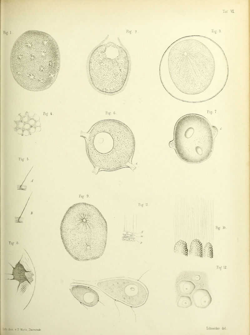 liGi V. T. 1^/jrtz, Darmstadt Tut- VII. Rg-. 10. Fig. 12. Bg: 4. Fio-. 9. Bg''- 6 ■